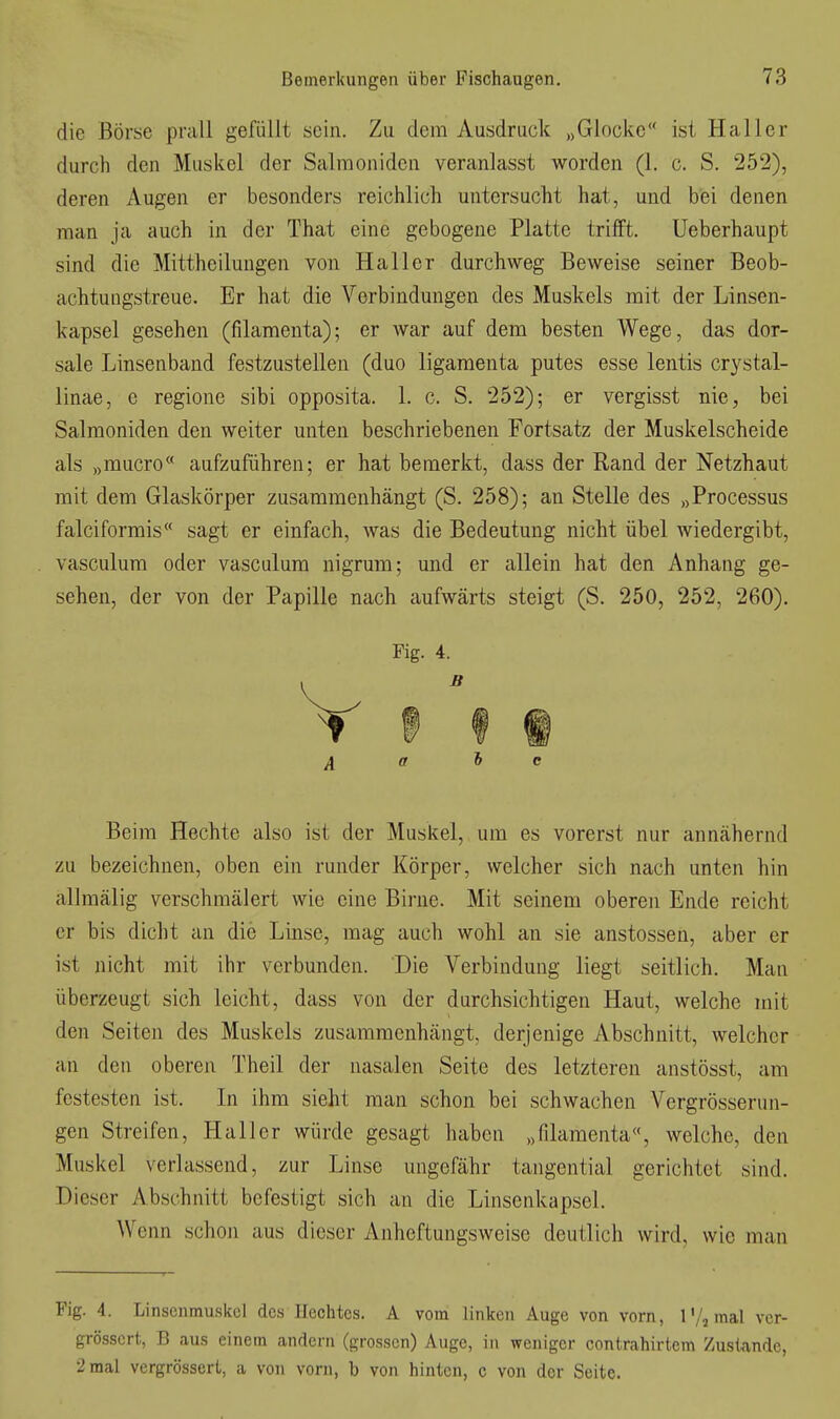 die Börse prall gefüllt sein. Zu dem Ausdruck „Glocke ist Haller durch den Muskel der Salmonidcu veranlasst worden (1. c. S. 252), deren Augen er besonders reichlich untersucht hat, und b'ei denen man ja auch in der That eine gebogene Platte trifft. Ueberhaupt sind die Mittheilungen von Haller durchweg Beweise seiner Beob- achtungstreue. Er hat die Verbindungen des Muskels mit der Linsen- kapsel gesehen (filamenta); er war auf dem besten Wege, das dor- sale Linsenband festzustellen (duo ligamenta putes esse lentis crystal- linae, e regione sibi opposita. 1. c. S. 252); er vergisst nie, bei Salmoniden den weiter unten beschriebenen Fortsatz der Muskelscheide als „mucro aufzuführen; er hat bemerkt, dass der Rand der Netzhaut mit dem Glaskörper zusammenhängt (S. 258); an Stelle des „Processus falciformis sagt er einfach, was die Bedeutung nicht übel wiedergibt, vasculum oder vasculum nigrum; und er allein hat den Anhang ge- sehen, der von der Papille nach aufwärts steigt (S. 250, 252, 260), Fig. 4. A o Sc Beim Hechte also ist der Muskel, um es vorerst nur annähernd zu bezeichnen, oben ein runder Körper, welcher sich nach unten hin allmälig verschmälert wie eine Birne. Mit seinem oberen Ende reicht er bis dicht an die Linse, mag auch wohl an sie anstossen, aber er ist nicht mit ihr verbunden. Die Verbindung liegt seitlich. Man überzeugt sich leicht, dass von der durchsichtigen Haut, welche mit den Seiten des Muskels zusammenhängt, derjenige Abschnitt, welcher an den oberen Theil der nasalen Seite des letzteren anstösst, am festesten ist. In ihm sieht man schon bei schwachen Vergrösserun- gen Streifen, Haller würde gesagt haben „filamenta«, welche, den Muskel verlassend, zur Linse ungefähr tangential gerichtet sind. Dieser Abschnitt befestigt sich an die Linsenkapsel. Wenn schon aus dieser Anheftungsweise deutlich wird, wie man Fig. 4. Linscnmuskei des Hechtes. A vom linken Auge von vorn, 1V, mal vcr- grösscrt, B aus einem andern (grossen) Auge, in weniger contrahirtem ZusUnde, 2 mal vergrösserl, a von vorn, b von hinten, c von der Seite.