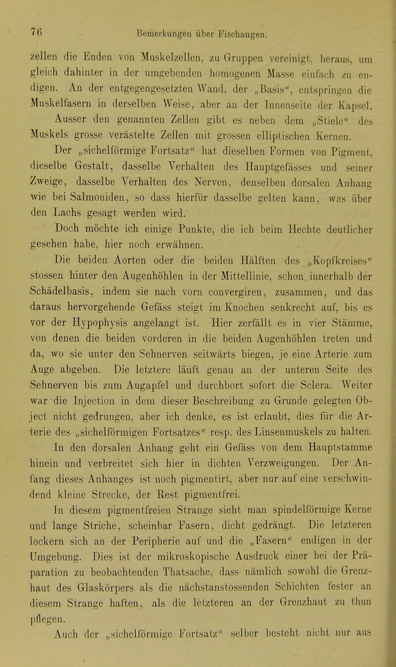 Zellen die Enden von Muskelzellcn, zu Gruppen vereinigt, heraus, um gleich dahinter in der umgebenden homogenen Masse einfach zu en- digen. An der entgegengesetzten Wand, der ,3asis, entspringen die Muskelfasern in derselben Weise, aber an der Innenseite der Kapsel. Ausser den genannten Zellen gibt es neben dem „Stiele« des Muskels grosse verästelte Zellen mit grossen elliptischen Kernen. Der „sichelförmige Fortsatz« hat dieselben Formen von Pigment, dieselbe Gestalt, dasselbe Verhalten des Hauptgefässes und seiner Zweige, dasselbe Verhalten des Nerven, denselben dorsalen Anhang wie bei Salmoniden, so dass hierfür dasselbe gelten kann, was über den Lachs gesagt werden wird. Doch möchte ich einige Punkte, die ich beim Hechte deutlicher gesehen habe, hier noch erwähnen. Die beiden Aorten oder die beiden Hälften des „Kopfkreises« Stessen hinter den Augenhöhlen in der Mittellinie, schon innerhalb der Schädelbasis, indem sie nach vorn convergiren, zusammen, und das daraus hervorgehende Gefäss steigt im Knochen senkrecht auf, bis es vor der Hypophysis angelangt ist. Hier zerfällt es in vier Stämme, von denen die beiden vorderen in die beiden Augenhöhlen treten und da, wo sie unter den Sehnerven seitwärts biegen, je eine Arterie zum Auge abgeben. Die letztere läuft genau an der unteren Seite des Sehnerven bis zum Augapfel und durchbort sofort die Sclera. Weiter war-die Injection in dem dieser Beschreibung zu Grunde gelegten Ob- ject nicht gedrungen, aber ich denke, es ist erlaubt, dies für die Ar- terie des „sichelförmigen Fortsatzes« resp. des Linsenmuskels zu halten. In den dorsalen Anhang geht ein Gefäss von dem Hauptstamme hinein und verbreitet sich hier in dichten Verzweigungen. Der An- fang dieses Anhanges ist noch pigmentirt, aber nur auf eine verschwin- dend kleine Strecke, der Rest pigraentfrei. In diesem pigmentfreien Strange sieht man spindelförmige Kerne und lange Striche, scheinbar Fasern, dicht gedrängt. Die letzteren lockern sich an der Peripherie auf und die „Fasern« endigen in der Umgebung. Dies ist der mikroskopische Ausdruck einer bei der Prä- paration zu beobachtenden Thatsache, dass nämlich sowohl die Grenz- haut des Glaskörpers als die nächstanstossenden Schichten fester an diesem Strange haften, als die letzteren an der Grenzhaut zu thun pflegen. Auch der „sichelförmige Fortsatz« selber besteht nicht nur aus