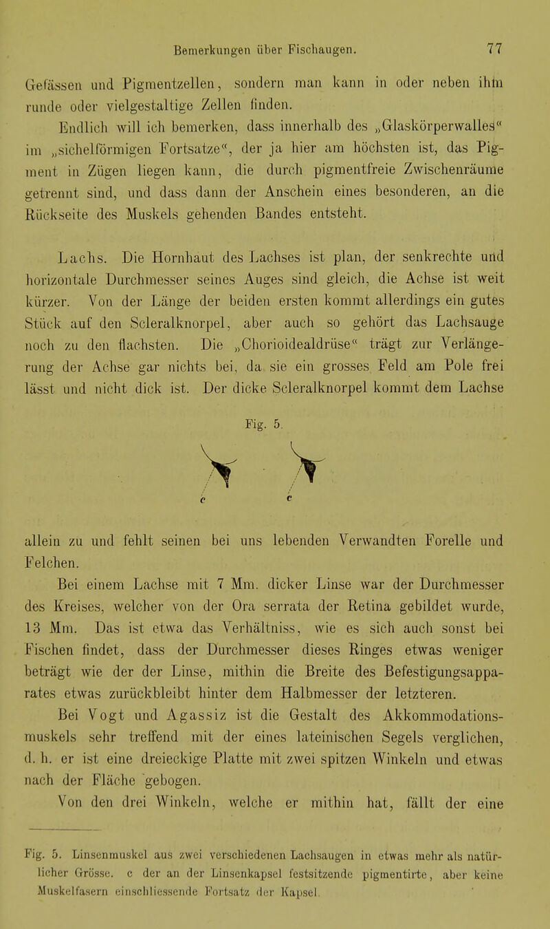 Gefässeu und Pigmentzellen, sondern man kann in oder neben ihm runde otler vielgestaltige Zellen finden. Endlicl» will ich bemerken, dass innerhalb des „GlaskörperwalleS« im „sichelförmigen Fortsatze«, der ja hier am höchsten ist, das Pig- ment in Zügen liegen kann, die durch pigmentfreie Zwischenräume getrennt sind, und dass dann der Anschein eines besonderen, an die Rückseite des Muskels gehenden Bandes entsteht. Lachs. Die Hornhaut des Lachses ist plan, der senkrechte und horizontale Durchmesser seines Auges sind gleich, die Achse ist weit kürzer. Von der Länge der beiden ersten kommt allerdings ein gutes Stück auf den Scleralknorpel, aber auch so gehört das Lachsauge noch zu den flachsten. Die „Chorioidealdrüse trägt zur Verlänge- rung der Achse gar nichts bei, da sie ein grosses Feld am Pole frei lässt und nicht dick ist. Der dicke Scleralknorpel kommt dem Lachse allein zu und fehlt seinen bei uns lebenden Verwandten Forelle und Felchen. Bei einem Lachse mit 7 Mm. dicker Linse war der Durchmesser des Kreises, welcher von der Ora serrata der Retina gebildet wurde, 13 Mm. Das ist etwa das Verhältniss, wie es sich auch sonst bei Fischen findet, dass der Durchmesser dieses Ringes etwas weniger beträgt wie der der Linse, mithin die Breite des Befestigungsappa- rates etwas zurückbleibt hinter dem Halbmesser der letzteren. Bei Vogt und Agassiz ist die Gestalt des Akkommodations- muskels sehr treffend mit der eines lateinischen Segels verglichen, d. h. er ist eine dreieckige Platte mit zwei spitzen Winkeln und etwas nach der Fläche gebogen. Von den drei Winkeln, welche er mithin hat, fällt der eine Fig. 5. Linsenrauskel aus zwei verschiedenen Lachsaugen in etwas mehr als natür- licher Grösse, c der an der Linsenkapsel festsitzende pigmentirte, aber keine Muskelfasern einscliliessende Fortsatz der Kaiisel. Fig. 5. c c
