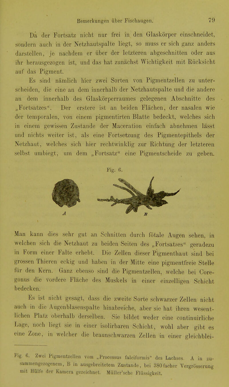 Del der Fortsatz nicht nur frei in den Glaskörper einschneidet, sondern auch in der Netzluiutspalte liegt, so muss er sich ganz anders darstellen, je nachdem er über der letzteren abgeschnitten oder aus ihr herausgezogen ist, und das hat zunächst Wichtigkeit mit Rücksicht auf das Pigment. Es sind Ucämlich hier zwei Sorten von Pigmentzellen zu unter- scheiden, die eine an dem innerhalb der Netzhautspalte und die andere an dem innerhalb des Glaskörperraumes gelegenen Abschnitte des „Fortsatzes. Der erstere ist an beiden Flächen, der nasalen wie der temporalen, von einem pigmentirten Blatte bedeckt, welches sich in einem gewissen Zustande der Maceration einfach abnehmen lässt und nichts weiter ist, als eine Fortsetzung des Pigmentepithels der Netzhaut, welches sich hier rechtwinklig zur Richtung der letzteren selbst umbiegt, um dem „Fortsatz eine Pigmentscheide zu gebea. Fig. G. Man kann dies sehr gut an Schnitten durch fötale Augen sehen, in welchen sich die Netzhaut zu beiden Seiten des „Fortsatzes geradezu in Form einer Falte erhebt. Die Zellen dieser Pigmenthaut sind bei grossen Thieren eckig und haben in der Mitte eine pigmentfreie Stelle für den Kern. Ganz ebenso sind die Pigmentzellen, welche bei Core- gonus die vordere Fläche des Muskels in einer einzelligen Schicht bedecken. Es ist nicht gesagt, dass die zweite Sorte schwarzer Zellen nicht auch in die Augcnblasenspalte hinabreiche, aber sie hat ihren wesent- lichen Platz oberhalb derselben. Sie bildet weder eine continuirliche Lage, noch liegt sie in einer isolirbaren Schicht, wohl aber gibt es eine Zone, in welcher die braunschwarzen Zellen in einer gieichblei- Fig. fi. Zwei Pigraentzelien vom „Processus falcifonnis des Lachses. A iu zu- sammengezogenem, B in ausgebreitetem Zustande, bei 380facher Vergrösserung mit Hülfe der Kamera gezeichnet. Müller'sche Flüssigkeit.