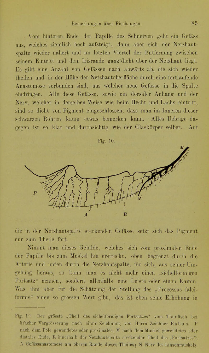 Vom hinteren Ende der Papille des Sehnerven geht ein Gcfäss aus, welches ziemlich hoch aufsteigt, dann aber sich der Netzhaut- spalte wieder nähert und im letzten Viertel der Entfernung zwischen seinem Eintritt und dem Irisrande ganz dicht über der Netzhaut liegt. Es gibt eine Anzahl von Gefässen nach abwärts ab, die sich wieder theilen und in der Höhe der Netzhautoberfläche durch eine fortlaufende Anastomose verbunden sind, aus welcher neue Gefässe in die Spalte eindringen. Alle diese Gefässe, sowie ein dorsaler Anhang und der Nerv, welcher in derselben Weise wie beim Hecht und Lachs eintritt, sind so dicht von Pigment eingeschlossen, dass man im Inneren dieser schwarzen Röhren kaum etwas bemerken kann. Alles Uebrige da- gegen ist so Idar und durchsichtig wie der Glaskörper selber. Auf die in der Netzhautspaltc steckenden Gefässe setzt sich das Pigment nur zum Theile fort. Nimmt man dieses Gebilde, welches sich vom proximalen Endo der Papille bis zum Muskel hin erstreckt, oben begrenzt durch die Arteric und unten durch die Netzhautspalte, für sich, aus seiner Um- gebung heraus, so kann man es nicht mehr einen „sichelförmigen Fortsatz nennen, sondern allenfalls eine Leiste oder einen Kamm. Was ihm aber für die Schätzung der Stellung des „Processus falci- formis einen so grossen Wert gibt, das ist eben seine Erhöhung in Fig. 1). Der grösstc „Theil des sicliclfömigon Fortsatzes vom Thunlisch bei .Tfacher Vergrösscrung nach cinnr Zeichnung von Herrn Zeicliner Rabus. ? nach dem Pole gewendetes oder proximales, M nach dem Muskel gewendetes oder distales Ende, R innerhalb der Netzhaulspaite steckender Theil dos „Fortsatzes; A Gefässanastomose am obere» Rande dieses? Tljeües} N Nerv (Jes I/iusQan;uskelfj.