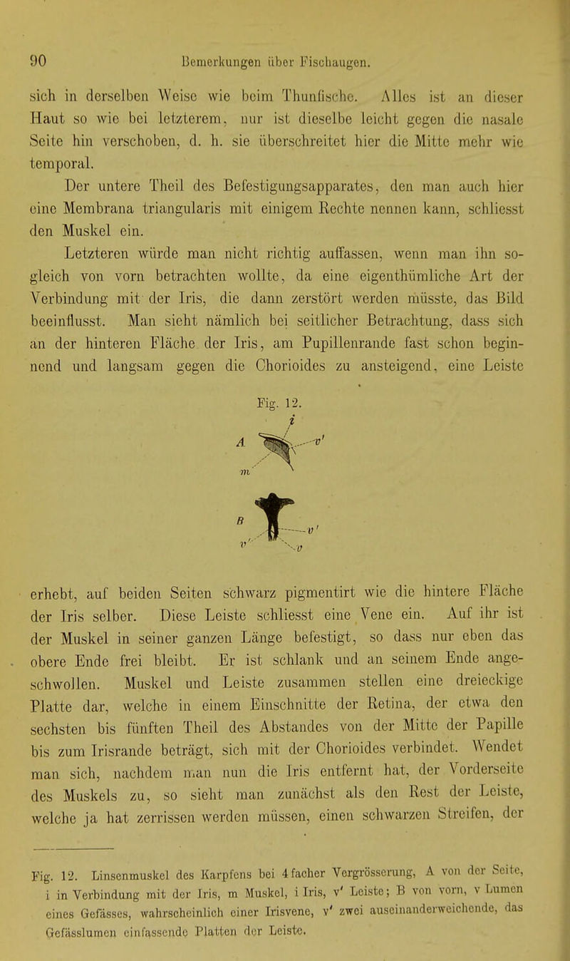 sich in derselben Weise wie beim Thunfische. Alles ist an dieser Haut so wie bei letzterem, nur ist dieselbe leicht gegen die nasale Seite hin verschoben, d. h. sie überschreitet hier die Mitte mehr wie temporal. Der untere Theil des Befestigungsapparates, den man auch hier eine Membrana triangularis mit einigem Rechte nennen kann, schliesst den Muskel ein. Letzteren würde man nicht richtig auffassen, wenn man ihn so- gleich von vorn betrachten wollte, da eine eigenthümliche Art der Verbindung mit der Iris, die dann zerstört werden müsste, das Bild beeinflusst. Man sieht nämlich bei seitlicher Betrachtung, dass sich an der hinteren Fläche der Iris, am Pupillenrande fast schon begin- nend und langsam gegen die Chorioides zu ansteigend, eine Leiste erhebt, auf beiden Seiten schwarz pigmentirt wie die hintere Fläche der Iris selber. Diese Leiste schliesst eine Vene ein. Auf ihr ist der Muskel in seiner ganzen Länge befestigt, so dass nur eben das obere Ende frei bleibt. Er ist schlank und an seinem Ende ange- schwollen. Muskel und Leiste zusammen stellen eine dreieckige Platte dar, welche in einem Einschnitte der Retina, der etwa den sechsten bis fünften Theil des Abstandes von der Mitte der Papille bis zum Irisrande beträgt, sich mit der Chorioides verbindet. Wendet man sich, nachdem man nun die Iris entfernt hat, der Vorderseite des Muskels zu, so sieht man zunächst als den Rest der Leiste, welche ja hat zerrissen werden müssen, einen schwarzen Streifen, der Fig. 12. Linsenmuskel des Karpfens bei 4facher Vergrösserung, A von der S i in Verbindung mit der Iris, m Muskel, i Iris, v' Leiste; B von vorn, v Lu eines Gofässes, wahrscheinlich einer Irisvene, v' zwei auseinanderweichende, Gcfässlumcn cinffvsscndc Platten der Leiste. Fig. 12. i