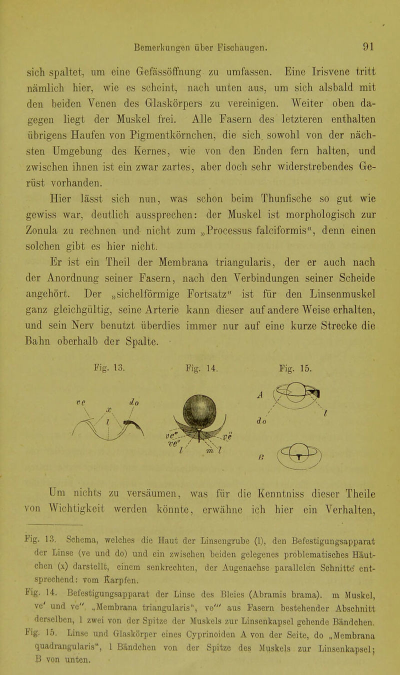sich spaltet, um eine Genissölfnung zu umfassen. Eine Irisvene tritt nämlich hier, wie es scheint, nach miten aus, um sich alsbald mit den beiden Venen des Glaskörpers zu vereinigen. Weiter oben da- gegen liegt der Muskel frei. Alle Fasern des letzteren enthalten übrigens Haufen von Pigmentkörnchen, die sich, sowohl von der näch- sten Umgebung des Kernes, wie von den Enden fern halten, und zwischen ihnen ist ein zwar zartes, aber doch sehr widerstrebendes Ge- rüst vorhanden. Hier lässt sich nun, was schon beim Thunfische so gut wie gewiss war, deutlich aussprechen: der Muskel ist morphologisch zur Zonula zu rechnen und- nicht zum „Processus falciformis, denn einen solchen gibt es hier nicht. Er ist ein Theil der Membrana triangularis, der er auch nach der Anordnung seiner Fasern, nach den Verbindungen seiner Scheide angehört. Der „sichelförmige Fortsatz ist für den Linsenmuskel ganz gleichgültig, seine Arterie kann dieser auf andere Weise erhalten, und sein Nerv benutzt überdies immer nur auf eine kurze Strecke die Bahn oberhalb der Spalte. Um nichts zu versäumen, was für die Kenntniss dieser Theilc von Wichtigkeit werden könnte, erwähne ich hier ein Verhalten, Fig. 13. Schema, welches die Haut der Linsengrube (1), den Befestigungsapparat der Linse (ve und do) und ein zwischen beiden gelegenes problematisches Häut- chen (x) darstellt, einem senkrechten, der Augenachse parallelen Schnitte' ent- sprechend: vom Karpfen. Fig. 14. Befestigungsapparat der Linse des Bleies (Abramis brama). m Muskel, ve' und vc „Membrana triangularis, vo' aus Fasern bestehender Abschnitt derselben, 1 zwei von der Spitze der Muskels zur Linsenkapsel gehende Bändchen. Fig. 15. Linse und Glaskörper eines Cyprinoiden Avon der Seite, do „Membrana quadrangularis, 1 Bändchen von der Spitze des xMuskels zur Linsenkapsel; B von unten. Fig. 13. Fig. 14. Fig. 15.