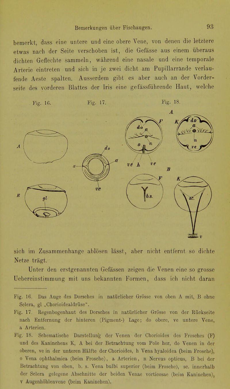 bemerkt, dass eine untere und eine obere Vene, von denen die letztere etwas nach der Seite verschoben ist, die Gefässe aus einem überaus dichten Gefleclite sammeln, während eine nasale und eine temporale Arterie eintreten und sich in je zwei dicht am Pupillarrande verlau- fende Aeste spalten. Ausserdem gibt es aber auch an der Vorder- seite des vorderen Blattes der Iris eine gefässführende Haut, welche Fig. Ifi. Fig. 17. Fig. 18. sich im Zusammenhange ablösen lässt, aber nicht entfernt so dichte Netze trägt. Unter den erstgenannten Gefässen zeigen die Venen eine so grosse Uebereinstimmung mit uns bekannten Formen, dass ich nicht daran Fig. 16. Das Auge des Dorsches in natürlicher Grösse von oben A mit, B ohne Sclera, gl „Chorioidealdrüse. Fig. 17. Regenbogenhaut des Dorsches in natürlicher Grösse von der Rückseite nach Entfernung der hinteren (Pigment-) Lage; do obere, ve untere Vene, a Arterien. Fig. 18. Schematische Darstellung der Venen der Chorioides des Frosches (P) und des Kaninchens K, A bei der Betrachtung vom Pole her, do Venen in der oberen, ve in der unteren Hälfte der Chorioides, h Vena hyaloidea (beim Frosche), 0 Vena ophthalmica (beim Frosche), a Arterien, n Nervus opticus, B bei der Betrachtung von oben, b. s. Vena bulbi superior (beim Frosche), sc. innerhalb der Sclera gelegene Abschnitte der beirlen Venae vorticosae (beim Kaninchen), Y Augenhöhlenvene (beim Kaninchen).