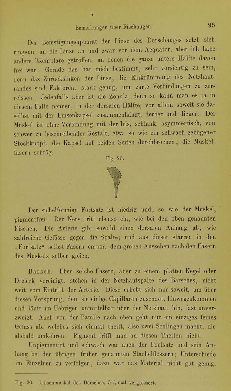 Der Befestigungsapparat der Linse des Dorschauges setzt sich ringsum an die Linse an und zwar vor dem Aequator, aber ich habe andere Exemplare getroffen, an denen die ganze untere Hälfte davon frei war. Gerade das hat mich bestimmt, sehr vorsichtig zu sein, denn das Zurücksinken der Linse, die Einkrümmung des Netzhaut- randes sind Faktoren, stark genug, um zarte Verbindungen zu zer- reissen. Jedenfalls aber ist die Zonula, denn so kann man es ja in diesem Falle nennen, in der dorsalen Hälfte, vor allem soweit sie da- selbst mit der Linsenkapsel zusammenhängt, derber und dicker. Der Muskel ist ohne Verbindung mit der Iris, schlank, asymmetrisch, von schwer zu beschreibendei- Gestalt, etwa so wie ein schwach gebogener Stockknopf, die Kapsel auf beiden Seiten durchbrochen, die Muskel- fasern schräg. Fig. 20. Der sichelförmige Fortsatz ist niedrig und, so wie der Muskel, pigmentfrei. Der Nerv tritt ebenso ein, wie bei den oben genannten Fischen. Die Arterie gibt sowohl einen dorsalen Anhang ab, wie zahlreiche Gefässe gegen die Spalte; und aus dieser starren in den „Fortsatz selbst Fasern empor, dem groben Aussehen nach den Fasern des Muskels selber gleich. Barsch. Eben solche Fasern, aber zu einem platten Kegel oder Dreieck vereinigt, stehen in der Netzhautspalte des Barsches, nicht weit vom Eintritt der Arterie. Diese erhebt sich nur soweit, um über diesen Vorsprung, dem sie einige Capillaren zusendet, hinwegzukommen und läuft im Uebrigen unmittelbar über der Netzhaut hin, fast unver- zweigt. Auch von der Papille nach oben geht nur ein einziges feines Gefäss ab, welches sich einmal theilt, also zwei Schlingen macht, die alsbald umkehren. Pigment trifft man an diesen Theilon nicht. ünpigmentirt und schwach war auch der Fortsatz und sein An- hang bei den übrigen früher genannten Stachelflossern; Unterschiede im Einzelnen zu verfolgen, dazu war das Material nicht gut genug. Fig. 20. Lin.senmuskel des Dorsches, ö'/a mal vorgrüssert.