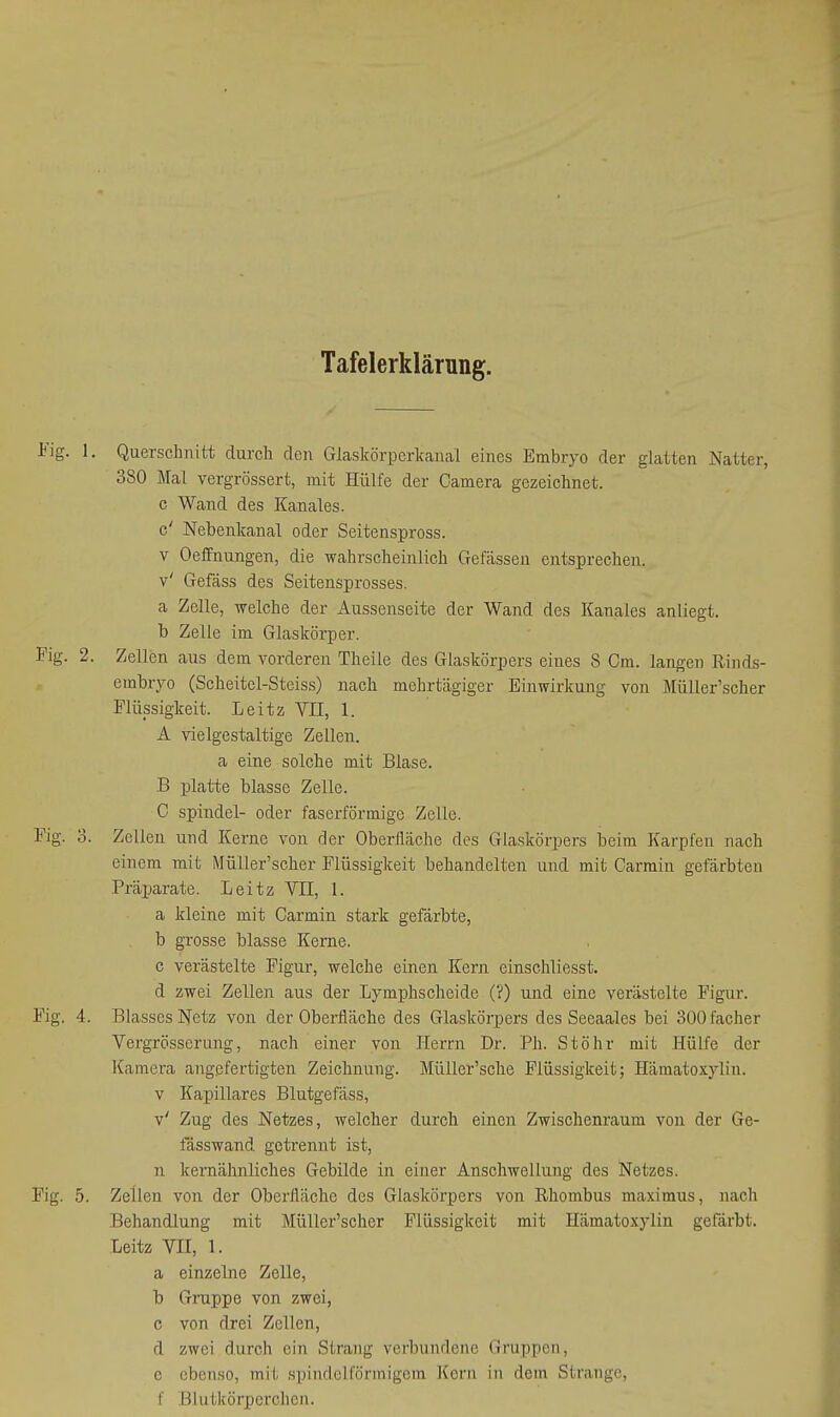 Tafelerklärung. ¥ig. 1. Querschnitt durch den Glaskörperkanal eines Embryo der glatten Natter, 380 Mal vergrössert, mit Hülfe der Camera gezeichnet, c Wand des Kanales. c' Nebenkanal oder Seitenspross. V Oeffnungen, die wahrscheinlich Gefässen entsprechen, v' Gefäss des Seitensprosses. a Zelle, welche der Aussenseite der Wand des Kanales anliegt, b Zelle im Glaskörper. Fig. 2. Zellen aus dem vorderen Theile des Glaskörpers eines 8 Cm. langen Rinds- embryo (Scheitel-Steiss) nach mehrtägiger Einwirkung von MüUer'scher Flüssigkeit. Leitz VII, 1. A vielgestaltige Zellen. a eine solche mit Blase. B jDlatte blasse Zelle. C Spindel- oder faserförmigc Zelle. Fig. 'S. Zellen und Kerne von der Oberfläche des Glaskörpers beim Karpfen nach einem mit MüUer'scher Flüssigkeit behandelten und mit Carmin gefärbten Prajoarate. Leitz VII, 1. a kleine mit Carmin stark gefärbte, b grosse blasse Kerne. c verästelte Figur, welche einen Kern einschliesst. d zwei Zellen aus der Lymphscheide (?) und eine verästelte Figur. Fig. 4. Blasses Netz von der Obei-fiäche des Glaskörpers des Seeaales bei SOOfacher Vergrösserung, nach einer von Herrn Dr. Ph. St Öhr mit Hülfe der Kamera angefertigten Zeichnung. Müller'sche Flüssigkeit; Hämatoxylin. V Kapillares Blutgefäss, v' Zug des Netzes, welcher durch einen Zwischenraum von der Ge- fässwand getrennt ist, n kernähnliches Gebilde in einer Anschwellung des Netzes. Fig. 5. Zellen von der Oberfläche des Glaskörpers von Rhombus maximus, nach Behandlung mit MüUer'scher Flüssigkeit mit Hämatoxylin gefärbt. Leitz VII, 1. a einzelne Zelle, b Gnippe von zwei, c von drei Zellen, d zwei durch ein Strang verbundene Gruppen, e ebenso, mit spindelförmigem ](crR in dem Strange, f Blutkörperchen.
