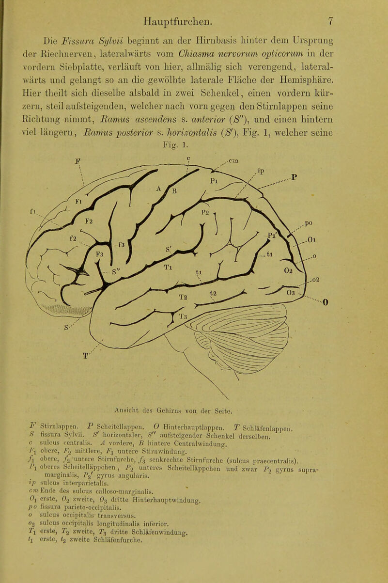 Die Fissuni Sylvii beginnt an der Plirnbasis hinter dem Ursi^rung der Rieclinerven, lateralwärts vom Chiasma nervonim opticorum in der vordem Siebplatte, verläuft von hier, allniälig sich verengend, lateral- wärts und gelangt so an die gewölbte laterale Fläche der Hemisphäre. Hier theilt sich dieselbe alsbald in zwei Schenkel, einen vordem kür- zern, steil aufsteigenden, welcher nach vorn gegen den Stirnlajapen seine Richtung nimmt, Bamus ascendens s. anterior (S), und einen hintern viel langem, Bamus posterior s. lioriisontcüis (/S'), Fig. 1, welcher seine Fig. 1. Ansicht des Gehirns von der Seite. F Stirnlappen. P Scheitellappen. 0 Hinterhanptlappen. T Schläfenlappeu. S fissura Sylvii. 8' horizontaler, S autsteigender Schenkel derselben, c Sillens centralis. A vordere, B iiintere Centraiwindung, /•'l obere, /'g mittlere, y'3 untere Stirnwindung. /i obere, /g untere Stirnfurclie, ./g senkrechte Stirnfurclie (sulcus praecentralis). l\ oberes Scheitelläppchen, Pg teres Scheitelläppchcn und zwar P, gyrus 1 marginalis, P^' gyrus angularis.   ip sulcus interparietalis. cm Ende des sulcus calloso-marginalis. 01 erste, zweite, O3 dritte Hinterhauptwindung. po fissura parieto-occipitalis. o sulcus occipitalis transversus. 02 sulcus occipitalis longitudinalis inferior. Ti erste, zweite, 2'^ dritte Schläl'enwiudung. /j erste, I2 zweite Schläfonfurchc.