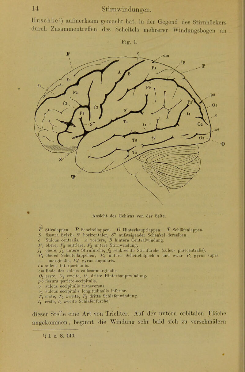 Husclikci) aufmerksam gemacht hat, in der Gegend des Stirnhöckers durch Zusammentreffen des Scheitels «mehrerer Windungsbogen an Fig. 1. .02 0 Ansicht des Gehirns von der Seite. 7^ Stirnlappen. P Scheitell ;ippen. 0 Hinterhauptlappen. T Schläfenlappen, S fissura Sylvii. S' horizontaler, S aufsteigender Schenkel derselben, c Sulcus centralis. A vordere, B hintere Centraiwindung. /\ obere, F2 mittlere, untere Stirnwindung. fi obere, f2 untere Stirnfurche, senkrechte Stirnfurche (sulcus praecentralis). /■j oberes Scheitelläppchen, P2 unteres Scheitelläppchen und zwar gyus supra marginalis, P^' gyi'us angularis. ip sulcus interparietalis. cm Ende des sulcus calloso-niarginalis. 01 erste, O2 zweite, O3 dritte Hinterhauptwindung. po fissura parieto-occipitalis. 0 sulcus occipitalis transversus. 02 sulcus occipitalis longitudinalis inferior. T-i erste, zweite, dritte Schläfenwindung. ty erste, zweite Schläfenfurche. dieser Stelle eine Art von Tricliter. Auf der untern orbitalen Fläche angekommen, beginnt die Windung sehr bald sich zu verschmälern