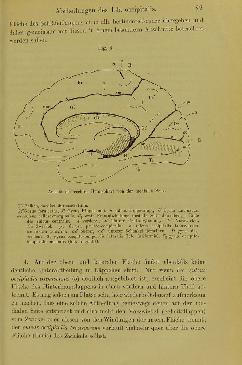 Fläche des Schläfenlappens ohne alle bestimmte Grenze übergelien und dcaher gememsam mit diesen in einem besondern Abschnitte betrachtet werden sollen. Fig. 4. Ansicht der rechten Hemisphäre von der medialen Seite. Balken, median durchschnitten. G/Gyrus foruicatus, n Gyrus Hippocanipi, /( sulcus Hippocampi, U Gyrus uncinatus. cm sulcus calloso-marginalis, erste Frontalwindung, mediale Seite derselben, c Ende des sulcus centralis. A vordere, B hintere CentraUyinduug. P' Vorzwickel. Oz Zwickel. po flssura parieto-occipitalis. o ■ sulcus occipitalis transversus. oc. fissura calcarina, oc' oberer, oc unterer Schenkel derselben. D gyrus des- cendens. gyrus occipito-temporalis lateralis (lob. fusiformis), 7}, gyrus occipito- temporalis medialis (lob. lingualis). 4. Auf der obern und lateralen Fläche findet ebenfalls keine deutliche Unterabtheilung in Läppchen statt. Nur wenn der sulcus occipitalis transversus (o) deutlich ausgebildet ist, erscheint die obere Fläche des Hinterhauptlappens in einen vordem und hintern Theil ge- trennt. Es magjedoch am Platze sein, hier wiederholt darauf aufmerksam zu machen, dass eine solche Abtheilung keineswegs denen auf der me- dialen Seite entspricht und also nicht den Vorzwickel (Scheitellappen) vom Zwickel oder diesen von den Windungen der untern Fläche trennt; der sulcus occipitalis transversus verläuft vielmehr quer über die obere Fläche (Basis) des Zwickels selbst.