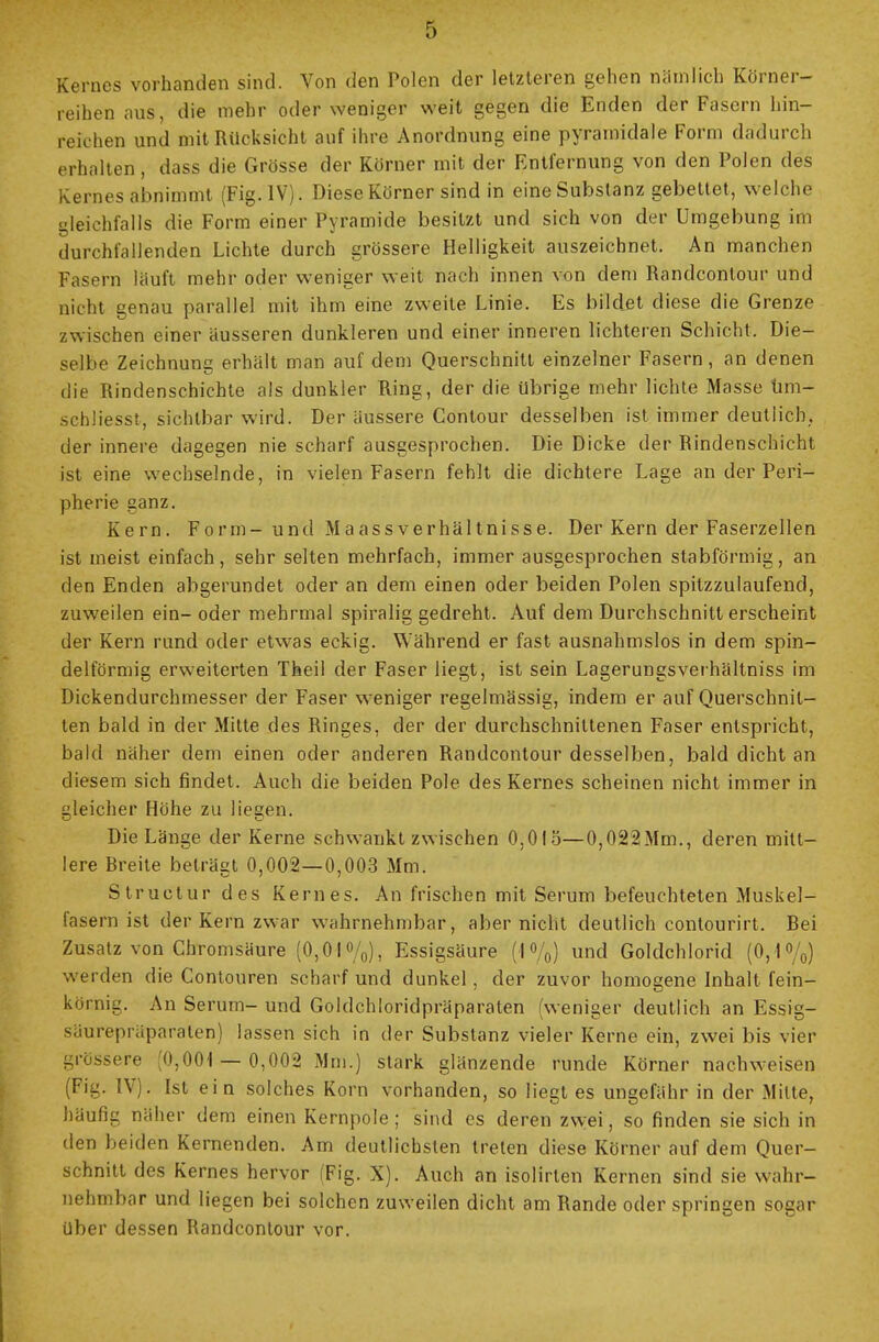 Kernes vorhanden sind. Von den Polen der letzteren gehen nämlich Körner- reihen aus, die mehr oder weniger weit gegen die Enden der Fasern hin- reichen und mit Rücksicht auf ihre Anordnung eine pyramidale Form dadurch erhalten, dass die Grösse der Körner mit der Entfernung von den Polen des Kernes abnimmt (Fig. IV). Diese Körner sind in eine Substanz gebettet, welche gleichfalls die Form einer Pyramide besitzt und sich von der Umgebung im durchfallenden Lichte durch grössere Helligkeit auszeichnet. An manchen Fasern läuft mehr oder weniger weit nach innen von dem Randconlour und nicht genau parallel mit ihm eine zweite Linie. Es bildet diese die Grenze zwischen einer äusseren dunkleren und einer inneren lichteren Schicht. Die- selbe Zeichnung erhält man auf dem Querschnitt einzelner Fasern, an denen die Rindenschichte als dunkler Ring, der die übrige mehr lichte Masse üm- schliesst, sichtbar wird. Der äussere Contour desselben ist immer deutlich, der innere dagegen nie scharf ausgesprochen. Die Dicke der Rindenschicht ist eine wechselnde, in vielen Fasern fehlt die dichtere Lage an der Peri- pherie ganz. Kern. Form- und Maassverhältnisse. Der Kern der Faserzellen ist meist einfach, sehr selten mehrfach, immer ausgesprochen stabförmig, an den Enden abgerundet oder an dem einen oder beiden Polen spitzzulaufend, zuweilen ein- oder mehrmal spiralig gedreht. Auf dem Durchschnitt erscheint der Kern rund oder etwas eckig. Während er fast ausnahmslos in dem spin- delförmig erweiterten Theil der Faser liegt, ist sein Lagerungsverhältniss im Dickendurchmesser der Faser weniger regelmässig, indem er auf Querschnit- ten bald in der Mitte des Ringes, der der durchschnittenen Faser entspricht, bald näher dem einen oder anderen Randcontour desselben, bald dicht an diesem sich findet. Auch die beiden Pole des Kernes scheinen nicht immer in gleicher Höhe zu liegen. Die Länge der Kerne schwankt zwischen 0,015—0,022Mm., deren mitt- lere Breite beträgt 0,002—0,003 Mm. Structur des Kernes. An frischen mit Serum befeuchteten Muskel- fasern ist der Kern zwar wahrnehmbar, aber nicht deutlich contourirt. Bei Zusatz von Chromsäure (0,01%), Essigsäure (1%) und Goldchlorid (0,1%) werden die Contouren scharf und dunkel, der zuvor homogene Inhalt fein- körnig. An Serum- und Goldchloridpräparaten (weniger deutlich an Essig- säurepräparalen) lassen sich in der Substanz vieler Kerne ein, zwei bis vier grössere (0,001 — 0,002 Mm.) stark glänzende runde Körner nachweisen (Fig. IV). Ist ein solches Korn vorhanden, so liegt es ungefähr in der Mitte, häufig näher dem einen Kernpole ; sind es deren zwei, so finden sie sich in den beiden Kernenden. Am deutlichsten treten diese Körner auf dem Quer- schnitt des Kernes hervor (Fig. X). Auch an isolirten Kernen sind sie wahr- nehmbar und liegen bei solchen zuweilen dicht am Rande oder springen sogar über dessen Randcontour vor.