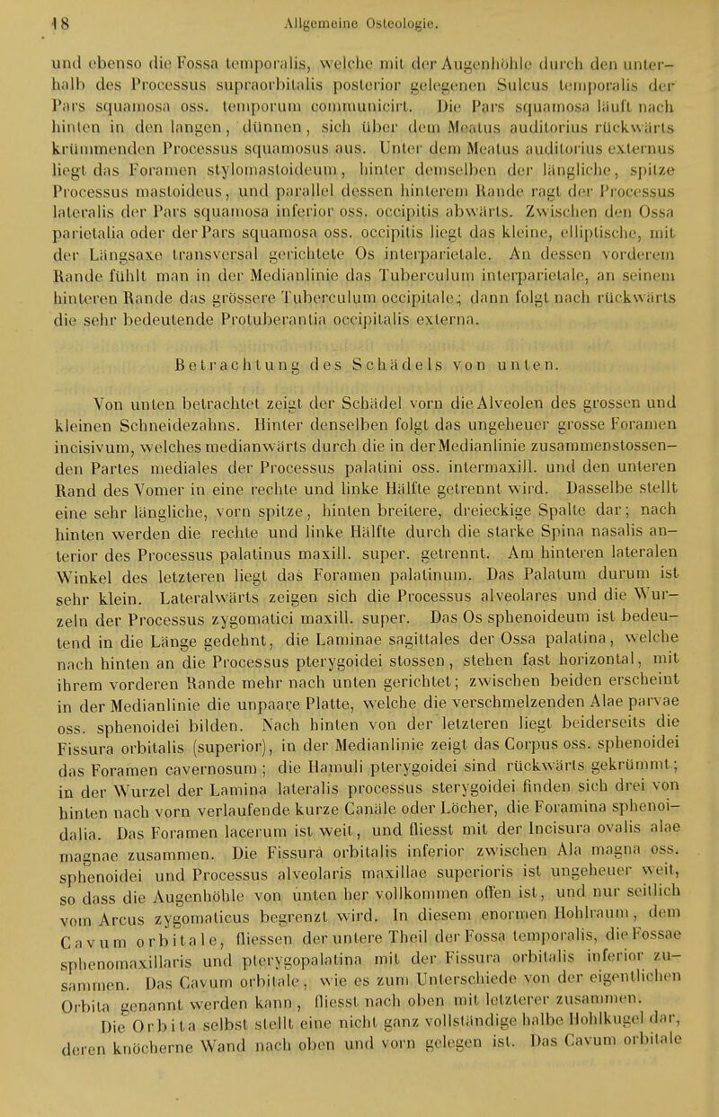 und ebenso die Fossa temporalis, welche mil der Augenhöhle durch den unter- halb des Processus supiaoihilnlis posterior gelegenen Suleus temporalis der Pars squanaosa oss. teinporuin conununicirl. Die Pars squamosa läuft nach Junten in den langen , dünnen , sich über dem Meaius auditorius rückwärts krümmenden Processus squamosus aus. Unler dem Meaius auditorius externus liegt das Foramen stylomasloidcum , hinler demselben der längliche, spitze Processus masloideus, und parallel dessen hinterem Rande r^gl der Processus lateralis der Pars squamosa inferior oss. oecipitis abwärts. Zwischen den Ossa pai ietalia oder der Pars squamosa oss. oecipitis liegt das kleine, elliptische, mit der Längsaxe transversal gerichtete Os inlerparielalc. An dessen vorderem Rande fühlt man in der Medianlinie das Tuberculum iuterparietale, an seinem hinteren Rande das grössere Tuberculum occipilale; dann folgt nach rückwärts die sehr bedeutende Proluberanlia occipilalis externa. Betrachtung des Schädels von unten. Von unten betrachtet zeigt der Schädel vorn die Alveolen des grossen und kleinen Schneidezahns. Hinler denselben folgt das ungeheuer grosse Foramen incisivum, welches medianwärts durch die in der Medianlinie zusammeostossen- den Partes mediales der Processus palatini oss. intermaxiJl. und den unleren Rand des Yomer in eine rechte und linke Hälfte getrennt wird. Dasselbe stellt eine sehr längliche, vorn spitze, hinten breitere, dreieckige Spalte dar; nach hinten werden die rechte und linke Hälfte durch die starke Spina nasalis an- terior des Processus palatinus maxill. super, getrennt. Am hinteren lateralen Winkel des letzteren liegt das Foramen palalinuin. Das Palalum durum ist sehr klein. Lateralwärts zeigen sich die Processus alveolares und die Wur- zeln der Processus zygomatici maxill. super. Das Os sphenoideum ist bedeu- tend in die Länge gedehnt, die Laminae sagiltales der Ossa palatina, welche nach hinten an die Processus pterygoidei stossen, stehen fast horizontal, mit ihrem vorderen Rande mehr nach unten gerichtet; zwischen beiden erscheint in der Medianlinie die unpaare Platte, welche die verschmelzenden Alae parvae oss. sphenoidei bilden. Nach hinten von der letzteren liegt beiderseits die Fissura orbitalis (superior), in der Medianlinie zeigt das Corpus oss. sphenoidei das Foramen cavernosum ; die Ilamuli pterygoidei sind rückwärts gekrümmt; in der Wurzel der Lamina lateralis processus sterygoidei finden sich drei von hinten nach vorn verlaufende kurze Canäle oder Löcher, die Foramina sphenoi- dalia. Das Foramen lacerum ist weit, und fliesst mit der lncisura ovalis alae magnae zusammen. Die Fissura orbitalis inferior zwischen Ala magna oss. sphenoidei und Processus alveolaris maxillae superioris ist ungeheuer weit, so dass die Augenhöhle von unten her vollkommen offen ist, und nur seitlich vom Arcus zygomaticus begrenzt wird. In diesem enormen Hohlraum , dem C a v u m orbitale, fiiessen der unlere Theil der Fossa temporalis, die Fossae sphenomaxillaris und pterygopalalina mit der Fissura orbitalis inferior zu- sammen. Das Cavurn orbitale, wie es zum Unterschiede von der eigentlichen Orbita tienannt werden kann , fliesst nach oben mit letzterer zusammen. Die Orbita selbst stellt eine nicht ganz vollständige halbe Hoblkugel dar, deren knöcherne Wand nach oben und vorn gelegen ist. Das Cavurn orbitale