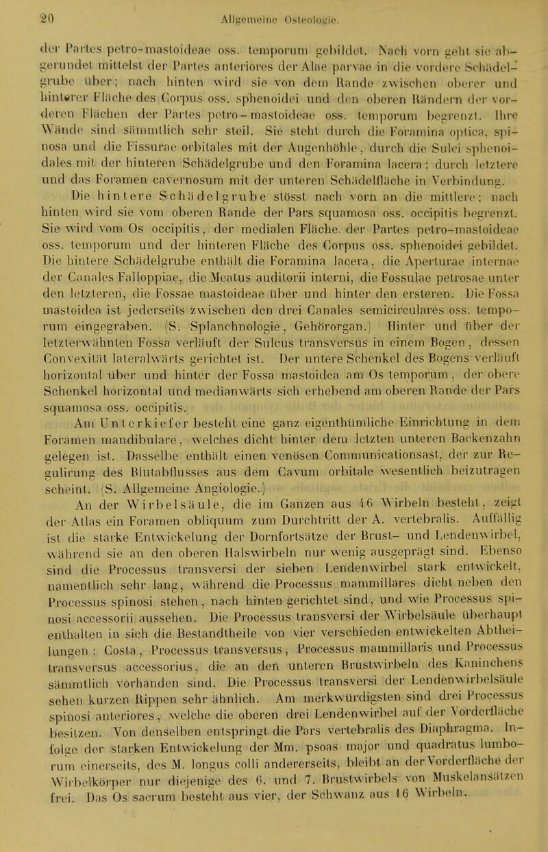 der Partes potro-mastoidea« o&s; teiroporuni gebildet, Nach vorn gehl sie ab» gerundet mittelst der Partes anteriores der Atae par\ae in die vordere Sehadel- grube über; naeh hinlen wird sie von dein Rande /wischen oberer und hinterer Flache des Corpus oss. sphenoidei und den oberen Mandern der vor- deren ßlächen der Partes petro-mastoidoao oss. teniporum begrenzt. Ihre Wände sind sihnmllich sehr steil. Sie steht durch die Foramina optica, spi- nosa und die Fissurae orbitales mit der Augenhöhle, diurch die Sutei sphenoi- dales mit der hinleren Schiidelgrube und den Foramina lacera : durch letztere und das Foramen cavemosum mit der unteren Schädelfläche in Verbindung« Die hintere Schä de I grübe stösst nach vorn an die mittlere: nach hinten wird sie vom oberen Rande der Pars squamosa oss. oeeipitis begrenzt. Sie wird vom Os oeeipitis, der medialen Fläche, der Partes petro-masloideae oss. lemporum und der hinteren Fläche des Corpus oss. sphenoidei gebildet Die hintere Scbädelgrube enthält die Foramina lacera, die Aperturae interna«' der Canales Falloppiae, die Meatus audilorii interni, die Fossulae petrosae unter den letzleren, die Fossae mastoideae über und hinter den ersleren. Die Fossa masloidea ist jederscits zwischen den drei Canales semicirculares oss. tempo- rum eingegraben. (S. Splanehnologie, Gehörorgan.) Hinter und über der letzterwähnten Fossa verläuft der Sulcus transversus in einem Bogen . dessen Convexilät lateralwärts gerichtet ist. Der untere Schenkel des Bogens verläuft horizontal über und hinter der Fossa masloidea am Os lemporum , der ober. Schenkel horizontal und medianwärts sich erhebend am oberen Rande der Pars squamosa oss. oeeipitis. Am Unterkiefer besteht eine ganz eigenthümliche Einrichtung in dem Foramen mandibulare, welches dicht hinler dem letzten unteren Backenzahn gelegen ist. Dasselbe enthält einen venösen Communicationsasl, der zur Re- gulirung des Blutabflusses aus dem Cavum orbitale wesentlich beizutragen scheint. (S. Allgemeine Angiologie.) An der Wirbelsäule, die im Ganzen aus 46 Wirbeln besieht, zei'jt der Atlas ein Foramen obliquum zum Durchtritt der A. vertebralis. Auffällig ist die starke Entwickelung der Dornfortsätze der Brust- und Lendenw irbel, während sie an den oberen Halswirbeln nur wenig ausgeprägt sind. Ebenso sind die Processus transversi der sieben Lendenwirbel stark entwickelt, namentlich sehr lang, während die Processus mammillares dicht neben den Processus spinosi stehen, nach hinten gerichtet sind, und wie Processus spi- nosi accessorii aussehen. Die Processus transversi der Wirbelsäule überhaupt enthalten in sich die Bestandteile von vier verschieden entwickelten Abtei- lungen : Costa, Processus transversus, Processus mammillaris und Processus transversus accessorius, die an den unteren Brustwirbeln des Kaninchens sämmtlich vorhanden sind. Die Processus transversi der Lendenwirbelsäule sehen kurzen Rippen sehr ähnlich. Am merkwürdigsten sind drei Processus spinosi anteriores, welche die oberen drei Lendenwirbel auf der Yorderflächc besitzen. Von denselben entspringt, die Pars vertebralis des Diaphragma. In- folge der starken Entwickelung der Mm. psoas major und quadratus lumbo- rum einerseits, des M. longus colli andererseits, bleibt an derVordortläche der Wirbeikörper nur diejenige des 0; und 7. Brustwirbels von Muskelansälzcn frei. Das Os saeruni besteht aus vier, der Schwanz aus 16 Wirbeln.