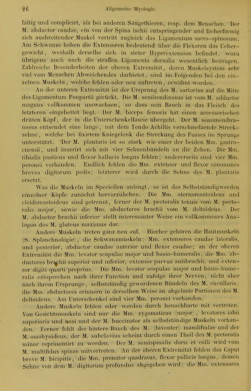 faltig and complicirt, als bei anderen Säugelhieren, resp. dein Mensehen. Der M. abduotor cattdae, ein von der Spina ischii entspringender und fächerförmig sich ausbreitender Muskel vertritt zugleich das Ligamentum sacro-spinösum. Am Schw anze haben die Extensoren bedeutend über die Flexoren das Ueber- gewicht, weshalb derselbe sich in steter Hyperextension befindet, wozu übrigens auch noch die straffen Ligamenta dorsalia wesentlich beitragen. Zahlreiche Besonderheiten der oberen Extremität, deren Muskelsystem sehr viel vom Menschen Abweichendes darbietet, sind im Folgenden bei den ein- zelnen Muskeln , welche fehlen oder neu auftreten, erwähnt worden. An der unteren Extremität ist der Ursprung des M. sartorius auf die Milte des Ligamentum Poupartii gerückt. Die M. semitendinosus ist vom M. adductor magnus vollkommen umwachsen, so dass sein Bauch in das Fleisch des letzteren eingebettet liegt. Der M. biceps femoris hat einen aceessorisebetl dritten Kopf, der in die Unlerschenkelfascie übergeht. Der M. semimembra- nosus entsendet eine lange, mit dem Tendo Achillis verschmelzende Streck- sehne, welche bei fixirlem Kniegelenk die Streckung des Fusses im Sprunge unterstützt. 'Der M. plantaris ist so stark wie einer der beiden Min. gaslro- cnemii, und inserirt sich mit vier Sehnenbündeln an die Zehen. Die Mm. tibialis posticus und Qexor hallucis longus fehlen; andererseits sind vier Mm. peronei vorhanden. Endlich fehlen die Mm. extensor und flexor communes breves digitorum pedis; letzterer wird durch die Sehne des M. plantaris ersetzt. Was die Muskeln im Speciellen anlangt, so ist das Selbstständigwerden einzelner Köpfe zunächst hervorzuheben. Die Mm. slernomastoideus und cleidomastoideus sind getrennt , ferner der M. pectoralis tenuis vom M. pecto- ralis major, sowie die Mm. abductores brachii vom M. deltoideus. Der M. abcluctor brachii inferior stellt interessanter Weise ein vollkommenes Ana- logon des M. gluteus maximus dar. Andere Muskeln treten ganz neu auf. Hierher gehören die Hautmuskeln (S. Splanchnologie), die Schwanzmuskeln: Mm. extensores caudae lateralis, und posterior, abductor caudae anterior und flexor caudae; an der oberen Extremität die Mm. levator scapulae major und basio-humeralis, die Mm. ab- ductores brachii superior und inferior, extensor parvus antibrachii, und exten- sor digiti quarti proprius. Die Mm. levator scapulae major und basio-hume- ralis entsprechen nach ihrer Function und zufolge ihrer Nerven, nicht aber nach ihrem Ursprünge, selbstständig gewordenen Bündeln des M. cucullaris; die Mm. abductores erinnern in derselben Weise an abgelöste Portionen des M. deltoideus. Am Unterschenkel sind vier Mm. peronei vorhanden. Andere Muskeln fehlen oder werden durch benachbarte mit vertreten; Von Gesichlsmuskeln sind nur die Mm. zygomaticus (major) , levalores labii superioris und nasi und der M. buccinator als selbstständige Muskeln vorhan- den. Ferner fehlt der hintere Bauch des M. (biventer) mandibulae und der M. omohyoideus, der M. subclavius scheint durch einen Theil des M. pectoralis minor repräsentirt zu werden. Der M. semispinalis dorsi et colli wird vom M. multifidus Spinae milvertrelen. An der oberen Extremität fehlen das Caput breve M. bicipilis, die Mm. pronator quadratus, flexor pollicis longus. dessen Sehne von dem M. digitorum profundus abgegeben wird: die Min. extensores