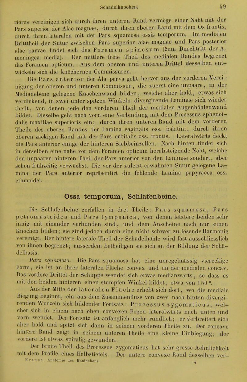 riores vereinigen sich durch ihren unleren Rand vermöge einer Naht mit der Pars superior der Alae magnae, durch ihren oberen Rand mit dem Os fronlis, durch ihren lateralen mit der Pars squamosa ossis temporum. Im medialen Dritttheil der Sulur zwischen Pars superior alae magnae und Pars posterior alae parvae findet sich das Foramen spinosum (zum Durchtritt der A. meningea media). Der mittlere freie Theil des medialen Randes begrenzt das Foramen opticum. Aus dem oberen und unteren Drittel desselben ent- wickeln sich die knöchernen Commissuren. Die Pars anterior der Ala parva geht hervor aus der vorderen Verei- nismna der oberen und unteren Commissur, die zuerst eine unpaare, in der Medianebene gelegene Knochenwand bilden, welche aber bald, etwas sich verdickend, in zwei unter spitzen Winkeln divergirende Laminae sich wieder theilt, von denen jede den vorderen Theil der medialen Augenhöhlenwand bildet. Dieselbe geht nach vorn eine Verbindung mit dem Processus sphenoi- dalis maxillae superioris ein; durch ihren unteren Rand mit dem vorderen Theile des oberen Randes der Lamina sagittalis oss. palatini, durch ihren oberen zackigen Rand mit der Pars orbilalis oss. frontis. Lateralwärts deckt die Pars anterior einige der hinteren Siebbeinzellen. Nach hinten findet sich in derselben eine nahe vor dem Foramen opticum herabsteigende Naht, welche den unpaaren hinteren Theil der Pars anterior von den Laminae sondert, aber schon frühzeitig verwächst. Die vor der zuletzt erwähnten Sutur gelegene La- mina der Pars anterior repräsentirt die fehlende Lamina papyracea oss. ethmoidei. Ossa temporum, Schläfenbeine. Die Schläfenbeine zerfallen in drei Theile: Pars squamosa, Pars petromastoidea und Pars tympanica, von denen letztere beiden sehr innig mit einander verbunden sind, und dem Anscheine nach nur einen Knochen bilden; sie sind jedoch durch eine nicht schwer zu lösende Harmonie vereinigt. Der hintere laterale Theil der Schädelhöhle wird fast ausschliesslich von ihnen begrenzt; ausserdem betheiligen sie sich an der Rildung der Schä- delbasis. Pars squamosa. Die Pars squamosa hat eine unregelmässig viereckige Form, sie ist an ihrer lateralen Fläche convex und an der medialen concav. Das vordere Drittel der Schuppe wendet sich etwas medianwärls, so dass es mit den beiden hinteren einen stumpfen Winkel bildet, etwa von 1 50 °. Aus der Mitte derlateralenFläche erhebt sich dort, wo die mediale Riegung beginnt, ein aus dem Zusammenfluss von zwei nach hinten divergi- renden Wurzeln sich bildender Fortsatz : Processus zygomaticus, wel- cher sich in einem nach oben convexen Bogen lateralwärts nach unten und vorn wendet. Der Fortsatz ist anfänglich mehr rundlich; er verbreitert sich aber bald und spitzt sich dann in seinem vorderen Theile zu. Der concave hintere Rand zeigt in seinem unleren Theile eine kleine Einbiegung; der vordere ist etwas spiralig gewunden. Der breite Theil des Processus zygomaticus hat sehr grosse Aehnlichkeit mit dem Profile eines Halbstiefels. Der untere convexe Rand desselben ver- stau 86, Anatomie des Kaninchens. l