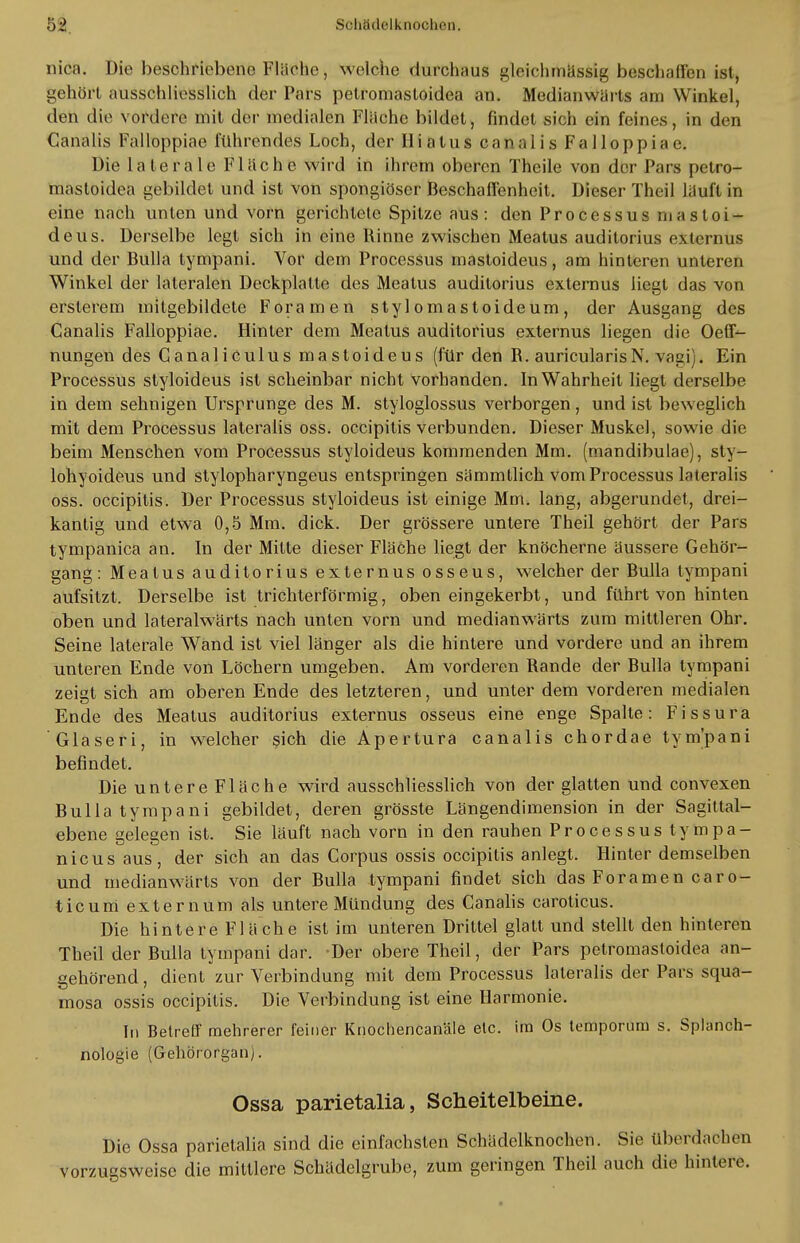 niöa. Die beschriebene Flüche, Welche durchaus gleicbihas&ig beschallen ist, gehört ausschliesslich der Pars pelromastoidea an. Medianwärts am Winkel, den die vordere mit der medialen Flüche bildet, findet sich ein feines, in den Canalis Falloppiae führendes Loch, der Hiatus canalis Falloppiae. Die laterale Fl liehe wird in ihrem oberen Theile von der Pars petro- mastoidea gebildet und ist von spongiöser Beschaffenheit, Dieser Thei] läuft in eine nach unten und vorn gerichtete Spitze aus: den Processus masloi- deus. Derselbe legt sich in eine Kinne zwischen Meatus auditorius externus und der Bulla tympani. Vor dem Processus mastoideus, am hinteren unteren Winkel der lateralen Deckplatte des Meatus auditorius externus liegt das von erslerem mitgebildete Foramen stylomastoideum, der Ausgang des Canalis Falloppiae. Hinter dem Meatus auditorius externus liegen die Oeff- nungen des Canaliculus mastoideus (für den B. auricularisN. vagi). Ein Processus styloideus ist scheinbar nicht vorhanden. In Wahrheit liegt derselbe in dem sehnigen Ursprünge des M. styloglossus verborgen, und ist beweglich mit dem Processus lateralis oss. oeeipitis verbunden. Dieser Muskel, sowie die beim Menschen vom Processus styloideus kommenden Mm. (mandibulae), sly- lohyoideus und stylopharyngeus entspringen sämmllich vom Processus lateralis oss. oeeipitis. Der Processus styloideus ist einige Mm. lang, abgerundet, drei- kantig und etwa 0,5 Mm. dick. Der grössere untere Theil gehört der Pars tympanica an. In der Mitte dieser Fläche liegt der knöcherne äussere Gehör- gang : Meatus auditorius externus osseus, welcher der Bulla tympani aufsitzt. Derselbe ist trichterförmig, oben eingekerbt, und führt von hinten oben und lateralwärts nach unten vorn und medianwärts zum mittleren Ohr. Seine laterale Wand ist viel länger als die hintere und vordere und an ihrem unteren Ende von Löchern umgeben. Am vorderen Bande der Bulla tympani zeigt sich am oberen Ende des letzteren, und unter dem vorderen medialen Ende des Meatus auditorius externus osseus eine enge Spalte: Fissura Glaseri, in welcher sich die Apertura canalis chordae tym'pani befindet. Die untere Fläche wird ausschliesslich von der glatten und convexen Bulla tympani gebildet, deren grösste Längendimension in der Sagittal- ebene gelegen ist. Sie läuft nach vorn in den rauhen Processus tympa- nicus aus, der sich an das Corpus ossis oeeipitis anlegt. Hinter demselben und medianwärts von der Bulla tympani findet sich das Foramen caro- ticuni extern um als untere Mündung des Canalis caroticus. Die hintere Fläche ist im unteren Drittel glatt und stellt den hinleren Theil der Bulla tympani dar. Der obere Theil, der Pars petromastoidea an- gehörend , dient zur Verbindung mit dem Processus lateralis der Pars squa- mosa ossis oeeipitis. Die Verbindung ist eine Harmonie. In Betreff mehrerer feiner Knochencanäle etc. im Os temporum s. Splanch- nologie (Gehörorgan). Ossa parietalia, Scheitelbeine. Die Ossa parietalia sind die einfachsten Schädelknochen. Sie überdachen vorzugsweise die mittlere Schädelgrube, zum geringen Theil auch die hintere.