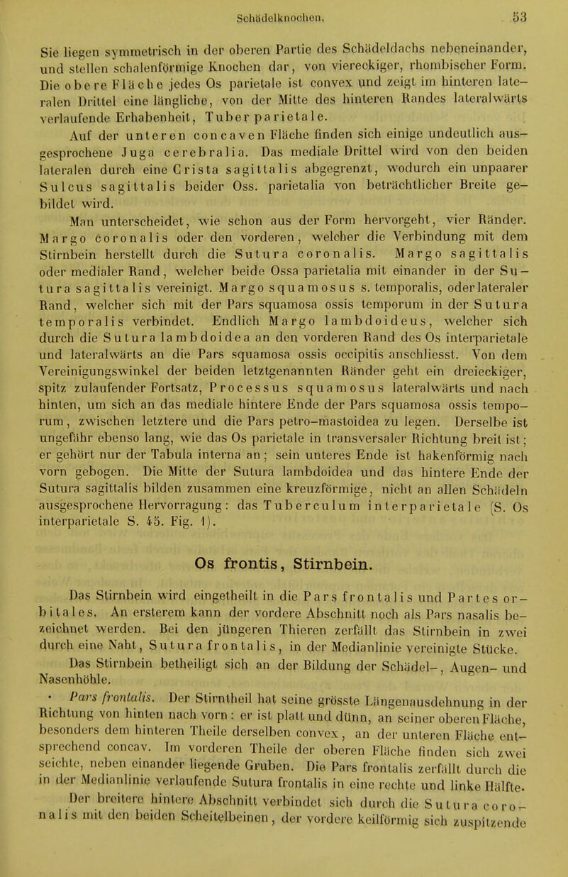 Sie liegen symmetrisch in der oberen Partie des Schädeldachs nebeneinander, und stellen schalenförmige Knochen dar, von viereckiger, rhombischer Form. Die obere Fläche jedes Os parietale ist convex und zeigt im hinteren late- ralen Drittel eine längliche, von der Mitte des hinteren Randes lateralwärts verlaufende Erhabenheit, Tuber pa rietale. Auf der unteren coneaven Fläche finden sich einige undeutlich aus- gesprochene Juga cerebralia. Das mediale Drittel wird von den beiden lateralen durch eineCrista sagittalis abgegrenzt, wodurch ein unpaarer Sulcus sagittalis beider Oss. parietalia von beträchtlicher Breite ge- bildet wird. Man unterscheidet, wie schon aus der Form hervorgeht, vier Ränder. Margo Corona Iis oder den vorderen, welcher die Verbindung mit dem Stirnbein herstellt durch die Sutura coronalis. Margo sagittalis oder medialer Rand, welcher beide Ossa parietalia mit einander in der Su- tura sagittalis vereinigt. Margo squamosus s. temporalis, oder lateraler Rand, welcher sich mit der Pars squamosa ossis temporum in der Sutura temporalis verbindet. Endlich Margo lambdoideus, welcher sich durch die Sutura lambdoidea an den vorderen Rand des Os interparietale und lateralwärts an die Pars squamosa ossis oeeipilis anschliesst. Von dem Vereinigungswinkel der beiden letztgenannten Ränder geht ein dreieckiger, spitz zulaufender Fortsatz, Processus squamosus lateralwärts und nach hinten, um sich an das mediale hintere Ende der Pars squamosa ossis tempo- rum, zwischen letztere und die Pars petro-mastoidea zu legen. Derselbe ist ungefähr ebenso lang, wie das Os parietale in transversaler Richtung breit ist ; er gehört nur der Tabula interna an ; sein unteres Ende ist hakenförmig nach vorn gebogen. Die Mitte der Sutura lambdoidea und das hintere Ende der Sutura sagittalis bilden zusammen eine kreuzförmige, nicht an allen Schädeln ausgesprochene Hervorragung: das Tuberculum interparietale (S. Os interparietale S. 45. Fig. 1). Os frontis, Stirnbein. Das Stirnbein wird eingeteilt in die Pars frontalis und Partes or- bitales. An ersterem kann der vordere Abschnitt noch als Pars nasalis be- zeichnet werden. Bei den jüngeren Thieren zerfällt das Stirnbein in zwei durch eine Naht, Sutura frontalis, in der Medianlinie vereinigte Stücke. Das Stirnbein betheiligt sich an der Bildung der Schädel-, Augen- und Nasenhöhle. • Pars frontalis. Der Stirnlheil hat seine grösste Längenausdehnung in der Richtung von hinten nach vorn : er ist platt und dünn, an seiner oberenFläche besonders dem hinteren Theile derselben convex, an der unteren Fläche ent- sprechend coneav. Im vorderen Theile der oberen Fläche findeu sich zv\ei seichte, neben einander liegende Gruben. Die Pars frontalis zerfällt durch die in der Medianlinie verlaufende Sutura frontalis in eine rechte und linke Hälfte. Der breitere hintere Abschnitt verbindet sich durch die Sutura coro- nalis mit den beiden Scheitelbeinen, der vordere keilförmig sich zuspitzende