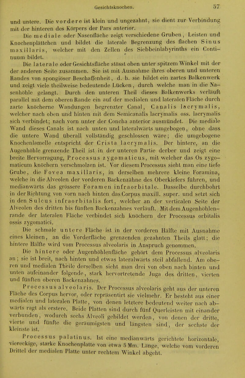 und untere. Die vordere ist klein und ungezahnt, sie dient zur Verbindung mit der hinteren des Körpers der Pars anterior. Die mediale oder Nasenfläche zeigt verschiedene Gruben, Leisten und Knochenplättchen und bildet die laterale Begrenzung des flachen Sinus m axillaris, welcher mit den Zellen des Siebbeinlabyrinths ein Conti- nuum bildet. Die laterale oder Gesichtsfläche stösst oben unter spitzem Winkel mit der der anderen Seite zusammen. Sie ist mit Ausnahme ihres oberen und unteren Randes von spongiöser Beschaffenheit, d. h. sie bildet ein zartes Balkenwerk und zeigt viele theilweise bedeutende Lücken, durch welche man in die Na- senhöhle gelangt. Durch den unleren Theil dieses Balkenwerks verläuft parallel mit dem oberen Rande ein auf der medialen und lateralen Fläche durch zarte knöcherne Wandungen begrenzter Canal, Canalis lacrymalis, welcher nach oben und hinten mit dem Semicanalis lacrymalis oss. lacrymalis sich verbindet; nach vorn unter der Concha anterior ausmündet. Die mediale Wand dieses Canals ist nach unten und lateralwärts umgebogen, ohne dass die untere Wand überall vollständig geschlossen wäre; die umgebogene Knochenlamelle entspricht der Crista lacrymalis. Der hintere, an die Augenhöhle grenzende Theil ist in der unteren Partie derber und zeigt eine breite Hervorragung, Processus zygomaticus, mit welcher das Os zygo- maticum knöchern verschmolzen ist. Vor diesem Processus sieht man eine tiefe Grube, die Fovea maxillaris, in derselben mehrere kleine Forarnina, welche in die Alveolen der vorderen Backenzähne des Oberkiefers führen, und medianwärts das grössere Foramen infraorbitale. Dasselbe durchbohrt in der Richtung von vorn nach hinten das Corpus maxill. super, und setzt sich indenSulcus infraorbitalis fort, welcher an der verticalen Seite der Alveolen des dritten bis fünften Rackenzahnes verläuft. Mit dem Augenhöhlen- rande der lateralen Fläche verbindet sich knöchern der Processus orbitalis ossis zygomatici. Die schmale untere Fläche ist in der vorderen Hälfte mit Ausnahme eines kleinen, an die Vorderfläche grenzenden gezahnten Theils glatt; die hintere Hälfte wird vom Processus alveolaris in Anspruch genommen. Die hintere oder Augenhöhlenfläche gehört dem Processus alveolaris an ; sie ist breit, nach hinten und etwas lateralwärts steil abfallend. Am obe- ren und medialen Th'eile derselben sieht man drei von oben nach hinten und unten aufeinander folgende, stark hervortretende Juga des dritten, vierten und fünften oberen Rackenzahnes. Processus alveolaris. Der Processus alveolaris geht aus der unteren Fläche des Corpus hervor, oder repräsentirt sie vielmehr. Er besteht aus einer medialen und lateralen Platte, von denen letztere bedeutend weiter nach ab- wärts ragt als erstere. Reide Platten sind durch fünf Querleisten mit einander v. ibunden, wodurch sechs Alveoli gebildet werden, von denen der dritte, vierte und fünfte die geräumigsten und längsten sind, der sechste der kleinste ist. Processus palalinus. Ist eine medianwärts gerichtete horizontale, viereckige, starke Knochenplatte von etwa 5 Mm. Länge, welche vom vordere Drittel der medialen Platte unter rechtem Winkel abgeht. cn