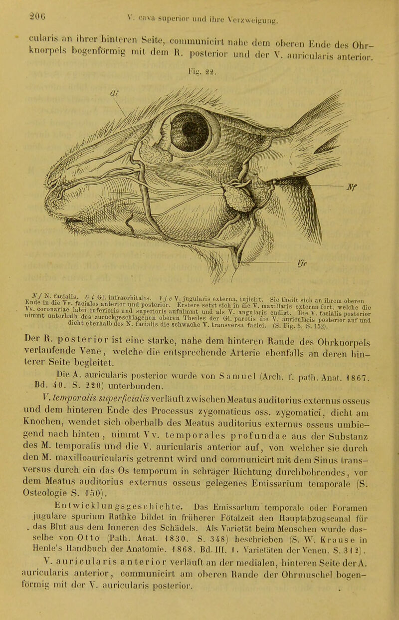 200 cularis an ihrer hinteren Seite, communicirt nahe dem oberen Ende des Ohr- knorpels bogenförmig mit .Inn It. posterior und der V. auriculäris anterior. Fit». -2,-2. Endä'ä\lvi n.J. i iffaortitalis. j c V. jugulans externa, injieirt. Sie tlieilt sich an ihrem oberen Vv MMMrilf W f- f a?te.nor»n'l posterior. Erstens setzt sich in die V. maxillaris externa fort, welche die TMmmt n \ lnfe™s ud, superioris aufnimmt und als V. angularis endigt. Die Y. facialis posterior nimmt unterha b des zurückgeschlagenen oberen Theiles der Gl. parotis die V. auriculäris posteriorenund dicht oberhalb des N. facialis die schwache Y. transversa faciei. (S. Fig. 5. S. 152). Der R. posterior ist eine starke, nahe dem hinteren Rande des Ohrknorpels verlaufende Vene, welche die entsprechende Arterie ebenfalls an deren hin- terer Seite begleitet. DieA. auriculäris posterior wurde von Samuel (Arch. f. path Anat 1867 Bd. 4 0. S. 2 2 0) unterbunden. V. temporalis superficialis verläuft zwischen Mealus auditorius externus osseus und dem hinteren Ende des Processus zygomaticus oss. zygomatici, dicht am Knochen, wendet sich oberhalb des Meatus auditorius externus osseus umbie- gend nach hinten , nimmt Vv. temporales profundae aus der Substanz des M. temporalis und die V. auriculäris anterior auf, von welcher sie durch den M. maxilloauricularis getrennt wird und communicirt mit dem Sinus trans- versa durch ein das Os temporum in schräger Richtung durchbohrendes, vor dem Meatus auditorius externus osseus gelegenes Emissarium temporale (S. Osteologie S. 150). Entwicklungsgeschichte. Das Emissarium temporale oder Foramen juguläre spurium Rathke bildet in früherer Fötalzeit den Hauptabzugscanal für . das Blut aus dem Inneren des Schädels. Als Varietät beim Menschen wurde das- selbe von Otto (Path. Anat. 1830. S. 348) beschrieben (S. W. Krause in Ilcnlc's Handbuch der Anatomie. 1 868. Bd. III. t. Varietäten der Venen. S. 3 I 2 . V. auriculäris anterior verläuft an der medialen, hinteren Seite derA. auriculäris anterior, communicirt am oberen Rande der Ohrmuschel bogen- förmig mit der V. auriculäris posterior.
