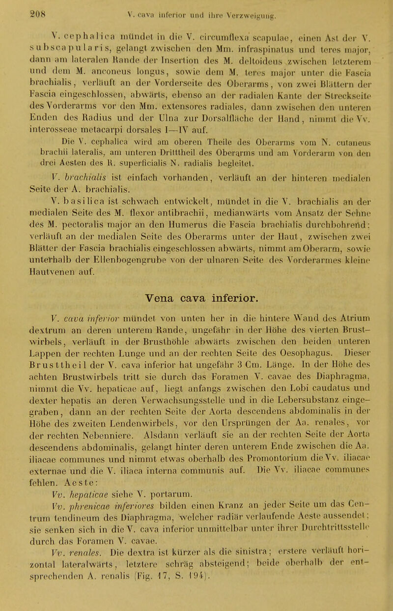 V. oephatlica mündet in die V. circumflexa scapulae, einen Ast der V. subscapulans, gelangl /wischen den Mm. infraspinatus und teres major, dann am lateralen Rande der Insertion des M. deltoideus zwischen letzterem und dem M. aneonens longus, sowie dem M. teres major unter die Fascia braoMaüs, verläuft an der Vorderseite des Oberarms, von zwei Blättern der Fascia eingeschlossen, abwärts, ebenso an der radialen Kante der Streckseile des Vorderarms vor den Mm. extensores radiales, dann zwischen den unteren Enden des Radius und der Ulna zur Dorsalfläche der Hand, nimmt die Yv. interosseae metacarpi dorsales I—IV auf. Die V. cephalica wird am oberen Thcile des Oberarms vom N. cutaneus brachii lateralis, am unteren Drilttheil des Oberarms und am Vorderarm von den drei Äesten des R, superficialis N. radialis begleitet. V. brachialis ist einfach vorhanden, verläuft an der hinteren medialen Seite der A. brachialis. V. basilica ist schwach entwickelt, mündet in die V. brachialis an der medialen Seite des M. flexor anlibrachii, medianwärts vom Ansatz der Schne- des M. pectoralis major an den Humerus die Fascia brachialis durchbohrend: verläuft an der medialen Seite des Oberarms unter der Haut , zwischen zwei Blätter der Fascia brachialis eingeschlossen abwärts, nimmt am Oberarm, sowie unterhalb der Ellenbogengrube von der ulnaren Seite des Vorderarmes kleine Hautvenen auf. Vena cava inferior. V. cava inferior mündet von unten her in die hintere Wand des Atrium dextrum an deren unterem Rande, ungefähr in der Höhe des vierten Brust- wirbels, verläuft in der Brusthöhle abwärts zwischen den beiden unteren Lappen der rechten Lunge und an der rechten Seite des Oesophagus. Dieser Brusttheil der V. cava inferior hat ungefähr 3 Cm. Länge. In der Höhe des achten Brustwirbels tritt sie durch das Foramen V. cavae des Diaphragma, nimmt die Vv. hepaticae auf, liegt anfangs zwischen den Lobi caudatus und dexter hepalis an deren Verwachsungsstelle und in die Lebersubstanz einge- graben , dann an der rechten Seite der Aorta descendens abdominalis in der Höhe des zweiten Lendenwirbels, vor den Ursprüngen der Aa. renales, vor der rechten Nebenniere. Alsdann verläuft sie an der rechten Seite der Aorta descendens abdominalis, gelangt hinter deren unterem Ende zwischen die Aa. iliacae communes und nimmt etwas oberhalb des Promontorium dieVv. iliacae externae und die V. iliaca interna communis auf. Die Vv. iliacae communes fehlen. Aeste: Vv. hepaticae siehe V. portarum. Vv. phrenicae inferiores bilden einen Kranz an jeder Seite um das Cen- trum tendineum des Diaphragma, welcher radiär verlaufende Aeste aussendei; sie senken sich in die V. cava inferior unmittelbar unter ihrer Durchtrittsstellc durch das Foramen V. cavae. Vv. renales. Die dextra ist kürzer als die sinistra ; erstere verläuft hori- zontal laleralwärts, letztere schräg absteigend; beide oberhalb der ent- sprechenden A. renalis (Fig. 17, S. 194).