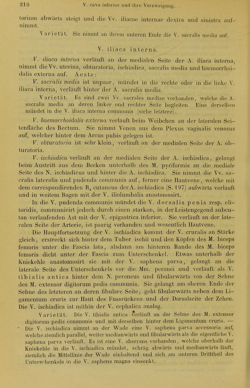 lorium abwärts steigl und die Vv. iliacae internae dextra und sinistra auf- nimmt. Varietät. Sie nimmt an ihrem unleren linde die V. sacralis media auf. V. iliaca interna. V. iliaca interna verläuft an der medialen Seile der A. iliaca interna, nimmt dieVv. uterina, obturatofiä, ischiadiea, sacralis media und hämorrhoi- dalis externa auf. Aeste: V. sacralis media ist unpaar, mündet in die rechte oder in die linke V. iliaca interna, verläuft hinter der A. sacralis media. Varietät. Es sind zwei Vv. sacrales mediae vorhanden, welche die A. sacralis media an deren linker und rechter Seite begleiten. Eine derselben mündet in die V. iliaca interna communis (siehe letztere). V. haemorrhoidalis externa verläuft beim Weibchen an der lateralen Sei- tenfläche des Rectum. Sie nimmt Venen aus dem Plexus vaginalis venosus auf, welcher hinter dem Arcus pubis gelegen ist. V. obturatoria ist sehr klein, verläuft an der medialen Seite der A. ob- turatoria. V. ischiadiea verläuft an der medialen Seite der A. ischiadiea, gelangt beim Austritt aus dem Becken unterhalb des M. pyriformis an die mediale Seite des N. ischiadicus und hinter die A. ischiadiea. Sie nimmt die Vv. sa- cralis lateralis und pudenda communis auf, ferner eine Hautvene, welche mit dem correspondirenden B4 cutaneus derA. ischiadiea (S. 197) aufwärts verläuft und in weitem Bogen mit der V. iliolumbalis anastomosirt. In die V. pudenda communis mündet die V. dorsalis penis resp. cli- toridis, communicirt jedoch durch einen starken, in der Leistengegend subcu- tan verlaufenden Ast mit der V. epigastrica inferior. Sie verläuft an der late- ralen Seite der Arterie, ist paarig vorhanden und wesentlich Hautvene. Die Hauptfortsetzung der V. ischiadiea kommt der V. cruralis an Stärke gleich, erstreckt sich hinter dem Tuber ischii und den Köpfen des M. bieeps femoris unter die Fascia lata, alsdann am hinteren Rande des M. bieeps femoris dicht unter der Fascia zum Unterschenkel. Etwas unterhalb der Kniekehle anastomosirt sie mit der V. saphena parva, gelangt an die laterale Seite des Unterschenkels vor die Mm. peronei und verläuft als V. tibiaIis antica hinler dem N. peroneus und fibularwärts von der Sehne des M. extensor digitorum pedis communis. Sie gelangt am oberen Ende der Sehne des letzteren an deren fibulare Seite, gehl fibularwärts neben dem Li- gamentum cruris zur Haut des Fussrückens und der Dorsalseite der Zehen. Die V. ischiadiea ist mithin der V. cephalica analog. Varietät. Die V. tibialis antica verläuft an der Sehne des M. extensor digitorum pedis communis und mit derselben hinter dem Ligamentum cruris. — • Die V. ischiadiea nimmt an der Wade eine V. saphena parva accessoria auf, welche ziemlich parallel, weiter medianwärts und fibularwärts als die eigentliche V. saphena parva verläuft. Es ist eine V. aberrans vorhanden, welche oberhalb der Kniekehle in die V. ischiadiea mündet, schräg abwärts und medianwärts läuft, ziemlich die Mittellinie der Wade einhaltend und sich am unteren Driltlhcil des Unterschenkels '»» die V. saphena magna einsenkt.