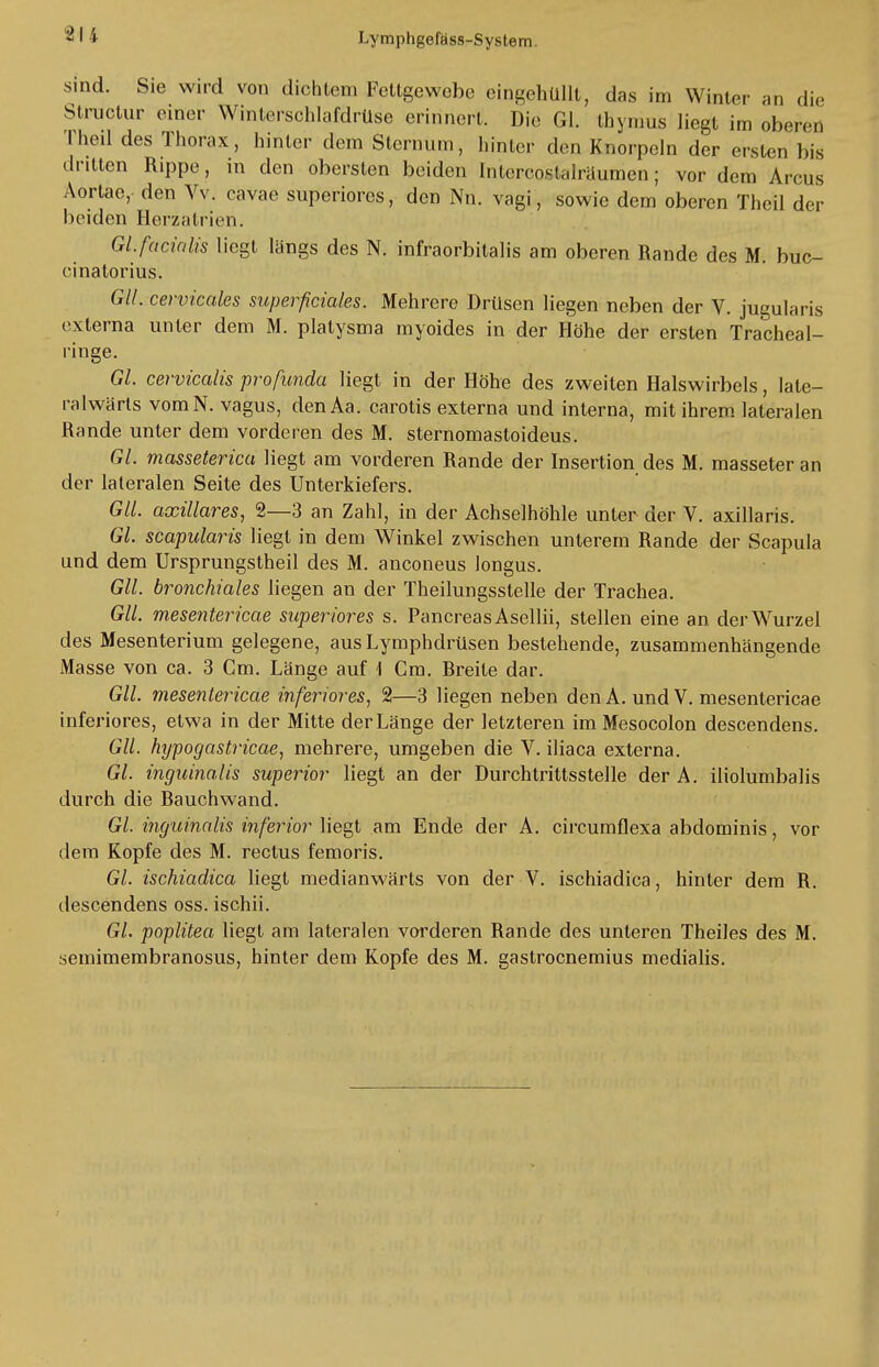 2 I i sind. Sie wird von dichtem Fettgewebe eingehüllt, das im Winter an die Struetur einer Wintersohlafdrüse erinnert. Die Gl. thymu.s liegt im oberen Theil des Thorax, hinter dem Sternum, hinter den Knorpeln der ersten bis dritten Rippe, in den obersten beiden Intcrcoslalräumen; vor dem Arcus Aortae, den Vv. cavae superiores, den Nu. vagi, sowie dem oberen Theil der beiden Herzatrien. Gl. facialis liegt längs des N. infraorbitalis am oberen Rande des M. buc- cinatorius. Gll. cervicales superficiales. Mehrere Drüsen liegen neben der V. jügularis externa unter dem M. platysma myoides in der Höhe der ersten Tracheai- ringe. Gl. cervicalis profunda liegt in der Höhe des zweiten Halswirbels, late- ral wärls vomN. vagus, den Aa. carotis externa und interna, mit ihrem lateralen Rande unter dem vorderen des M. sternomastoideus. Gl- masseterica liegt am vorderen Rande der Insertion des M. masseter an der lateralen Seite des Unterkiefers. Gll. axillares, 2—3 an Zahl, in der Achselhöhle unter der V. axillaris. Gl- scapularis liegt in dem Winkel zwischen unterem Rande der Scapula und dem Ursprungstheil des M. anconeus longus. Gll. bronchiales liegen an der Theilungsstelle der Trachea. Gll. mesentericae superiores s. Pancreas Aseliii, stellen eine an der Wurzel des Mesenterium gelegene, aus Lymphdrüsen bestehende, zusammenhängende Masse von ca. 3 Cm. Länge auf 1 Cm. Rreile dar. Gll. mesentericae inferiores, 2—3 liegen neben den A. und V. mesentericae inferiores, etwa in der Mitte der Länge der letzteren im Mesocolon descendens. Gll. hypogastricae, mehrere, umgeben die V. iliaca externa. Gl. inguinalis superior liegt an der Durchtrittsstelle derA. iliolumbalis durch die Bauchwand. Gl. inguinalis inferior liegt am Ende der A. circumflexa abdominis, vor dem Kopfe des M. rectus femoris. Gl. ischiadica liegt medianwärts von der V. ischiadica, hinter dem R. descendens oss. ischii. GL poplitea liegt am lateralen vorderen Rande des unteren Theiles des M. semimembranosus, hinter dem Kopfe des M. gastrocnemius medialis.