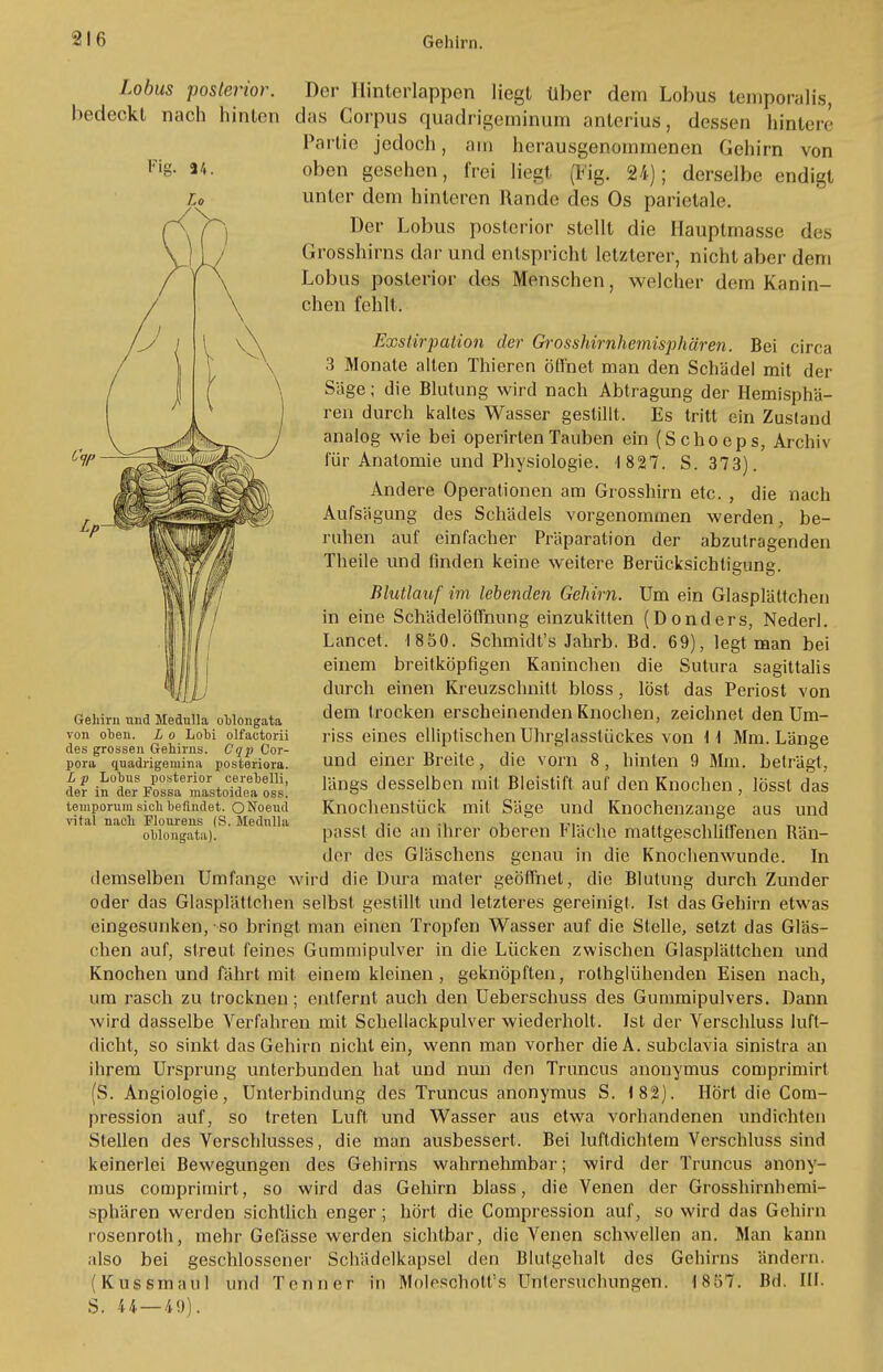 Lobus posterior. Der Hinterlappen liegt über dem Lobus temporalis, bedeckt nach hinten das Corpus quadrigeminum anterius, dessen hintere Partie jedoch, am herausgenommenen Gehirn von Fig. n. oben gesehen, frei liegt (Fig. 24); derselbe endigt U unter dem hinteren Rande des Os parietale. r\ P) Der Lobus posterior stellt die Hauptmasse des V) l J Grosshirns dar und entspricht letzterer, nicht aber dem / \\ Lobus posterior des Menschen, welcher dem Kanin- chen fehlt. Exstirpation der Grosshirnhemisphären. Bei circa 3 Monate alten Thieren Öffnet man den Schädel mit der Säge; die Blutung wird nach Abtragung der Hemisphä- ren durch kaltes Wasser gestillt. Es tritt ein Zustand analog wie bei operirlenTauben ein (Schoeps, Archiv für Anatomie und Physiologie. 1827. S. 373). Andere Operationen am Grosshirn etc. , die nach Aufsägung des Schädels vorgenommen werden, be- ruhen auf einfacher Präparation der abzutragenden Theile und finden keine weitere Berücksichtigung. Blutlauf im lebenden Gehirn. Um ein Glasplältchen in eine Schädelöffnung einzukitten (Donders, Nederl. Lancet. 1850. Schmidt's Jahrb. Bd. 69), legt man bei einem breitköpfigen Kaninchen die Sutura sagittalis durch einen Kreuzschnitt bloss, löst das Periost von dem trocken erscheinenden Knochen, zeichnet den Um- riss eines elliptischen Uhrglassliickes von 11 Mm. Länge und einer Breite, die vorn 8, hinten 9 Mm. beträgt, längs desselben mit Bleistift auf den Knochen, lösst das Knochenstück mit Säge und Knochenzange aus und passt die an ihrer oberen Fläche mattgeschliffenen Rän- der des Gläschens genau in die Knochenwunde. In demselben Umfange wird die Dura mater geöffnet, die Blutung durch Zunder oder das Glasplättchen selbst gestillt und letzteres gereinigt. Ist das Gehirn etwas eingesunken, so bringt man einen Tropfen Wasser auf die Stelle, setzt das Gläs- chen auf, streut feines Gummipulver in die Lücken zwischen Glasplättchen und Knochen und fährt mit einem kleinen, geknöpften, rothglühenden Eisen nach, um rasch zu trocknen; entfernt auch den Ueberschuss des Gummipulvers. Dann wird dasselbe Verfahren mit Schellackpulver wiederholt. Ist der Verschluss luft- dicht, so sinkt das Gehirn nicht ein, wenn man vorher die A. subclavia sinistra an ihrem Ursprung unterbunden hat und nun den Truncus anonymus comprimirt (S. Angiologie, Unterbindung des Truncus anonymus S. 182). Hört die Com- pression auf, so treten Luft und Wasser aus etwa vorhandenen undichten Stellen des Verschlusses, die man ausbessert. Bei luftdichtem Verschluss sind keinerlei Bewegungen des Gehirns wahrnehmbar; wird der Truncus anony- mus comprimirt, so wird das Gehirn blass, die Venen der Grosshirnhemi- sphären werden sichtlich enger; hört die Compression auf, so wird das Gehirn rosenroth, mehr Gelasse werden sichtbar, die Venen schwellen an. Man kann also bei geschlossener Schädelkapsel den Blutgehalt des Gehirns ändern. (Kussmaul und Tenner in MoleSüh'ött's Untersuchungen. 1857. Bd. III. S. U—49). Gehirn und Medulla oblongata von oben. L o Loci olfactorii des grossen Gehirns. Cqp Cor- pora quadrigemina posteriora. L p Lobus posterior cerebelli, der in der Fossa mastoidea oss. temporum sich befindet. O Noemi vital nach Flourens (S. Medulla oblongata).