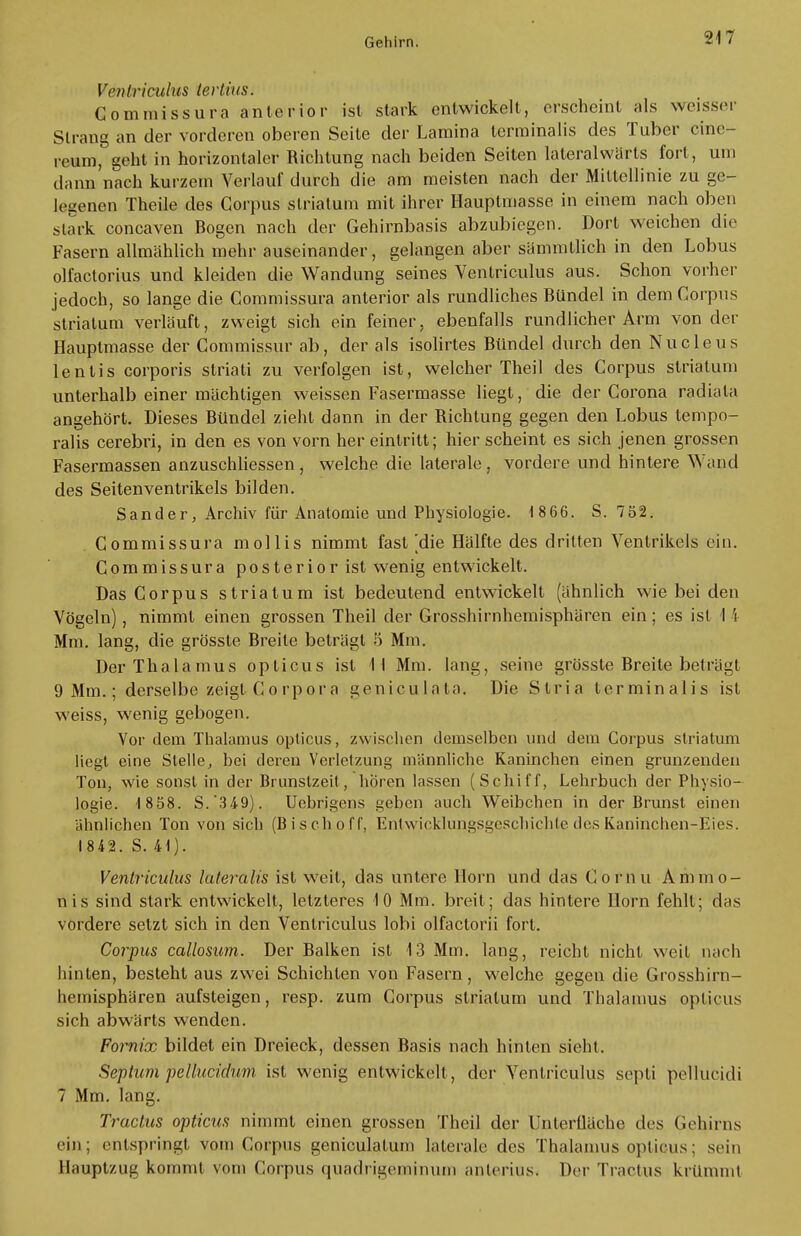 Ventriculus tertius. Gommissura anterior ist stark entwickelt, erscheint als weisser Strang an der vorderen oberen Seite der Lamina terrainalis des Tuber cine- reum, geht in horizontaler Richtung nach beiden Seiten lateralwärts fort, um dann'nach kurzem Verlauf durch die am meisten nach der Mittellinie zu ge- legenen Theile des Corpus striatum mit ihrer Hauptmasse in einem nach oben stark coneaven Bogen nach der Gehirnbasis abzubiegen. Dort weichen die Fasern allmählich mehr auseinander, gelangen aber sämmtlich in den Lobus olfactorius und kleiden die Wandung seines Ventriculus aus. Schon vorher jedoch, so lange die Gommissura anterior als rundliches Bündel in dem Corpus striatum verlauft, zweigt sich ein feiner, ebenfalls rundlicher Arm von der Hauptmasse der Commissur ab, der als isolirtes Bündel durch den Nucleus lentis corporis striati zu verfolgen ist, welcher Theil des Corpus striatum unterhalb einer mächtigen weissen Fasermasse liegt, die der Corona radiata angehört. Dieses Bündel zieht dann in der Richtung gegen den Lobus tempo- ralis cerebri, in den es von vorn her eintritt; hier scheint es sich jenen grossen Fasermassen anzuschliessen, welche die laterale, vordere und hintere Wand des Seitenventrikels bilden. Sander, Archiv für Anatomie und Physiologie. 1 866. S. 752. Gommissura mollis nimmt fast [die Hälfte des dritten Ventrikels ein. Commissura posterior ist wenig entwickelt. Das Corpus striatum ist bedeutend entwickelt (ähnlich wie bei den Vögeln), nimmt einen grossen Theil der Grosshirnhemisphären ein; es ist I 'i Mm. lang, die grösste Breite beträgt 5 Mm. Der Thalamus opticus ist 11 Mm. lang, seine grösste Breite beträgt 9 Mm.; derselbe zeigt Corpora geniculata. Die Stria terminalis ist weiss, wenig gebogen. Vor dem Thalamus opticus, zwischen demselben und dem Corpus striatum liegt eine Stelle, bei deren Verletzung männliche Kaninchen einen grunzenden Ton, wie sonst in der Brunstzeit, hören lassen (Schiff, Lehrbuch der Physio- logie. 1 858. S.*349). Uebrigens geben auch Weibchen in der Brunst einen ähnlichen Ton von sich (Bisch off, Entwicklungsgeschichte des Kaninchen-Eies. 1842. S. 41). Ventriculus lateralis ist weit, das untere Horn und das Comu Ammo- nis sind stark entwickelt, letzteres 10 Mm. breit; das hintere Horn fehlt; das vordere setzt sich in den Ventriculus lobi olfactorii fort. Corpus callosum. Der Balken ist 13 Mm. lang, reicht nicht weit nach hinten, besteht aus zwei Schichten von Fasern, welche gegen die Grosshirn- hemisphären aufsteigen, resp. zum Corpus striatum und Thalamus opticus sich abwärts wenden. Fornix bildet ein Dreieck, dessen Basis nach hinten sieht. Septum pellucichim ist wenig entwickelt, der Ventriculus septi pellucidi 7 Mm. lang. Tractus opticus nimmt einen grossen Theil der Unterfläche des Gehirns eiji; entspringt vom Corpus geniculatum laterale des Thalamus opticus; sein Hauptzug kommt vom Corpus quadrigenainum anterius, Der Tractus krümmt