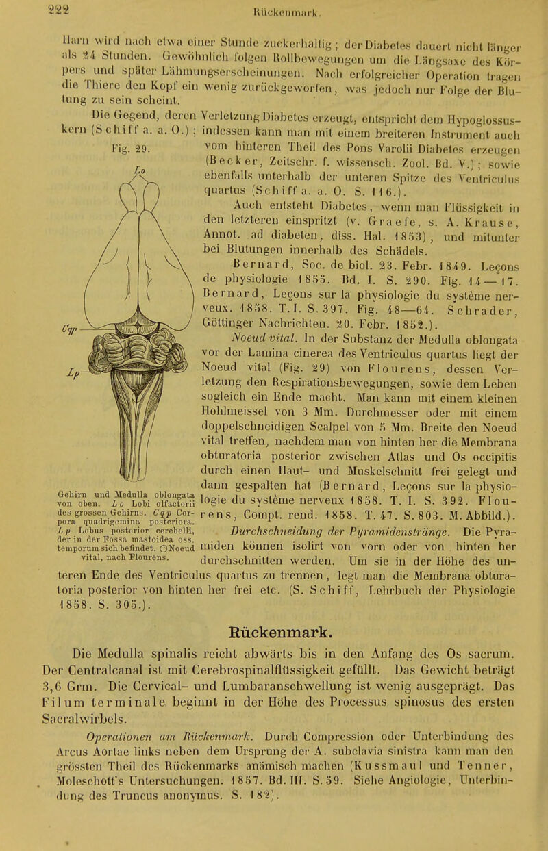 Harn wird naoh etwa einer Stunde zuckerhaltig; der Diabetes dauert nicW länger als ■>4 stunden. Gewöhnlich folgen Rollbewegungen um die Längsaxe des Kör- pers und später Lähmungserscheinungen. Nach erfolgreicher Operation tragen die Thiere den Kopf ein wenig zurückgeworfen, was jedoch nur Folge der Blu- tung zu sein sebeint. Die Gegend, deren Verletzung Diabetes erzeugt, entspricht dem Hypoglossus- kern (Schiff a. a. 0.) ; indessen kann man mit einem breileren Instrument aueli vom binteren Theii des Pons Varolii Diabetes erzeugen (Becker, Zeilschr. f. wissensch. Zool. Bd. V.); sowie ebenfalls unterhalb der unteren Spitze des Ventriculus quartus (Sc Iii ff a. a. 0. S. 116.). Auch entstellt Diabetes, wenn man Flüssigkeit in den letzteren einspritzt (v. Graefe, s. A. Krause, Annot. ad diabeten, diss. Hai. 1 853), und mitunter bei Blutungen innerhalb des Schädels. Bernard, Soc. de biol. 23. Febr. 1849. Lecons de Physiologie 18S5. Bd. I. S. 290. Fig. 14—17. Bernard, Lecons sur la Physiologie du Systeme ner- veux. 1858. T.I. S. 397. Fig. 48—64. Schräder, GÖtlinger Nachrichten. 20. Febr. 1 852.). Noeud vital. In der Substanz der Medulla oblongata vor der Lamina cinerea des Ventriculus quartus liegt der Noeud vital (Fig. 29) von Flourens, dessen Ver- letzung den Respirationsbewegungen, sowie dem Leben sogleich ein Ende macht. Man kann mit einem kleinen Hohlmeissel von 3 Mm. Durchmesser oder mit einem doppelschneidigen Scalpel von 5 Mm. Breite den Noeud vital treffen, nachdem man von hinten her die Membrana obturatoria posterior zwischen Atlas und Os oeeipitis durch einen Haut- und Muskelschnitt frei gelegt und dann gespalten hat (Bernard, Lecons sur la physio- Gehirn und Medulla oblongata i„ • j . < ioMorr.T^.r.^^ t-> ■ von oben. Lo Lobi oifactorü lo§>e du Systeme nerveux 1 858. T. I. S. 3 92. Flou- des grossen Gehirns. CgP Cor- rens, Compt. rend. 1858. T. 47. S.803. M.Abbild.). pora quadrigemma postenora. 1 ' Lp Lobus posterior cerebeiu, Durchschneidung der Pyramidenstränqe. Die Pyra- der in der Fossa mastoidea oss. ..... .. , teraporum sich befindet. QNoeud miden können isolirt von vorn oder von hinten her vital, nach Flourens. durchschnitten werden. Um sie in der Höhe des un- leren Ende des Ventriculus quartus zu trennen, legt man die Membrana obtura- toria posterior von hinten her frei etc. (S. Schiff, Lehrbuch der Physiologie 1858. S. 305.). Rückenmark. Die Medulla spinalis reicht abwärts bis in den Anfang des Os sacruni. Der Gentralcanal ist mit Cerebrospinalflüssigkeit gefüllt. Das Gewicht beträgt 3,0 Grm. Die Cervical- und Lumbaranschwellung ist wenig ausgeprägt. Das Filum terminale beginnt in der Höhe des Processus spinosus des ersten Sacral wirbcls. Operationen am Rückenmark. Durch Compression oder Unterbindung des Arcus Aortae links neben dem Ursprung der A. subclavia sinislra kann man den grössten Theil des Rückenmarks anämisch machen (Kussmaul und Tenne r. Moleschott's Untersuchungen. 1 857. Bd. III. S. 59. Siehe Angiologie, Unterbin- dung des Truncus anonymus. S. I82).