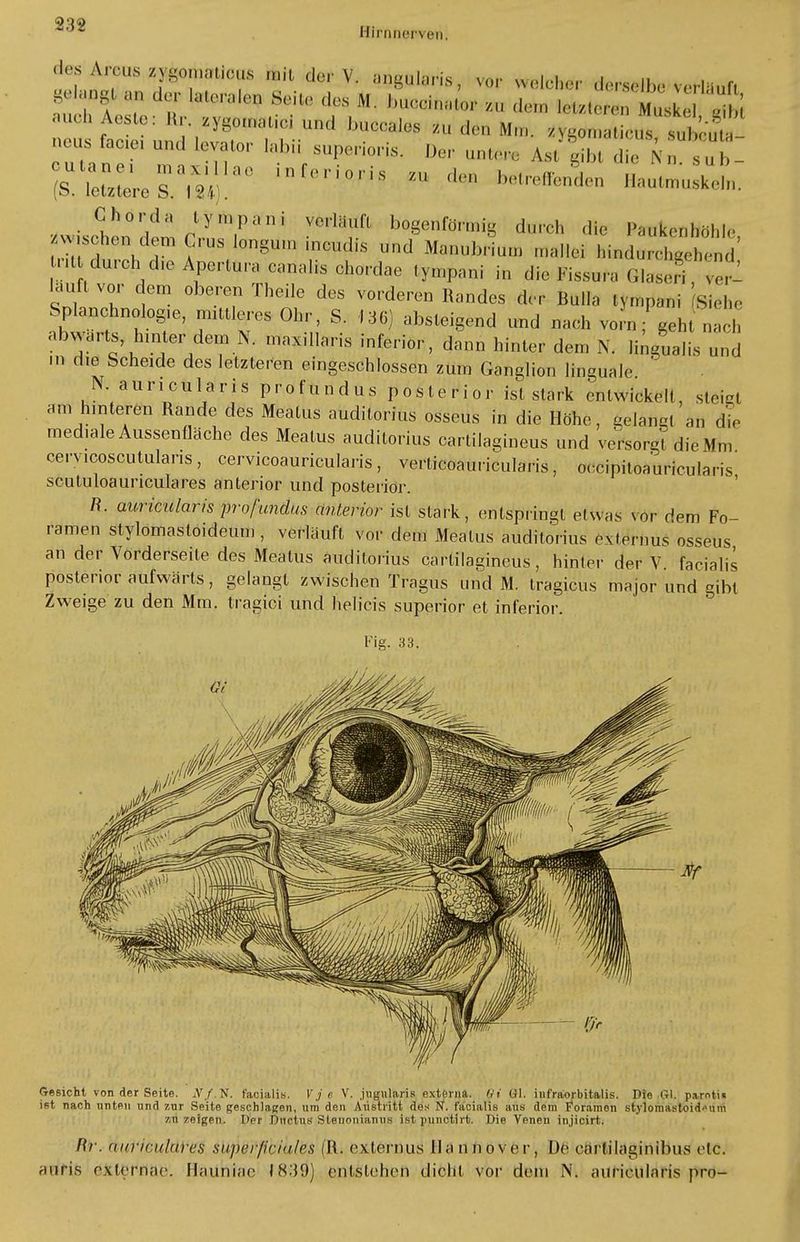 832 Hirmierven. Ij^f1?-1? ' d8r V' WlSri», vor OTloWr ,l,,s,ll,, verlauf,, Aeste: Br jnwww.Md bueclc. ,,,,!,„ M„, ZVgoT»a«euss»tuto ueusfaoie, „,„1 Lavator labü superioris. Der unter« Ast gib! die „b ÄrsSS!nrioris' — : Chorda lympani verläuft bogenförmig durch die PantaWöhle -.sehen dorn Grus longum ineudis und Manubrtun, ««Hei MftlSS ntdurch d.e Apertur« eanalis chordae tympani in die Fissura Glaseri,Zv- hu.fl vor dem oberen Theile des vorderen Randes de r Bulla tympan, siehe Splanchnolog.e, mittleres Ohr, S. ,36) absteigend und nach vorgeht nach abwärts, hinter dem N. maxillaris inferior, dann hinter dem X. lingual!« und m die Scheide des letzteren eingeschlossen zum Ganglion linguale N auricularis profundus posterior ist stark entwickelt, sieigt am hinteren Rande des Meatus auditorius osseus in die Höhe, gelangt an die mediale Aussenfläche des Meatus auditorius cartilagineus und versorgt die Mm cervicoscutulans, cervicoauricularis, verticoauricularis, occipitoauricularis scutuloauriculares anterior und posterior. R. auricularis profundus anterior ist stark, entspringt etwas vor dem Fo- ramen stylomastoideuin , verlauft vor dem Meatus auditorius externus osseus an der Vorderseile des Meatus auditorius cartilagineus, hinter der V facialis posterior aufwärts, gelangt zwischen Tragus und M. tragicus major und gibt Zweige zu den Mm. tragici und helicis superior et inferior. Fig. 33. Gesicht von der Seite. Nf. N. facialis. Vje V. jugularix externa, t/t öl. iufraorbitalis. Pie Gl, parotis ist nach unten und zur Seite geschlagen, um den Austritt dos N. facialis aus dem Foramon stylomastoideuin zu zeigen. Oer Ructus Stenonianus istpunetirt. Pie Venen injicirt. Iii. fiitricularas supei/irialos (R. externus Ha nnover, De carlilaginibus etc. auris externae. Hauniac 1839) entstehen dicht vor dem N. auricularis pro-