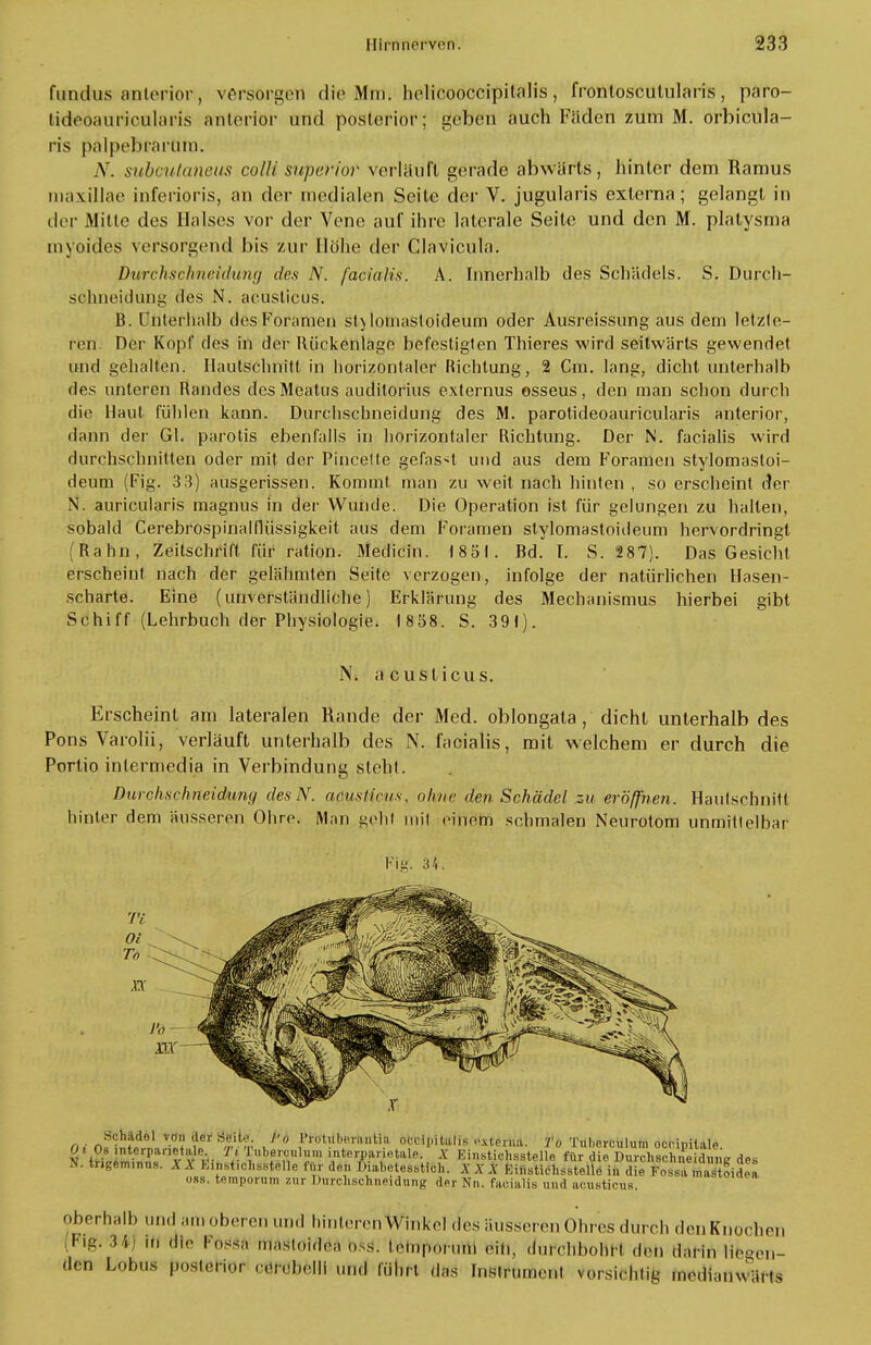 fundus anterior, versorgen die Mm. helicooccipilalis , frontosculularis, paro- lideoauricularis anterior und posterior; geben auch Fäden zum M. orbicula- ris palpebrarmn. AT. suboutaneus colli superior verläuft gerade abwärts, hinler dem Ramus rnaxillae inferioris, an der medialen Seite der V. jugularis externa; gelangt in der Milte des Halses vor der Vene auf ihre laterale Seite und den M. platysma myoides versorgend bis zur Höhe der Clavicula. Durchschneidung des N. facialis. A. Innerhalb des Schädels. S. Durch- schneidung des N. acuslicus. B. Unterhalb des Foramen st) lomasloideum oder Ausreissung aus dem letzte- ren. Der Kopf des in der Rückenlage befestigten Thieres wird seitwärts gewendet und gehalten. Ilautschnitt in horizontaler Richtung, 2 Cm. lang, dicht unterhalb des unteren Randes desMeatus auditorius externus osseus, den man schon durch die Haut fühlen kann. Durchschneidung des M. parofideoauricularis anterior, dann der Gl. parotis ebenfalls in horizontaler Richtung. Der N. facialis wird durchschnitten oder mit der Pincette gefas^t und aus dem Foramen stylomastoi- deum (Fig. 33) ausgerissen. Kommt man zu weit nach hinten , so erscheint der N. auricularis magnus in der Wunde. Die Operation ist für gelungen zu hallen, sobald Cerebrospinalfliissigkeit aus dem Foramen stylomastoideum hervordringt (Rahn, Zeitschrift für ration. Medicin. 18 51. Bd. I. S. 287). Das Gesicht erscheint nach der gelähmten Seite verzogen, infolge der natürlichen Hasen- scharte. Eine (unverständliche) Erklärung des Mechanismus hierbei gibt Schiff (Lehrbuch der Physiologie. 1858. S. 39t). Ni acuslicus. Erscheint am lateralen Rande der Med. oblongata, dicht unterhalb des Pons Varolii, verläuft unterhalb des N. facialis, mit welchem er durch die Portio intermedia in Verbindung steht. Durchschneidung des N. actisttcus, ohne den Schädel zu eröffnen. Haulschnitl hinter dem äusseren Ohre. Man gehl mit einem sehmalen Neurotom unmittelbar Fi«, .'i'.. Schädel von der Seite. I'o l'rotuberantia ooripitalis .'.uerna. Tu Tuberculum occipilale \'triU^lnlnv v'r- 'Ü'f Ä 'terparifltale. X Einstichsstelle für die Durchschneidung des ff. tngemunn,. Ä A E.nst.chs.stelle lür den I>,abetesstich. XXX Einstichsstelle in die Fossa ma toidea oss. temporum zur Durchschneidung der Nn. facialis und acusticus. oberhalb und am oberen und hinleren Winkel des äusseren Ohres durch den Knochen (Flg. 3*) in die fnssa n.a.sKndea o>s. lemporuni ein, durchbohrt den darin liegen- den Lobus posterior cerebelli ,nK| führt das Instrument u.rsirhliq medianwärts
