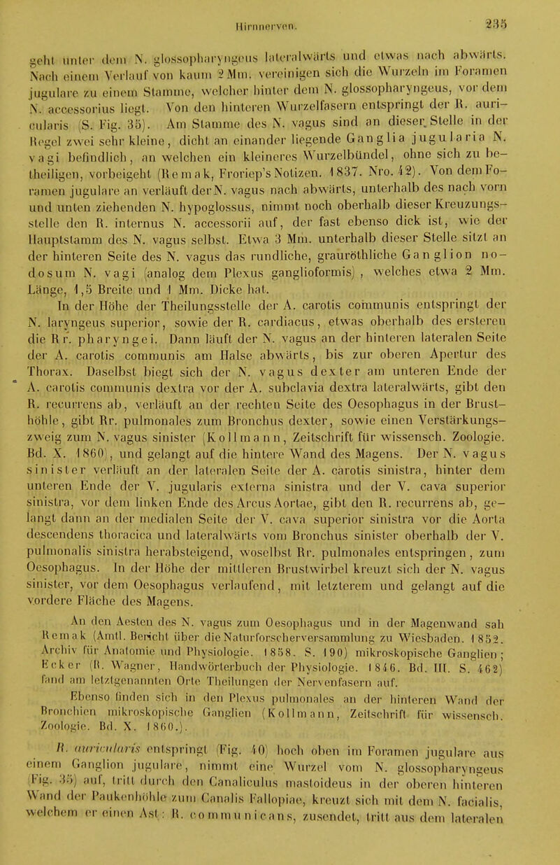 FJirnnen(,n. geht unter dein N. -lossopharj ngeus lateralwiirls und etwas mich abwärts. Naoh gutem Verlauf von kaum 2Mm$ vereinigen sich die Wnr/.eln im Foramen jugulare m einem Stamme, welcher hinter dem N. glossopharyngeus, vordem \. accessorius liegt. Von den hinteren Wurzel fasern entspringt der R. auri- öujaris S. Fig. 35). Am Stamme des N. vagus sind an dieser Stelle in der Regel zwei -sehr kleine, dicht an einander liegende Gang Ii a jugularia N. vagi helindlich, an welchen ein kleineres Wurzelbündel, ohne sich zu be- theiligen, vorbeigeht (Re m ak, Froriep's Notizen. 1837. Nro. 42). Von dem Fo- ramen jugulare an verläuft derN. vagus nach abwärts, unterhalb des nach vorn und unten ziehenden N. hypoglossus, nimmt noch oberhalb dieser Kreuzungs- slelle den R. internus N. accessorii auf, der fast ebenso dick ist, wie der Hauptslamm des N. vagus selbst. Etwa 3 Mm. unterhalb dieser Stelle sitzt an der hinteren Seite des N. vagus das rundliche, grauröthliche Gan glion no- dos um N. vagi (analog dem Plexus ganglioformis) , welches etwa 2 Mm. Lange, 1,5 Rreite und I Mm. Dicke hat. In der Flöhe der Theilungsstelle der A. carotis communis entspringt der N. laryngeus superior, sowie der R. cardiacus, etwas oberhalb des ersleren die Rr. pharyngei. Dann läuft der N. vagus an der hinleren lateralen Seite der A. carotis communis am Halse abwärts, bis zur oberen Apertur des Thorax. Daselbst biegt sich der N. vagus dexter am unteren Ende der A. carotis communis dextra vor der A. subclavia dextra lateralwärts, gibt den R. recurrens ab, verläuft an der rechten Seite des Oesophagus in der Brust- höhle, gibt Rr. pulmonales zum Bronchus dexter, sowie einen Verstärkungs- zweig zum N. vagus sinister (Kollmann, Zeitschrift für wissensch. Zoologie. Bd. X. I 860), und gelangt auf die hinlere Wand des Magens. Der N. vagus sinisler verläuft an der lateralen Seite der A. carotis sinistra, hinter dem unteren Ende der V. jugularis exlerna sinistra und der V. cava superior sinistra, vor dem linken Ende des Arcus Aorlae, gibt den R. recurrens ab, ge- langt dann an der medialen Seite der V. cava superior sinistra vor die Aorta descendens thoracica und lateralwärts vom Bronchus sinister oberhalb der V. pulmonalis sinistra herabsteigend, woselbst Rr. pulmonales entspringen, zum Oesophagus. In der Höhe der mittleren Brustwirbel kreuzt sich der N. vagus sinister, vordem Oesophagus verlaufend, mit letzterem und gelangt auf die vordere Fläche des Magens. An den Aesteu des N. vagus zum Oesophagus und in der Magenwand sah Rcmak (Arntl. Bericht über dieNaturforscherversammlung zu Wiesbaden. 1 852. Archiv für Anatomie und Physiologie. 1858. S. 190) mikroskopische Ganglien ; Ecker (H. Wagner, Handwörterbuch der Physiologie. 1816. Bd. III. S. 462)' fand am letztgenannten Orte Theilungen der Nervenfasern auf. Ebenso linden sich in den Plexus pulmonales an der hinteren Wand der Bronchien mikroskopische Ganglien (Kollmann, Zeilschrift für wissensch Zoologie. Bd. X. 1860.). /{. atvrimiwris entspringt Fig. 40) hoch oben im Foramen jugulare aus einem Ganglion jugulare, nimmt eine Wurzel vom N. glossopharyngeus l ig. 3öi) auf, Irin durch den Canaliculus masloideus in der oberen hinteren Wand der Paukenhöhle zum Canalis Fallopiae, kreuzl sich mit dem N, facialis, welchem er einen Ast: \\. communicans, zusendet, tritt aus dem lateralen