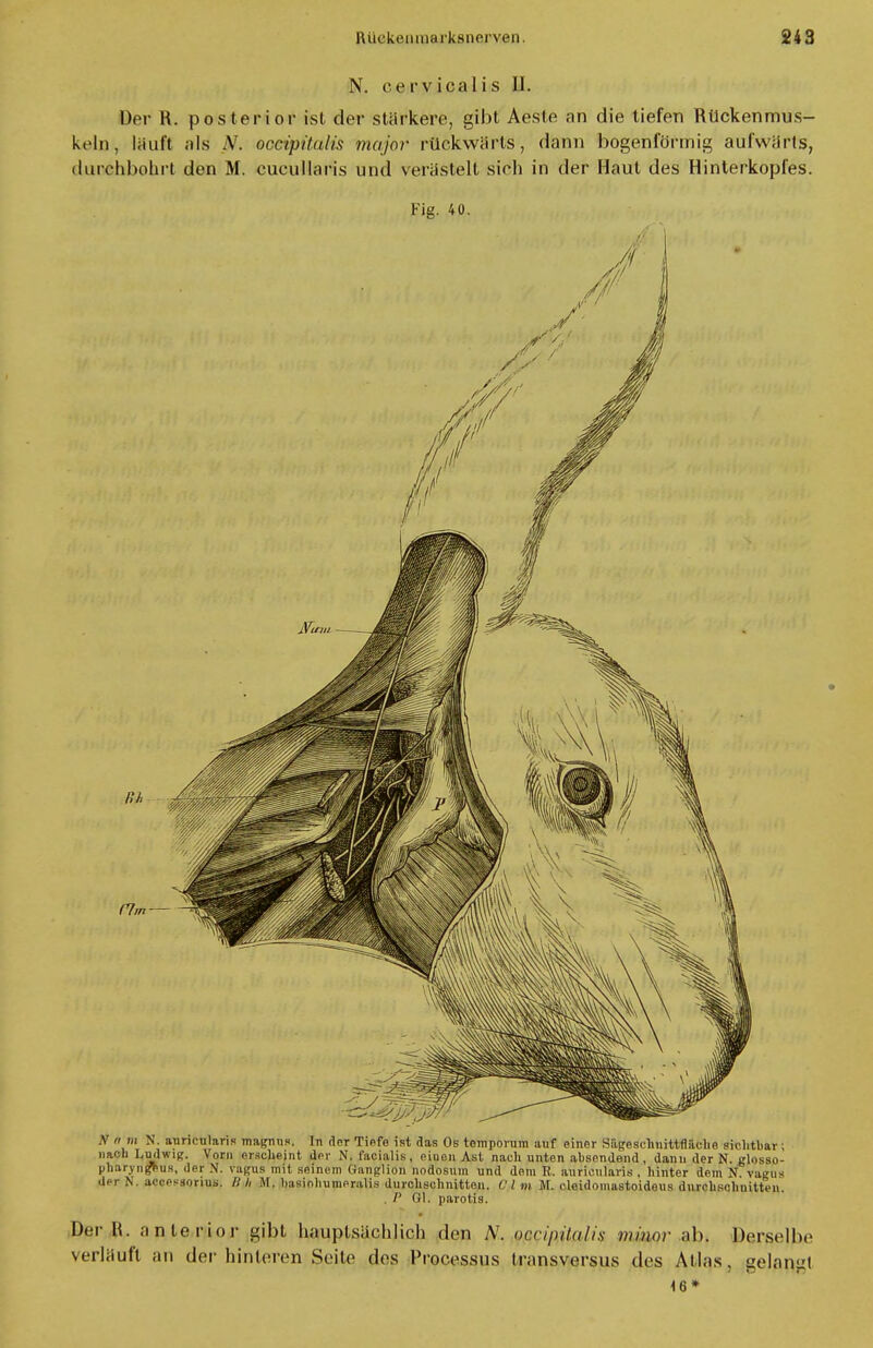 N. eervicalis II. Der R. posterior ist der stärkere, gibt Aeste an die tiefen Rückenmus- kcln, lauft als N. occipitalis major rückwärts, dann bogenförmig aufwärts, durchbohrt den M. cucullaris und verästelt sich in der Haut des Hinterkopfes. Fig. 40. N a m N. auncnlaris maguns. In der Tiefe ist das Os temporum auf einer Sägcschnittfliicho sichtbar; nach Ludwig. Vorn eüsc-jjejnt der N. facialis, einen Ast nach unten absendend, dann der N. glosso- pharyn^eus, der N. vagus mit seinem Ganglion nodosum und dem B. auricularis , hinter dem N vagux der N a.Y..^orius. Ii h M. basinhumeralis durchschnitten. Olm M. cleidomastoideus durchschnitte«. P Gl. parotis. Der R. anterior gibt hauptsächlich den AT. nccipila/is minor ab* Derselbe verläuft an der hinteren Seite des Processus tr;msversus des Atlas, gelangt 16*