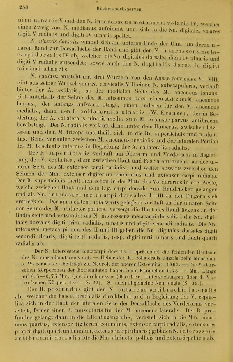 ni.ni u Ina ris V und den N. inlc, ,,,,,us metacarpi volar is IV welch,-, WanZwng vom N medianus aufnimmt „„,] sich in die Nil. digitales v^res dig,ti\ radialis und digiti IV ulnaris spaltet. Y. u/nuns dor.su/is N\i,ulcL sich an, unteren Endo der Ulna um deren ul- naren Hand zur Dorsalüache der Hand und gibt den N. inleross,-„s meta- carpi dorsalis IV ab, welcher dieNn.digitales dorsales digili IV ulnaris und digili V radialis entsendet; sowie auch den N. d i g i t a I i s d o r s a I i s digiti m i n i mi ulnaris. b AT. radialis entsteht mit drei Wurzeln von den Ansäe cervicales V—VIII gibt aus seiner Wurzel vom N. cervicalis VIII einen N. subscapularis verlauft hinter der A. axillaris, an ,1er medialen Seite des M. anconeus longus gibt unterhalb der Sehne des M. latissimus dorsi einen Ast zum M. anconeus longus, der anfangs aufwärts steigt, einen anderen für den M. anconeus mediahs , dann den R. c o 11 a l e r a 1 i s ulnaris (W. K ra u se), der in Be- gleitung der A. collaleralis ulnaris media zum M. exlensor parvus antibrachii herabsteigt. Der N. radialis verlauft dann hinter dem Humerus, zwischen letz- terem und dem M. trieeps und theilt sich in die Rr. superficialis und profun- dus. Beide verlaufen zwischen M. anconeus medialis und der lateralen Portion des M. brachialis internus in Begleitung der A. collaleralis radialis. Der R. superficialis verläuft am Oberarm und Vorderarm in Beglei- tung der V. eephalica, dann zwischen Haut und Fascia antibrachii an der ul- naren Seite des M. exlensor carpi radialis, und weiter abwiiits zwischen den Sehnen der Mm. exlensor digitorum communis und extensor carpi radialis. Der R. superficialis theilt sich schon in der Mitte des Vorderarms in drei Aeste, welche zwischen Haut und dem Lig. carpi dorsale zum Handrücken gelangen und als Nn. interossei inetacarpi dorsales 1—III zu den Fingern sich erstrecken. Der am meisten radialwärls gelegene verläuft an der ulnaren Seite der Sehne des M. abduetor pollicis, versorgt die Haut des Handrückens an der Radialseile und entsendet als N. inlerosseus metacarpi dorsalis 1 die Nn. digi- tales dorsales digili primi radialis, ulnaris und digiti secundi radialis. Die Nn. interossei metacarpi dorsales II und III geben die Nn. digitales dorsales digiti secundi ulnaris, digiti terth* radialis, resp. digiti terlii ulnaris und digiti quarti radialis ab. Der N. interosseus metacarpi dorsalis I repräsenlirl die fehlenden Hautäste des N. nmsculocutaneus mit. — Ueher den R. eollateralis ulnaris beim Menschen s. VV.Krause, Beiträge zurNeurol. der oberen Extremität. 1865. —Die Valer- schen Körperchen der Extremitäten haben beim Kaninchen 0,75—1 Mm. Langl- auf 0,5— 0,75 Mm. Querdurchmesser (Räuber, Untersuchungen über d. Va- ter'sehen Körper. 1 867. S. 22). S. auch allgemeine Neurologie (S. Der R. profundus gibt den N. cutaneus antibrachii lateralis ab, welcher die Fascia brachialis durchbohrt und in Begleitung der V. eepha- lica sich in der Haut der lateralen Seile der Dorsalfläche des Vorderarms ver- ästelt, ferner einen B. museularis für den M. anconeus lateralis. Der B. pro- fundus gelangt dann in die Ellcnbogengrube, verästelt sich in die Mm. anco- neus quarlus, exlensor digilorum communis, exlensor carpi radialis, extensores proprii digiti quarli und minimi, exlensor carpi ulnaris ; gibt den N. i n lerosse u s antibrachii dorsalis für die Mm. abduetor pollicis und ex tensorpol licis ab.