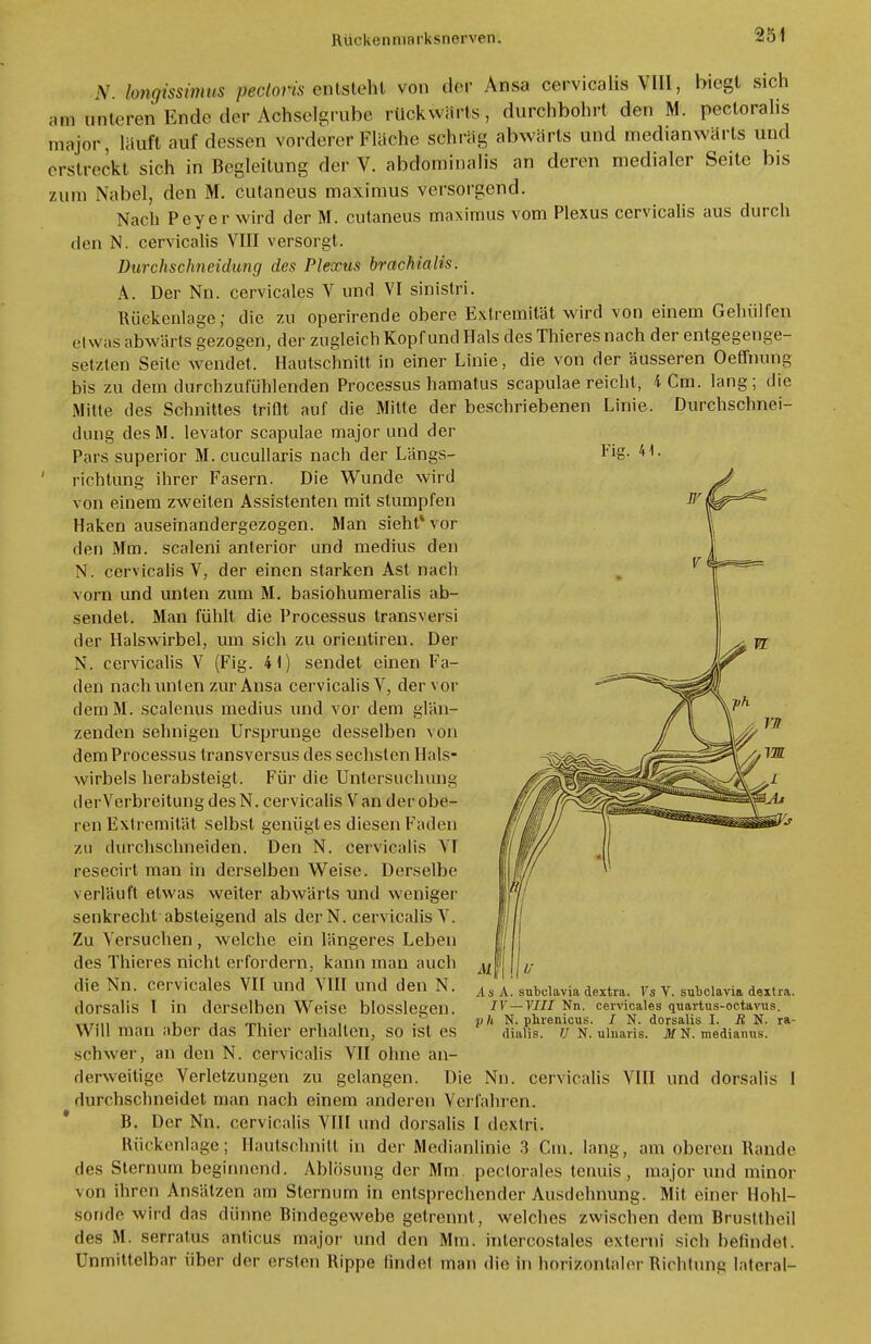 V. hnqissimus pectoris ©ratsteM von der Ansa cervicalis VIII, biegt sich am unteren Endo der Achselgrube rückwärts, durchbohrt den M. pectoralis major, läuft auf dessen vorderer Fläche schräg abwärts und medianwärls und erstreckt sich in Begleitung der V. abdominalis an deren medialer Seite bis zum Nabel, den M. cutaneus maximus versorgend. Nach Peyer wird der M. cutaneus maximus vom Plexus cervicalis aus durch den N. cervicalis VIII versorgt. Durchschneidung des Plexus brachialis. A. Der Nn. cervicales V und VI sinistri. Rückenlage; die zu operirende obere Extremität wird von einem Gehülfen etwas abwärts gezogen, der zugleich Kopf und Hals des Thieres nach der entgegenge- setzten Seile wendet, Hautschnitt in einer Linie, die von der äusseren Oeffnung bis zu dem durchzufühlenden Processus hamatus scapulae reicht, 4 Cm. lang ; die Mitte des Schnittes triflt auf die Mitte der beschriebenen Linie. Durchschnei- dung desM. levator scapulae major und der Pars superior M. cucullaris nach der Längs- ' richtung ihrer Fasern. Die Wunde wird von einem zweiten Assistenten mit stumpfen Haken auseinandergezogen. Man sieht* vor den Mm. scaleni anterior und medius den N. cervicalis V, der einen starken Ast nach vorn und unten zum M. basiohumeralis ab- sendet. Man fühlt die Processus transversi der Halswirbel, um sich zu Orientiren. Der N. cervicalis V (Fig. 41) sendet einen Fa- den nach unt en zur Ansa cervicalis V, der vor dem M. scalenus medius und vor dem glän- zenden sehnigen Ursprünge desselben von dem Processus transversus des sechsten Hals- wirbels herabsteigt. Für die Untersuchung derVerbreitungdesN. cervicalis Van der obe- ren Extremität selbst genügt es diesen Faden zu durchschneiden. Den N. cervicalis VI resecirt man in derselben Weise. Derselbe verläuft etwas weiter abwärts und weniger senkrecht absteigend als der N. cervicalis V. Zu Versuchen, welche ein längeres Leben des Thieres nicht erfordern, kann man auch die Nn. cervicales VII und VIII und den N. dorsalis I in derselben Weise blosslegen. Will man aber das Thier erhalten, so ist es schwer, an den N. cervicalis VII ohne an- derweitige Verletzungen zu gelangen. Die Nn. cervicalis VIII und dorsalis I durchschneidet man nach einem anderen Verfahren. B. Der Nn. cervicalis VIII und dorsalis I dextri. Rückenlage; Hautschnitt in der Medianlinie 3 Cm. lang, am oberen Bande des Sternum beginnend. Ablösung der Mm. pectorales tenuis, major und minor von ihren Ansätzen am Sternum in entsprechender Ausdehnung. Mit einer Hohl- sonde wird das dünne Bindegewebe getrennt, welches zwischen dem Brusttheil des M. serratus anticus major und den Mm. intercostales externi sich befindet. Unmittelbar über der ersten Bippe findet man die In horizontaler Richtung laterat- As A. subclavia dextra. Vs V. subclavia dextra. IV— VIII Nn. cervicales quartus-octavus. ph N. phrenicus. / N. dorsalis I. R N. ra- dialis. U N. ulnaris. M N. medianus.