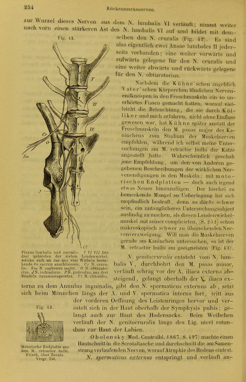 ■nr Wnnel dieses Nervee aus dun, N. lu.nbalis VI vorlauft: ,„,n,,,t weiter nach vorn einen stärkeren Ast dos N. lunihalis VI auf und bilde, mit dem- %• 42. selben den N. cruralis (Fig. 42). Bs sind also eigentlich zwei Ansäe lumbales II jeder- seits vorhanden ; eine weiter Vorwärts und aufwärts gelegene für den N. cruralis und eine weiter abwärls und rückwärts gelegene für den N. obturatorius. Nachdem die K ühne'sehen anschlich Vater'sehen Körperchen ahnlichen Nerveri- endknospen in den Froschmuskeln ein so un- erhörtes Fiasco gemacht hatten, worauf viel- leicht die Beleuchtung, die sie durch Köl- 1 ik e r und mich erfuhren, nicht obneEinfluss gewesen war, hat Kühne später anstatt der Froschmuskeln den M. psoas major des Ka- ninchens zum Studium der Muskelnerven empfohlen, während ich seihst meine Unter- suchungen am M. retractor hulbi der Katze angestellt .hatte. Wahrscheinlich geschah jene Empfehlung, um den von Anderen ge- gebenen Beschreibungen der wirklichen Ner- venendigungen in den Muskeln: mit moto- rischen Endplatten — doch auch irgend et was Neues hinzuzufügen. Der hierbei zu bemerkende Mangel an Ueberlegung hat sich empfindlich bestraft, denn es dürfte seil wei- sein, ein untauglicheres Untersuchungsobject ausfindig zu machen, als diesen Lendenwirbel- muskel mit seiner complicirten, (S. 2 5 2) schon makroskopisch schwer zu übersehenden Ner- vonverzweigung. Will man die. Muskelnerven gerade am Kaninchen untersuchen, so ist der M. retractor bulbi am geeignetsten (Fig. 4.3:. N. genitocrüralis entsteht vom N. lum- balis V, durchbohrt den M. psoas minor, verläuft schräg vor der A. iliaca externa ab- steigend , gelangt oberhalb der \ iliaca ex- terna zu dem Annulus inguinalis, gibt den N. spermaticus externus ab, setzt sich beim Männchen längs der A. und V. spermatica interna fort , tritt aus der vorderen öeflhung des Leistenringes hervor und ver- ästelt sich in der Haut oberhalb der Symphysis pubis; ge- langt auch zur Haut des Hodensacks. Beim Weibchen verläuft der N. genitocrüralis längs dos Lig. uteri rotun- dum zur Haut der Labien. Obolensky (Med. Cenlralbl. 1867.8.49-7) machte einen Hautschnittin dieScrotaltasche und durchschnitt die am Samon- Motonsche Endplatte aus . , . . . .lem m. retnictor bulbi. sträng verlautenden Nerven, woran f Atrophie des Hodens eintrat. Frisch, ohne Zusatz. »t , • , . • , i 1.. r, vergr. 250. N. spermulicus extermta entspringt und verlautt an- ■ CL Plexus lumbalis uud sacralis. V VI VII Die drei untersten der sieben Lendenwirbel, welche sich an das aus vier Wirbeln beste- hende Os sacrum anschliessen. Cr N. crura- lis. Sm N. saphemis major. 0 N. obturato- rius. ./N. ischiadicus. PN. pudendus, aus drei Bündeln zusammengesetzt. Cl N. clitoridis. Fig. «3.