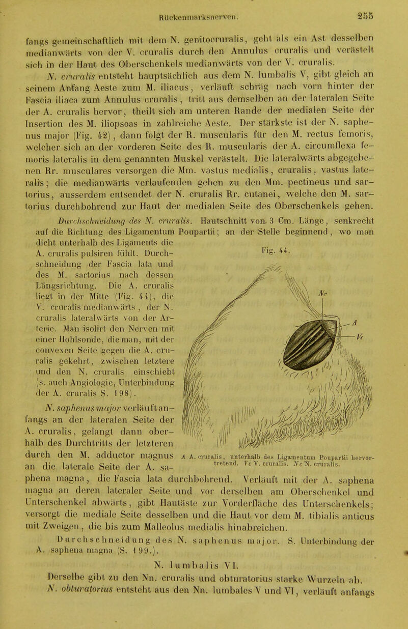 längs gemeinschaftlich mit dem N. genitocruralis, geht als ein Ast desselben medianwärts von der V. cruralis durch den Annulus cruralis und verästelt sic h in der Haut des Oberschenkels medianwärts von der V. cruralis. W. crunilis entsteht hauptsächlich aus dem N. lumbalis V, gibt gleich an seinem Anfang Aeste zum M. iliacus, verläuft schräg nach vorn hinter der Fascia iliaca zum Annulus cruralis, tritt aus demselben an der lateralen Seite der A. cruralis hervor, theill sich am unteren Rande der medialen Seite der Insertion des M. iliopsoas in zahlreiche Aeste. Der stärkste ist der N. saphe- nus major (Fig. 42), dann folgt der R. muscularis für den M. rectus femoris, welcher sich an der vorderen Seite des R. muscularis der A. circumflexa fe- moris lateralis in dem genannten Muskel verästelt. Die lateralwärts abgegebe- nen Rr. musculares versorgen die Mm. vastus medialis, cruralis, vastus late- ralis; die medianwärts verlaufenden gehen zu den Mm. pectineus und sar- torius, ausserdem entsendet der N. cruralis Rr. cutanei, welche den M. sar- torius durchbohrend zur Haut der medialen Seite des Oberschenkels gehen. DurrlischneidunydesN. cruralis. Hautschnitt von. 3 Cm. Länge, senkrecht auf die Richtung des Ligamentum Poupartii; an der Stelle beginnend, wo man dicht unterhalb des Ligaments die A. cruralis pulsiren fühlt. Durch- schneidung der Fascia lata und des M. sartorius nach dessen Längsrichtung. Die A. cruralis liegt in der Mitte (Fig. 44), die V. cruralis medianwärts , der N. cruralis lateralwärts von der Ar- terie. Man isolirl den Nerven mit einer llohlsonde, die man, mit der convexen Seile gegen die A. cru- ralis gekehrt, zwischen letztere und den N. cruralis einschiebt (s. auch Angiologie, Unterbindung der A. cruralis S. 198). N. saphenus major verläuflan- fangs an der lateralen Seite der A. cruralis, gelangt dann ober- halb des Durchtritts der letzleren durch den M. addllCtor magnuS A A. cruralis, unterhalb des Ligamentuni Poupartii liervor- an die laterale Seite der A. sa- tretend- Vcvcrnril,is- phena magna, die Fascia lata durchbohrend. Verläuft mit der A. saphena magna an deren lateraler Seile und vor derselben am Oberschenkel und Unterschenkel abwärts, gibt Hautäste zur Vorderfläche des Unterschenkels; versorgt die mediale Seile desselben und die Haut vor dem M. tibialis anlicus mit Zweigen , die bis zum Malleolus medialis hinabreichen. Durchschneidung des N. saphenus major. S. Unterbindung der A. saphena magna (S. 199.). N. lumbalis VI. Derselbe gibt zu den Nn. cruralis und obluratorius starke Wurzeln ab. N. obturatorius entsteht aus den Nn. lumbales V und VI, verläuft anfangs
