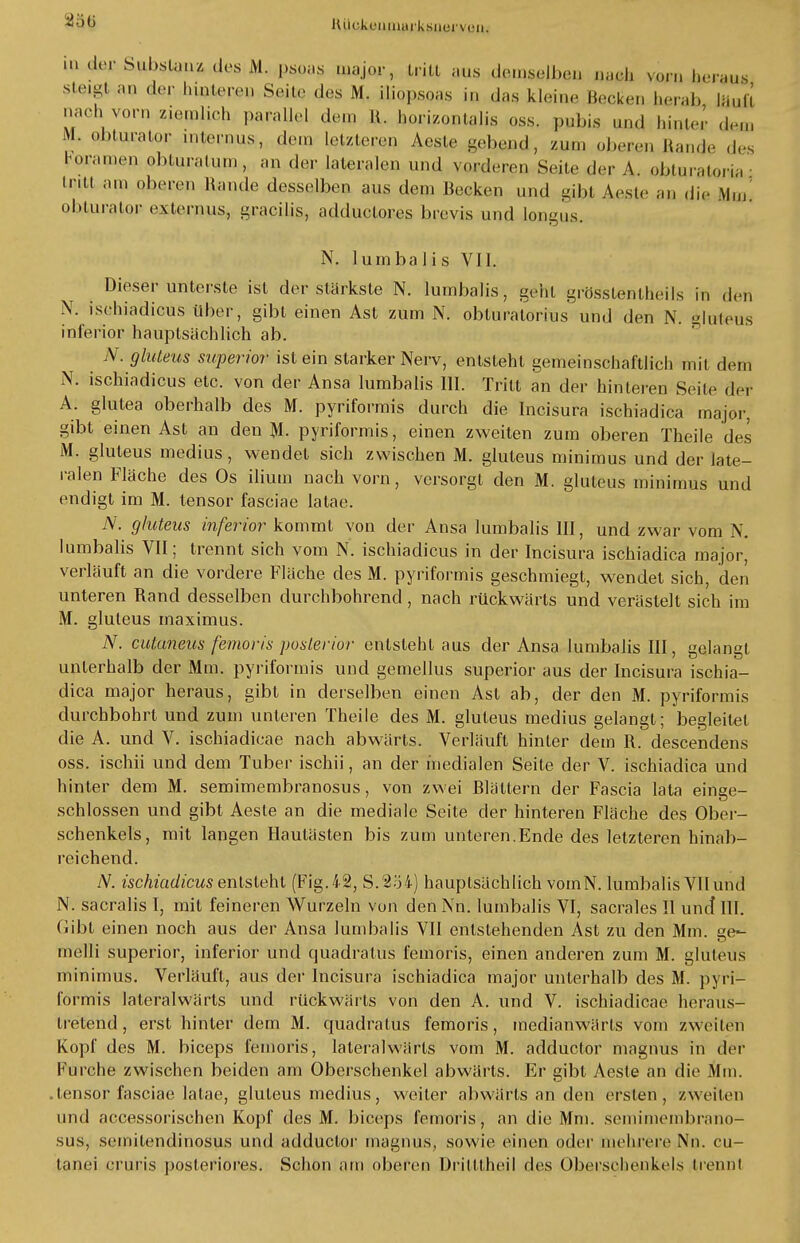 8ö§ lUickeiiiinirksiieiven. m (Irr Substanz dos M. psoas major, tritt aus demselben narh Vmm \^Pms steigt an der hüjtereu Seil«, des M. iliopsoas in das kleine Becken herab lauft Dach vorn ziemlich parallel dem Et. horizunialis oss. pubis und hinter dem obturator '''us, dem letzteren Aeste gebend, zun. oberen Hand, des Foratnep obturatum, an der lateralen und vorderen Seit,, der A. obturatoria • ■'II an. oberen Rande desselben aus dem Becken und gibt Aeste an die Mm! ohlurator externus, gracilis, adduelores brevis und longUS. N. lumbal is VII. Dieser unterste ist der stärkste N. lumbalis, gebt grösstenttieils in den N. isehiadicus über, gibt einen Ast zum N. obturatorius und den N. gluteus inferior hauptsächlich ab. N, gluteus superior ist ein starker Nerv, entsteht gemeinschaftlich mit dem N. isehiadicus etc. von der Ansa lumbalis III. Tritt an der hinteren Seile der A. glutea oberhalb des M. pyriformis durch die Incisura ischiadica major, gibt einen Ast an den M- pyriformis, einen zweiten zum oberen Theile des M. gluteus medius, wendet sich zwischen M. gluteus minimus und der late- ralen Fläche des Os ilium nach vorn, versorgt den M. gluteus minimus und endigt im M. tensor fasciae latae. N. gluteus inferior kommt von der Ansa lumbalis III, und zwar vom N. lumbalis VII; trennt sich vom N. isehiadicus in der Incisura ischiadica major, verläuft an die vordere Fläche des M. pyriformis geschmiegt, wendet sich, den unteren Rand desselben durchbohrend, nach rückwärts und verästelt sich im M. gluteus maximus. N. cutaneus femoris posterior entsteht aus der Ansa lumbalis III, gelangt unterhalb der Mm. pyriformis und gemellus superior aus der Incisura ischia- dica major heraus, gibt in derselben einen Ast ab, der den M. pyriformis durchbohrt und zum unleren Theile des M. gluteus medius gelangt; begleitet die A. und V. ischiadicae nach abwärts. Verläuft hinter dem R. descendens oss. ischii und dem Tuber ischii, an der medialen Seite der V. ischiadica und hinter dem M. semimembranosus, von zwei Blättern der Fascia lata einge- schlossen und gibt Aeste an die mediale Seite der hinteren Fläche des Ober- schenkels, mit langen Haulästen bis zum unteren.Ende des letzteren hinab- reichend. N. isehiadicus entsteht (Fig. 42, S.254) hauptsächlich vomN. lumbalis VII und N. sacralis I, mit feineren Wurzeln von den Nn. lumbalis VI, sacrales II und III. Gibt einen noch aus der Ansa lumbalis VII entstehenden Ast zu den Mm. ee- rnelli superior, inferior und quadratus femoris, einen anderen zum M. gluteus minimus. Verläuft, aus der Incisura ischiadica major unterhalb des M. pyri- formis lateralwärts und rückwärts von den A. und V. ischiadicae heraus- tretend, erst hinter dem M. quadratus femoris, medianwärts vom zweiten Kopf des M. bieeps femoris, lateralwärts vom M. adduetor magnus in der Furche zwischen beiden am Oberschenkel abwärts. Er gibt Aeste an die Mm. tensor fasciae latae, gluteus medius, weiter abwärts an den ersten, /.weilen und accessorischen Kopf des M. bieeps femoris, an die Mm. semimembrano- sus, semitendinosus und adduetor magnus, sowie einen oder mehrere Nn. cu- tanei eruris posteriores. Schon am oberen Dritttheil des Oberschenkels trennt