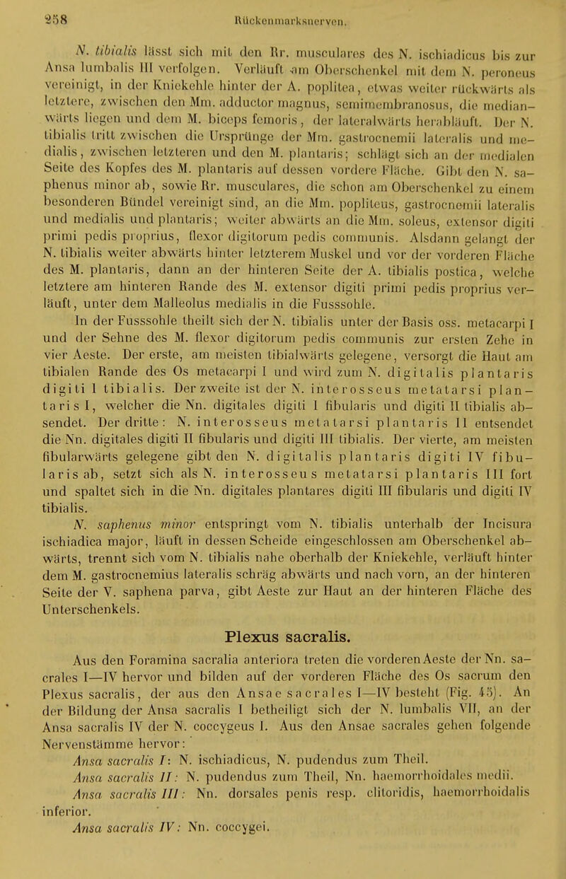 N. tibialis liisst sich mit den Rr. iniisculmvs des N. ischiadicus bis zur Ansa lumbalis III vorfolgen. Verlauft ^lin Oberschenkel mit dem Y peroneus vereinigt, in der Kniekehle hinter der A. poplitea, etwas weiter rückwärts als letztere, zwischen den Mm. adduetor magnus, semimembranosus, die median- wiirts liegen und dem M. bieeps femoris, der lateralwiii ts herabläuft. Der N. libialis tritt zwischen die Ursprünge der Mm. gastroenemii lateralis und me- dialis, zwischen letzteren und den M. plantaris; schlägt sich an der medialen Seite des Kopfes des M. plantaris auf dessen vordere Fläche. Gibt den N. sa- phenus minor ab, sowie Rr. musculares, die schon am Oberschenkel zu einem besonderen Bündel vereinigt sind, an die Mm. poplileus, gastroenemii lateralis und medialis und plantaris; weiter abwärts an die Mm. soleus, extensor digiti primi pedis proprius, flexor digitorum pedis communis. Alsdann gelangt der N. tibialis weiter abwärts hinter letzterem Muskel und vor der vorderen Fläche des M. plantaris, dann an der hinleren Seite der A. libialis postica, welche letzlere am hinteren Rande des M. extensor digiti primi pedis proprius ver- läuft, unter dem Malleolus medialis in die Fusssohle. In der Fusssohle Iheilt sich derN. tibialis unter der Basis oss. metacarpi I und der Sehne des M. flexor digitorum pedis communis zur ersten Zehe in vier Aeste. Der erste, am meisten libialwärts gelegene, versorgt die Haut am tibialen Rande des Os metacarpi I und wird zum N. digitalis plantaris digiti 1 tibialis. Der zweite ist der N. ihterosseus metatarsi plan- taris I, welcher die Nn. digitales digiti I fibularis und digiti II tibialis ab- sendet. Der dritte : N. interosseus metatarsi plantaris II entsendet die Nn. digitales digiti II fibularis und digiti III tibialis. Der vierte, am meisten fibularwärts gelegene gibt den N. digitalis plantaris digiti IV fibu- laris ab, setzt sich alsN. interosseus metatarsi plantaris III fort und spaltet sich in die Nn. digitales plantares digiti III fibularis und digiti IV tibialis. A7. saphenns minor- entspringt vom N. tibialis unterhalb der Incisura ischiadica major, läuft in dessen Scheide eingeschlossen am Oberschenkel ab- wärts, trennt sich vom N. tibialis nahe oberhalb der Kniekehle, verläuft hinter dem M. gastroenemius lateralis schräg abwärts und nach vorn, an der hinleren Seite der V. saphena parva, gibt Aeste zur Haut an der hinteren Fläche des Unterschenkels. Plexus sacralis. Aus den Foramina sacralia anteriora treten die vorderen Aeste derNn. sa- crales I—IV hervor und bilden auf der vorderen Fläche des Os sacrum den Plexus sacralis, der aus den Ansae sa cra 1 es 1—IV besieht (Fig. 45). An der Bildung der Ansa sacralis I betheiligt sich der N. lumbalis VII, an der Ansa sacralis IV der N. coecygeus I. Aus den Ansäe sacrales gehen folgende Nervenstämme hervor: Ansa sacralis I: N. ischiadicus, N. pudendus zum Theil. Ansa sacralis 11: N. pudendus zum Theil, Nn. haemorrhoidales medii. Ansa sacralis III: Nn. dorsales penis resp. cliloridis, haemorrhoidalis inferior. Ansa sacralis IV: Nn. coecygei.