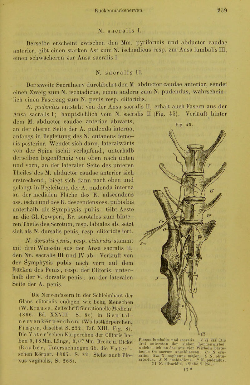 lUiokonmarksnorvon. N. sacraIis I. Derselbe erscheint zwischen den Mm. pyriformis und abduclor caudae anterior, gibt einen starken Ast zum N. ischiadicus resp. zur Ansa lumbalis III, einen schwächeren zur Ansa sacralis I. Fig 45. N. sacralis II. Der zweite Sacralnerv durchbohrt den M. abductor caudae anterior, sendet einen Zweig zum N. ischiadicus, einen andern zum N. pudendus, wahrschein- lich einen Faserzug zum N. penis resp. clitoridis. AT. pudendus entsteht von der Ansa sacralis II, erhält auch Fasern aus der Ansn sacralis I; hauptsächlich vom N. sacralis II (Fig. 45). Verläuft hinler dem M. abductor caudae anterior abwärts, an der oberen Seite der A. pudenda interna, anfangs in Begleitung des N. cutaneus femo- ris posterior. Wendet sich dann, lateralwärts von der Spina ischii verlaufend, unterhalb derselben bogenförmig von oben nach unten und vorn, an der lateralen Seite des unteren Tbeiles des M. abductor caudae anterior sich erstreckend, biegt sich dann nach oben und gelangt in Begleitung der A. pudenda interna an der medialen Fläche des R. adscendens oss. ischii und des R. descendens oss. pubis bis unterhalb die Symphysis pubis. Gibt Aeste an die Gl. Gowperi, Rr. scrolales zum hinte- ren Theile des Scrotum, resp. labiales ab, setzt sich als N. dorsalis penis, resp. clitoridis fort. N. dorsalis penis, resp. clüoridis stammt mit drei Wurzeln aus der Ansa sacralis II, den Nn. sacralis III und IV ab. Verläuft von der Symphysis pubis nach vorn auf dem Rücken des Penis, resp. der Glitoris, unter- halb der V. dorsalis penis , an der lateralen Seite der A. penis. Die Nervenfasern in der Schleimhaut der Glans clitoridis endigen wie beim. Menschen (W. Krause, Zeitschrift für rationelle Medicin. 4866. Bd. XXVIII. S. 8fi) in Genital- nerv e n k o r p e r c h e n (WollustkÖrperchen, Finger, daselbst S. 222. Taf. XIII. Fig. 8). Die Vater'schen Körperchen der Clitoris ha- ben 0,t8Mm.Länge, 0,07 Mm. Breite u. Dicke gTÜSSüS (Rauber, Untersuchungen üb. die Vater'- weiche uioh an das aus vier ,.„iwiri if;- IQ an c <.>o cv l , „, hondo Os sacrum ansohliessen. Cr N. cru sehen Körper. 18 67. b. 22. Siehe auch Ple- ralla. am n. sa$henns major, u N. obtu XUS vaginalis, S. 2 68). ratorius. ./ N ischiadicus. P N. pudendus ° ' ' Cl N. clitoridis. (Siehe S. 254.) •17* V VI VIT Dio Lendenwirbel, Wirbelh brstr-