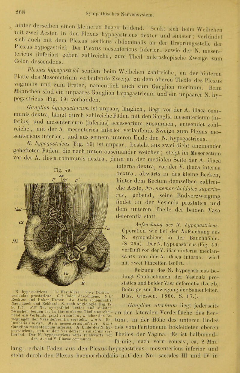 hinter derselben einen kleineren Bogen bildend. Senkt sich beim Weibchen tai-zwei Aesten m den Plexus hypogastricus dexter undsinister; rerhindrt sich auch mit dem Plexus aorticus abdominalis an der ürsprungsstelle der lexus hypogastnci. Der Plexus mesentericus inferior, sowie der N. mesen- cXrdisceXn §ebeU Zi'hll'Cicl10' ZUm Theil lik'^koPis,-ln. Zweige zum Plexus hypogmtrici senden beim Weibchen zahlreiche, an der hinteren Platte des Mesometrium verlaufende Zweige zu dem oberen Theile des Plexus vaginalis und zum Ureter, namentlich auch zum Ganglion uterinum Beim Mannchen sind ein unpaares Ganglion hypogastricum und ein unpaarer \ hv- pogastricüs (Fig. 49) vorhanden. Ganglion hypogastricum ist unpaar, länglich, liegt vor der A. iliaca com- munis dextra, hängt durch zahlreiche Fäden mit denGanglia mesentericum (in- lerius) und mesentericum (inferius) accessorium zusammen, entsendet zahl- reiche, mit der A. mesenterica inferior verlaufende Zweige zum Plexus me- sentericus inferior, und aus seinem unteren Ende den N. hypogastricus. N. hypogastricus (Fig. 49) ist unpaar, besteht aus zwei dicht aneinander gehefteten Fäden, die nach unten auseinander weichen; steigt im Mesoreclum vor der A. iliaca communis dextra, dann an der medialen Seile der A. iliaca interna dexlra, vor der V. iliaca interna dextra, abwärts in das kleine Becken, hinter dem Rectum demselben zahlrei- che Aeste, Nn. haemorrhoidales superio- res, gebend, seine Endverzweigung findet an der Vesicula proslatica und dem unteren Theile der beiden Vasa deferentia statt. Aufsuchung des N. hypogastricus. Operation wie bei der Aufeuchung des N. sympathicus in der Bauchhöhle. (S. 264). Der N. hypogastricus (Fig. 49] verläuft, vor derV. iliaca interna median- wärts von der A. iliaca interna, wird mit zwei Pincettcn isolirt. Reizung des N. hypogastricus be- dingt Conlraetionen der Vesicula pro- slatica und beider Vasa deferentia (L o e b, n. hypogastricus. Yu Hamhiase. Vp r oor„«a Beiträge zur Bewegung der Samenleiter. visiculao prostaticae. Cd Colon deaoendens. UV DiSS. GieSSei). 1 866. S. 17.). Kochter und linker Ureter. Aa Aorta abdominalis. .^oe,Ä Ganglion uterinum liegt jederseits ^^^i^^^S&'SSS: ™ l<«™len Vorderfläche des Reo- «•jungen der Vasa deferentia vorsteht. J a A. ilio- tUOl , in (1er Höhe des Unteren - Endes lurnbalis sini8tra. Mi A. mesenterica inferior. Omi Ganglion mesentericum inferius. H Ende des N. hy- d(VS VOU) Peritoneum bekleideten oberen Fig. 49. An Mi pogastricus, sich an dem Yas deferens sinistrum ver- ., j ir • Hörend. Der N. hypogastricus verläuft abwärts vor lllClIc.S der Vagina. Es USt halbniOIld den A. und V. iliacae cominunes. ■ ■ /-> ». förmig, nach vorn concav, ca. 2 Mm. lang; erhält Fäden aus den Plexus hypogastricus, mesentericus inferior und sieht durch den Plexus haemorrhoiclalis mit den Nn. sacrales III und IV in