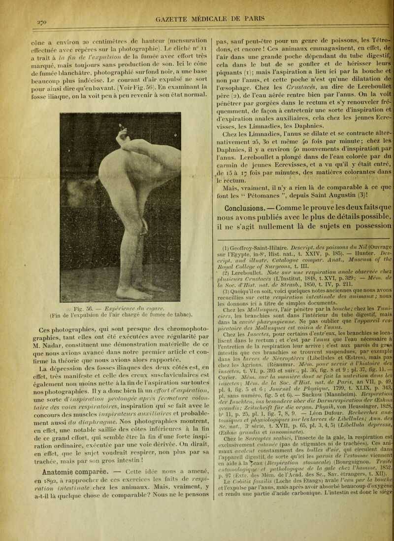 cône a environ 20 centimètres de hauteur (mensuration effectuée avec repères sur la photographie). Le cliché n° n a trait à la fin de l’expulsion de la fumée avec effort très marqué, mais toujours sans production de son. Ici le cône de fumée blanchâtre, photographié sur fond noir, a une hase beaucoup plus indécise. Le courant d’air expulsé ne sort pour ainsi dire qu’en bavant. (Voir Fig. 56). En examinant la fosse iliaque, on la voit peu à peu revenir à son état normal. Fig. 56. — Expérience du cigare. (Fin de l’expulsion de l’air chargé de fumée de tabac). Ces photographies, qui sont presque des chromophoto- graphies, tant elles ont été exécutées avec régularité par M. Nadar, constituent une démonstration matérielle de ce que nous avions avancé dans notre premier arlicle et con- linne la théorie que nous avions alors rapportée. La dépression des fosses iliaques des deux côtés est, en effet, très manifeste et celle des creux susclaviculaircs est également non moins nette à la (in de l’aspiration sur toutes nos photographies. Il y a donc bien là un effort d’aspiration, une sorte dé inspiration prolongée après fermeture volon- taire des voies respiratoires, inspiration qui se fait avec le concours des muscles inspirateurs auxiliaires et probable- ment aussi du diaphragme. Nos photographies montrent, en effet, une notable saillie des côtes inférieures à la Jin de ce grand effort, qui semble être la lin d’une forte inspi- ration ordinaire, exécutée par une voie dérivée. On dirait, en effet, que le sujet voudrait respirer, non plus par sa trachée, mais par son gros intestin ! Anatomie comparée. — Cette idée nous a amené, en 1892, à rapprocher de ces exercices les faits de respi- ration intestinale chez les animaux. Mais, vraiment, y a-t-il là quelque chose de comparable? Nous ne le pensons pas, sauf peut-être pour un genre de poissons, les Télro-' dons, et encore ! Ces animaux emmagasinent, en effet, de l’air dans une grande poche dépendant du tube digestif, cela dans le but de se gonfler et de hérisser leurs' piquants (1); mais l’aspiration a lieu ici par la bouche et non par l’anus, et cette poche n’est qu’une dilatation de l’œsophage. Chez les Crustacés, au dire de Lereboullet père (2), de l’eau aérée rentre bien par l’anus. On la voit pénétrer par gorgées dans le rectum et s’y renouveler fré- quemment, de façon à entretenir une sorte d’inspiration et d’expiration anales auxiliaires, cela chez les jeunes Ecre- visses, les Limnadies, les Daphnies. Chez les Limnadies, l’anus se dilate et se contracte alter- nativement 2.0, 3o et même 4° fois par minute; ehez les Daphnies, il y a environ 4° mouvements d’inspiration par l’anus. Lereboullet a plongé dans de l’eau colorée par du carmin de jeunes Ecrevisses, et a vu qu’il y était entré, de i5 à 17 fois par minutes, des matières colorantes dans le rectum. Mais, vraiment, il n’y a rien là de comparable à ce que font les “ Pétomanes ”, depuis Saint Augustin (3)! Conclusions. — Comme le prouve les deux faits que nous avons publiés avec le plus de détails possible, il ne s’agit nullement là de sujets en possession (1) Geoffroy-Saint-Hilaire. Descript. des poissons du Nil (Ouvrage sur l’Egypte, in-8», Hist. nat., t. XXIV, p. 185). — Hunter. Des- cript.. and illustr. Catalogue compar. Anat., Muséum of the Royal College of Surgeons, t. III. ' (2) Lereboullet. Note sur une respiration anale observée chez plusieurs Crustacés (L’Institut, 1848, t. XVI, p. .329; — Mém. de la S,ic. dé Hist. nat. de Strasb., 1850, t. IV, p. 211. (3) Quoiqu’il en soit, voici quelques notes anciennes que nous avons recueillies sur cette respiration intestinale des animaux ; nous les donnons ici à titre de simples documents. Chez les Mollusques, l’air pénètre par la bouche; chez les Timi- de rs, les branchies sont dans l’intérieur du tube digestif, mais dans la cavité pharyngienne. Ne pas oublier que l'appareil res- piratoire des Mollusques est voisin de l’anus. Chez les Insectes, pour certains d’entr’eux, les branchies se loca- lisent dans le rectum ; et c’est par l'anus que l’eau nécessaire à l’entretien de la respiration leur arrive ; c’est aux parois du gros intestin que ces branchies se trouvent suspendues, par exemple dans les larves de Névroptères (Libellules et Œstres), mais pas chez les Agrions. (Réaumur. Mém. pour servir à l’histoire des insectes, t. VI. p. 393 et suiv., pl. 36, fig. 8 et 9 ; pl. 37, fig. IL — Cuvier. Mém. sur la manière dont se fait la nutrition dans leh insectes ; Mém. de la Soc. d’Hist. nat. de Paris, an VII, p. 49, pl. 4, fig. 5 et 6 ; Journal de Physique, 1799, t. XLIX, p. 343, pl. sans numéro, fig. 5 et 6). — Suckow (Mannheim). Respiration lier Inseliten, ins besondere über die Darmrespiration der Œslma grandis; Zeitschrift fur die organ. Physik, von Heussinger, 1828, b“ 11, P- 25. pl. 1, fig. 7, 8, 9. — Léon Dufour. Recherches ana- tomiques et physiologiques sur les larves de Libellules; Ann. des Sc. nat., 3e série, t. XVII, P* 65, pl. 3, 4, 5) (Libellula depressa, Œshna grandis et innominata). Chez le Sarcoptes scabiei, l’insecte de la gale, la respiration est exclusivement cutanée (pas de stigmates ni de trachées). Ces ani-; maux avalent constamment des bulles d’air, qui circulent dans l’appareil digestif, de sorte qu’ici les parois de l’estomac viennent en aide à la'peau (Respiration stomacale) (Bourguignon. Traité entonudoqique ■ et pathologique de la gale chez l homme, 1852, p. 97 (Kxtr. des Mém. de l’Àcad. des Sc., Sav. étrangers, t. XII). Le Coljitis fossilis (Loche des Etangs) avale l’eau par la bouche et l’expulse par l’anus, mais après avoir absorbé beaucoup d’oxygène et rendu une partie d’acide carbonique. L intestin est donc le siège