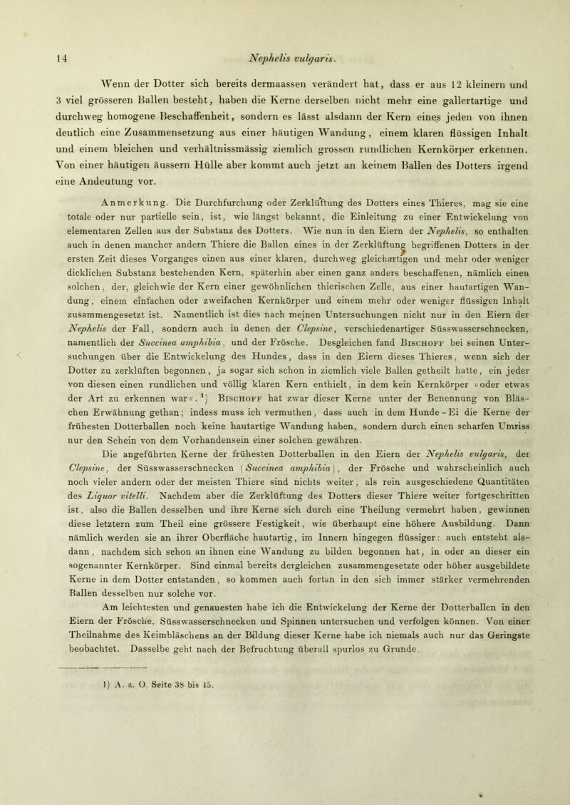 Wenn der Dotter sich bereits dermaassen verändert hat, dass er aus 12 kleinern und 3 viel grösseren Ballen besteht, haben die Kerne dei'selben nicht mehr eine gallertartige und durchweg homogene Beschaffenheit, sondern es lässt alsdann der Kern eines jeden von ihnen deutlich eine Zusammensetzung aus einer häutigen Wandung, einem klaren flüssigen Inhalt und einem bleichen und verhältnissmässig ziemlich grossen rundlichen Kernkörper erkennen. Von einer häutigen äussern Hülle aber kommt auch jetzt an keinem Ballen des Dotters irgend eine Andeutung vor. Anmerkung. Die Durchfurchung oder Zerklüftung des Dotters eines Thieres, mag sie eine totale oder nur partielle sein, ist, wie längst bekannt, die Einleitung zu einer Entwickelung von elementaren Zellen aus der Substanz des Dotters. Wie nun in den Eiern der Nephelis, so enthalten auch in denen mancher andern Thiere die Ballen eines in der Zerklüftung begriffenen Dotters in der ersten Zeit dieses Vorganges einen aus einer klaren, durchweg gleichartigen und mehr oder weniger dicklichen Substanz bestehenden Kern, späterhin aber einen ganz anders beschaffenen, nämlich einen solchen, der, gleichwie der Kern einer gewöhnlichen thierischen Zelle, aus einer hautartigen Wan- dung, einem einfachen oder zweifachen Kernkörper und einem mehr oder weniger flüssigen Inhalt zusammengesetzt ist. Namentlich ist dies nach meinen Untersuchungen nicht nur in den Eiern der Nephelis der Fall, sondern auch in denen der Clepsine, verschiedenartiger Süsswasserschnecken, namentlich der Succinea amphibia, und der Frösche. Desgleichen fand Bischoff bei seinen Unter- suchungen über die Entwickelung des Hundes, dass in den Eiern dieses Thieres, wenn sich der Dotter zu zerklüften begonnen, ja sogar sich schon in ziemlich viele Ballen getheilt hatte, ein jeder von diesen einen rundlichen und völlig klaren Kern enthielt, in dem kein Kernkörper »oder etwas der Art zu erkennen war«.*) Bischoff hat zwar dieser Kerne unter der Benennung von Bläs- chen Erwähnung gethan; indess muss ich vermuthen, dass auch in dem Hunde-Ei die Kerne der frühesten Dotterballen noch keine hautartige Wandung haben, sondern durch einen scharfen Umriss nur den Schein von dem Vorhandensein einer solchen gewähren. Die angeführten Kerne der frühesten Dotterballen in den Eiern der Nephelis vulgaris, der Clepsine, der Süsswasserschnecken {Succinea amphibia), der Frösche und wahrscheinlich auch noch vieler andern oder der meisten Thiere sind nichts weiter, als rein ausgeschiedene Quantitäten des Liquor vitelli. Nachdem aber die Zerklüftung des Dotters dieser Thiere weiter fortgeschritten ist, also die Ballen desselben und ihre Kerne sich durch eine Theilung vermehrt haben, gewinnen diese letztem zum Theil eine grössere Festigkeit, wie überhaupt eine höhere Ausbildung. Dann nämlich werden sie an ihrer Oberfläche hautartig, im Innern hingegen flüssiger: auch entsteht als- dann , nachdem sich schon an ihnen eine Wandung zu bilden begonnen hat, in oder an dieser ein sogenannter Kernkörper. Sind einmal bereits dergleichen zusammengesetzte oder höher ausgebildete Kerne in dem Dotter entstanden, so kommen auch fortan in den sich immer stärker vermehrenden Ballen desselben nur solche vor. Am leichtesten und genauesten habe ich die Entwickelung der Kerne der Dotterballen in den Eiern der Frösche, Süsswasserschnecken und Spinnen untersuchen und verfolgen können. Von einer Theilnahme des Keimbläschens an der Kldung dieser Kerne habe ich niemals auch nur das Geringste beobachtet. Dasselbe geht nach der Befruchtung überall spurlos zu Grunde. 1) .4. a. O. Seite 38 bis 45.