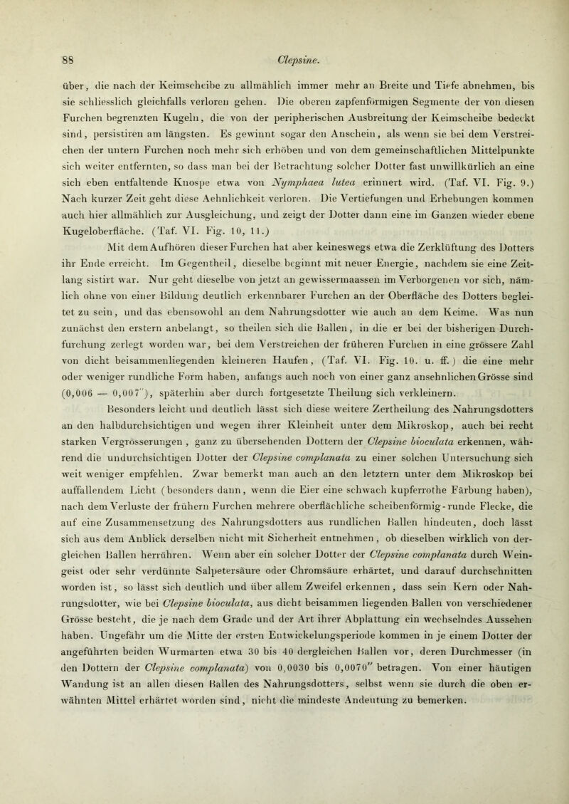 über, die nach der Keimscheibe zu allmählich immer mehr an Breite und Tiefe abnehmen, bis sie schliesslich gleichfalls verloren gehen. Die oberen zapfeiiförmigen Segmente der von diesen Furchen begrenzten Kugeln, die von der peripherischen Ausbreitung der Keimscheibe bedeckt sind, persistiren am längsten. Es gewinnt sogar den Anschein, als Avenn sie bei dem Verstrei- chen der untern Fux'chen noch mehr sich erhöben und von dem gemeinschaftlichen Mittelpunkte sich weiter entfernten, so dass man bei der Betrachtung solcher Dotter fast unAvillkürlich an eine sich eben entfaltende Knospe etwa von Nymphaea lutea erinnert wird. (Taf. VI. Fig. 9.) Nach kurzer Zeit geht diese Aehnlichkeit verloren. Die Vertiefungen und Erhebungen kommen auch hier allmählich zur Ausgleichung, und zeigt der Dotter dann eine im Ganzen wieder ebene Kugeloberfläche. (Taf. VI. Fig. 10, 11.) Mit dem Aufhören dieser Furchen hat aber keineswegs etwa die Zerklüftung des Dotters ihr Ende erreicht. Im Gegentheil, dieselbe beginnt mit neuer Energie, nachdem sie eine Zeit- lang sistirt war. Nur geht dieselbe von jetzt an gewissermaassen im Verborgenen vor sich, näm- lich ohne von einer Bildung deutlich erkennbarer Furchen an der Oberfläche des Dotters beglei- tet zu sein, und das ebensowohl an dem Nahrungsdotter Avie auch an dem Keime. Was nun zunächst den erstem anbelangt, so theilen sich die Hallen, in die er bei der bisherigen Durch- furchung zerlegt worden Avar, bei dem Verstreichen der früheren Furchen in eine grössere Zahl von dicht beisammenliegendeu kleineren Haufen, (Taf. VI. Fhg. 10. u. ff.) die eine mehr oder Aveniger rundliche Form haben, anfangs auch noch von einer ganz ansehnlichen Grösse sind (0,006 — 0,00 7 ), späterhin aber durch fortgesetzte Theilung sich verkleinern. Besonders leicht und deutlich lässt sich diese Aveitere Zertheilung des Nahrungsdotters an den halbdurchsichtigen und wegen ihrer Kleinheit unter dem JNlikroskop, auch bei recht starken Vergrösserungen , ganz zu übersehenden Dottern der Clepsine hioculata erkennen, Aväh- rend die undurchsichtigen Dotter der Clepsine complanata zu einer solchen Untersuchung sich Aveit Aveniger empfehlen. ZAvar bemerkt man auch an den letztem unter dem Mikroskop bei auffallendem Licht (besonders dann, Avenn die Eier eine schAvach kupferrothe Färbung haben), nach dem Verluste der frühem F’urchen mehrere oberflächliche scheibenförmig-runde Flecke, die auf eine Zusammensetzung des Nahrungsdotters aus rundlichen Ballen hindeuten, doch lässt sich aus dem Anblick derselben nicht mit Sicherheit entnehmen , ob dieselben Avirklich von der- gleichen Ballen herrühreu. Wenn aber ein solcher Dotter der Clepsine complanata durch Wein- geist oder sehr verdünnte Salpetersäure oder Chromsäure erhärtet, und darauf durchschnitten worden ist, so lässt sich deutlich und über allem ZAveifel erkennen, dass sein Kern oder Nah- rungsdotter, Avie bei Clepsine hioculata, aus dicht beisammen liegenden Ballen von verschiedener Grösse besteht, die je nach dem Grade und der Art ihrer Abplattung ein Avechselndes Aussehen haben. Ungefähr um die Mitte der ersten EntAvickelungsperiode kommen in je einem Dotter der angeführten beiden Wurniarten etwa 30 bis 40 dergleichen Ballen vor, deren Durchmesser (in den Dottern der Clepsine complanata) von 0,0030 bis 0,0070 betragen. Von einer häutigen Wandung ist an allen diesen Ballen des Nahrungsdotters, selbst Avenn sie durch die oben er- Avähnten Mittel erhärtet Avorden sind, nicht die mindeste Andeutung zu bemerken.