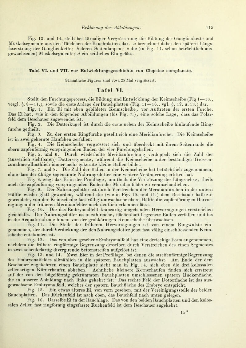 Fig. 13. und 14. stellt bei 45maliger Vergrösserung die Bildung der Ganglienkette und jNIuskelsegmente aus den Täfelchen der Bauchplatten dar. a bezeichnet dabei den spätem Längs- faserstrang der Ganglienkelte; h deren Seitenlappen; c die (in Fig. 14. schon beträchtlich aus- gewachsenen) Muskelsegmente; d ein seitliches Blutgefäss. Tafel VI. und VTI. zur Entwieklungsgeschiehte von Clepsine complanata. Sämmtliche Figuren sind etwa 25 IMal vergrössert. Tafel VI. Stellt den Furchungsprocess, die Bildung und Entwicklung der Keimscheibe (Fig 1 —10., vergl. §. 8 — 11.), sowie die erste Anlage der Bauchplatten (Fig. 11 —16., vgl. §. 12. u. 13.) dar. Fig. 1. Ein Ei mit eben gebildeter Keimscheibe, vor Auftreten der ersten Furche. Das Ei hat, wie in den folgenden Abbildungen (bis Fig. 7.), eine solche Lage, dass das Polar- feld dem Beschauer zugewendet ist. Fig. 2. Die Dotterkugel ist durch die erste neben der Keimscheibe hinlaufende Ring- furche getheilt. Fig. 3. Zu der ersten Eingfurche gesellt sich eine Meridianfurche. Die Keimscheibe ist in zwei gekernte Häufchen zerfallen. Fig. 4. Die Keimscheibe vergrössert sich und überdeckt mit ihrem Seitenrande die obern zapfenförmig vorspringenden Enden der vier Furchungsballen. Fig. 5. und 6. Durch wiederholte Meridianfurchung verdoppelt sich die Zahl der (äusserlich sichtbaren) Dottersegmente, während die Keimscheibe unter beständiger Grossen- zunahme allmählich immer mehr gekernte kleine Ballen bildet. Fig. 7. und 8. Die Zahl der Ballen in der Keimscheibe hat beträchtlich zugenommen, ohne dass der übrige sogenannte Nahrungsdotter eine w'eitere Veränderung erlitten hat. Fig. 8. zeigt das Ei in der Profillage, um theils die Verkürzung der Längsachse, theils auch die zapfenförmig vorspringenden Enden der Meridianfelder zu veranschaulichen. Fig. 9. Der Nahrungsdotter ist durch Verstreichen der Meridianfurchen in der untern Hälfte wieder glatt geworden, während die (wie in Fig. 10. und 11.) dem Beschauer halb zu- gewendete, von der Keimscheibe fast völlig umwachsene obere Hälfte die zapfenförraigen Hervor- ragungen der früheren Meridianfelder noch deutlich erkennen lässt. Fig. 10. Die das Embryonalfeld kranzartig umgebenden Hervorragungen verstreichen gleichfalls. Der Nahrungsdotter ist in zahlreiche, flächenhaft begrenzte Ballen zerfallen und bis in die Aequatorialzone hinein von der grobkörnigen Keimscheibe überwachsen. Fig. 11. Die Stelle der früheren Hervorragungen ist von einem RingAvulste ein- genommen, der durch Verdickung der den Nahruugsdotter jetzt fast völlig einschliessenden Keim- scheibe entstanden ist. Fig. 12. Das von oben gesehene Embryonalfeld hat eine dreieckige Form angenommen, nachdem die frühere ringförmige Begrenzung desselben durch Verstreichen des einen Segmentes in zwei schenkelartig divergirende Seitenstreifen aufgelöst ist. Fig. 13. und 14. Zwei Eier in der Profillage, bei denen die streifenförmige Begrenzung des Embryonalfeldes allmählich in die späteren Bauchplatten ausw’ächst. Am Ende der dem Beschauer zugekehrten einen Bauchplatte sieht man in Fig. 14. sich eben die drei kolossalen zellenartigen Körnerhaufen abheben. Aehnliche kleinere Körnerhaufen finden sich zerstreut auf der von den bügelförmig gekrümmten Bauchplatten umschlossenen spätem Rücken fläche, die in unserer Abbildung nach links gekehrt ist. Das rechte Feld der Dotterfläche ist das aus- gewachsene Embryonalfeld, welches der spätem Bauchfläche des Embryo entspricht. Fig. 15. Ein etwas älteres Ei, von vorn gesehen, mit der Vereinigungsstelle der beiden Bauchplatten. Das Rückenfeld ist nach oben, das Bauchfeld nach unten gelegen. Fig. 16. Dasselbe Ei in der Bauchlage. Das von den beiden Bauchplatten und den kolos- salen Zellen fast ringförmig eingefasste Rückenfeld ist dem Beschauer zugekehrt. 15*