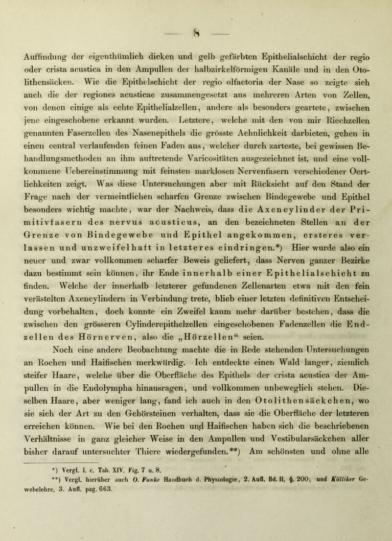 Auffindung der eigentümlich dicken und gelb gefärbten Epithelialschicht der regio oder crista acustica in den Ampullen der halbzirkelförmigen Kanäle und in den Oto- lithensäcken. Wie die Epithelschicht der regio olfactoria der Nase so zeigte sich auch die der regiones acusticae zusammengesetzt aus mehreren Arten von Zellen, von denen einige als echte Epithelialzellen, andere als besonders geartete, zwischen jene eingeschobene erkannt wurden. Letztere, welche mit den von mir Riechzellen genannten Faserzellen des Nasenepithels die grösste Aehnlichkeit darbieten, gehen in einen central verlaufenden feinen Faden aus, welcher durch zarteste, bei gewissen Be- handlungsmethoden an ihm auftretende Varicositäten ausgezeichnet ist, und eine voll- kommene Uebereinstimmung mit feinsten marklosen Nervenfasern verschiedener Oert- lichkeiten zeigt. Was diese Untersuchungen aber mit Rücksicht auf den Stand der Frage nach der vermeintlichen scharfen Grenze zwischen Bindegewebe und Epithel besonders wichtig machte, war der Nachweis, dass die Axencylinder der Pri- mitivfasern des nervus acusticus, an den bezeichneten Stellen an der Grenze von Bindegewebe und Epithel angekommen, ersteres ver- lassen und unzweifelhaft in letzteres eindringen.*) Hier wurde also ein neuer und zwar vollkommen scharfer Beweis geliefert, dass Nerven ganzer Bezirke dazu bestimmt sein können, ihr Ende innerhalb einer Epithelialschicht zu finden. Welche der innerhalb letzterer gefundenen Zellenarten etwa mit den fein verästelten Axencylindern in Verbindung trete, blieb einer letzten definitiven Entschei- dung Vorbehalten, doch konnte ein Zweifel kaum mehr darüber bestehen, dass die zwischen den grösseren Cylinderepithelzellen eingeschobenen Fadenzellen die End- zeilen des Hörnerven, also die „Hörzellen“ seien. Noch eine andere Beobachtung machte die in Rede stehenden Untersuchungen an Rochen und Haifischen merkwürdig. Ich entdeckte einen Wald langer, ziemlich steifer Haare, welche über die Oberfläche des Epithels der crista acustica der Am- pullen in die Endolympha hinausragen, und vollkommen unbeweglich stehen. Die- selben Haare, aber weniger lang, fand ich auch in den Otolithensäckchen, wo sie sich der Art zu den Gehörsteinen verhalten, dass sie die Oberfläche der letzteren erreichen können. Wie bei den Rochen und Haifischen haben sich die beschriebenen Verhältnisse in ganz gleicher Weise in den Ampullen und Vestibularsäckchen aller bisher darauf untersuchter Thiere wiedergefunden.**) Am schönsten und ohne alle *) Vergl. i. c. Tab. XIV, Fig. 7 u. 8. **) Vergl. hierüber auch 0. Fuvke Handbuch d. Physiologie, 2. Aufl. Bd. II, §.200; und Kölliker Ge- webelehre, 3. Aufl. pag. 663.