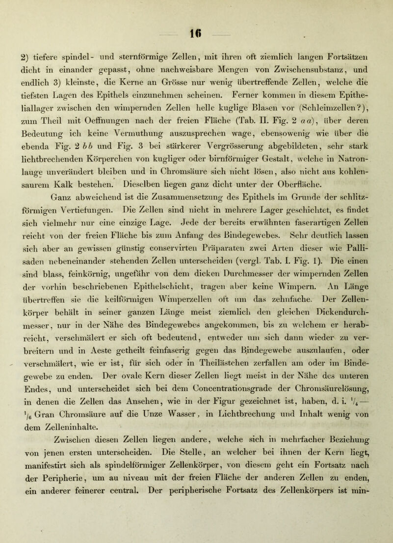 dicht in einander gepasst, ohne nachweisbare Mengen von Zwischensubstanz, und endlich 3) kleinste, die Kerne an Grösse nur wenig Ubertreffende Zellen, welche die tiefsten Lagen des Epithels einzunehmen scheinen. Ferner kommen in diesem Epithe- liallager zwischen den wimpernden Zellen helle kuglige Blasen vor (Schleimzellen?), zum Theil mit OefFnungen nach der freien Fläche (Tab. II. Fig. 2 aa), über deren Bedeutung ich keine Vermuthung auszusprechen wage, ebensowenig wie über die ebenda Fig. 2 bb und Fig. 3 bei stärkerer Vergrösserung abgebildeten, sehr stark lichtbrechenden Körperchen von kugliger oder bimförmiger Gestalt, welche in Natron- lauge unverändert bleiben und in Chromsäure sich nicht lösen, also nicht aus kohlen- saurem Kalk bestehen. Dieselben hegen ganz dicht unter der Oberfläche. Ganz abweichend ist die Zusammensetzung des Epithels im Grunde der schlitz- förmigen Vertiefungen. Die Zellen sind nicht in mehrere Lager geschichtet, es findet sich vielmehr nur eine einzige Lage. Jede der bereits erwähnten faserartigen Zellen reicht von der freien Fläche bis zum Anfang des Bindegewebes. Sehr deutlich lassen sich aber an gewissen günstig conservirten Präparaten zwei Arten dieser wie Palli- saden nebeneinander stehenden Zellen unterscheiden (vergl. Tab. I. Fig. 1). Die einen sind blass, feinkörnig, ungefähr von dem dicken Durchmesser der wimpernden Zellen der vorhin beschriebenen Epithelschicht, tragen aber keine Wimpern. An Länge übertreffen sie die keilförmigen Wimperzellen oft um das zehnfache. Der Zellen- körper behält in seiner ganzen Länge meist ziemlich den gleichen Dickendurch- messer, nur in der Nähe des Bindegewebes angekommen, bis zu welchem er herab- reiclit, verschmälert er sich oft bedeutend, entweder um sich dann wieder zu ver- breitern und in Aeste getheilt feinfaserig gegen das Bindegewebe auszulaufen, oder verschmälert, wie er ist, für sich oder in Theilästchen zerfallen am oder im Binde- gewebe zu enden. Der ovale Kern dieser Zellen lieg-t meist in der Nähe des unteren Endes, und unterscheidet sich bei dem Concentrationsgrade der Chromsäurelösung, in denen die Zellen das Ansehen, wie in der Figur gezeichnet ist, haben, d. i. V4— ’/6 Gran Chromsäure auf die Unze Wasser, in Lichtbrechung und Inhalt wenig von dem Zelleninhalte. Zwischen diesen Zellen liegen andere, welche sich in mehrfacher Beziehung von jenen ersten unterscheiden. Die Stelle, an welcher bei ihnen der Kern liegt, manifestirt sich als spindelförmiger Zellenkörper, von diesem geht ein Fortsatz nach der Peripherie, um au niveau mit der freien Fläche der anderen Zellen zu enden, ein anderer feinerer central. Der peripherische Fortsatz des Zellenkörpers ist min-