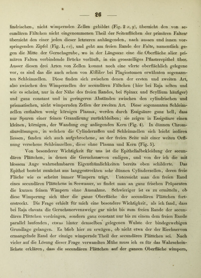 2(» lindrischen, nicht wimpernden Zellen gebildet (Fig. 2 ac, ?/), überzieht den von se- cundären Fältchen nicht eingenommenen Theil der Seitenflächen der primären Falten’ überzieht den einer jeden dieser letzteren anhängenden, nach aussen und innen vor- springenden Zipfel (Fig. 1, cc), und geht am freien Eande der Falte, namentlich ge- gen die Mitte der Geruchsgrube, wo in der Längsaxe eine die Oberfläche aller pri- mären Falten verbindende Brücke verläuft, in ein grosszelliges Pflasterepithel über. Ausser diesen drei Arten von Zellen kommt noch eine vierte oberflächlich gelegene vor, es sind das die auch schon von KoUiker bei Plagiostomen erwähnten sogenann- ten Schleimzellen. Diese finden sich zwischen denen der ersten und zweiten Art, also zwischen den Wimperzellen der secundären Fältchen (hier bei Eaja selten und wie es scheint, nur in der Nähe des freien Eandes, bei Spinax und Scyllium häufiger) und ganz constant und in geringeren Abständen zwischen den cylindrischen und prismatischen, nicht wimpernden Zellen der zweiten Art. Diese sogenannten Schleim- zellen enthalten wenig körniges Plasma, werden durch Essigsäure ganz hell, dass nur Spuren einer feinen Granulirung Zurückbleiben; sie zeigen in Essigsäure einen kleinen, körnigen, der Wandung eng anliegenden Kern (Fig. 4). In dünnen Chrom- säurelösungeu, in welchen die Cylinderzeilen und Schleimzellen sich leicht isoliren Hessen, fanden sich auch aufgebrochene, an der freien Seite mit einer weiten Oefi- nung versehene Schleimzellen, diese ohne Plasma und Kern (Fig. 5). Von besonderer Wichtigkeit für uns ist die Epithelialbekleidung der secun- dären Plättchen, in denen die Geruchsnerven endigen, und von der ich die mit blossem Auge wahrnehmbaren Eigenthümlichkeiten bereits oben schilderte. Das Epithel besteht zunächst aus langgestreckten sehr dünnen Cylinderzellen, deren freie Fläche wie es scheint immer Wimpern trägt. Untersucht man den freien Eand eines secundären Plättchens in Seewasser, so findet man an ganz frischen Präparaten die kurzen feinen Wimpern ohne Ausnahme. Schwieriger ist es zu ermitteln, ob diese Wimperung sich über die ganze Oberfläche der secundären Plättchen fort- erstreckt. Die Frage erhielt für mich eine besondere Wichtigkeit, als ich fand, dass bei Eaja clavata die Geruchsnervenzweige gar nicht bis zum freien Eande der secun- dären Plättchen Vordringen, sondern ganz constant nur bis zu einem dem freien Eande parallel laufenden, etwas hinter demselben gelegenen Wulste der bindegewebigen Grundlage gelangen. Es blieb hier zu erwägen, ob nicht etwa der der Eiechnerven ermangelnde Eand der einzige wimpernde Theil der secundären Plättchen sei. Nach vieler auf die Lösung dieser Frage verwandten Mühe muss ich es für das Wahrschein- lichste erklären, dass die secundären Plättchen auf der ganzen Oberfläche wimpern,