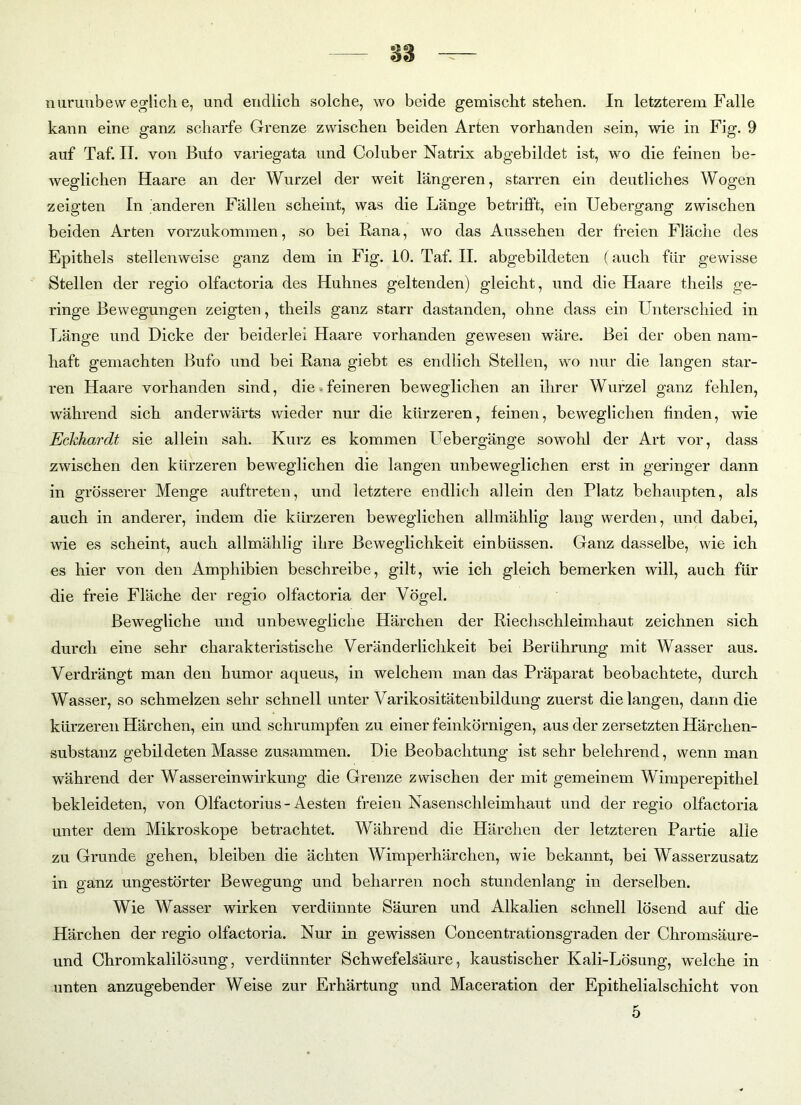 kann eine ganz scharfe Grenze zwischen beiden Arten vorhanden sein, wie in Fig. 9 auf Taf. II. von Bufo variegata und Coluber Natrix abgebildet ist, wo die feinen be- weglichen Haare an der Wurzel der weit längeren, starren ein deutliches Wogen zeigten In anderen Fällen scheint, was die Länge betrifft, ein Uebergang zwischen beiden Arten vorzukommen, so bei Rana, wo das Aussehen der freien Fläche des Epithels stellenweise ganz dem in Fig. 10. Taf. II. abgebildeten (auch für gewisse Stellen der regio olfactoria des Huhnes geltenden) gleicht, und die Haare tlieils ge- ringe Bewegungen zeigten, theils ganz starr dastanden, ohne dass ein Unterschied in Länge und Dicke der beiderlei Haare vorhanden gewesen wäre. Bei der oben nam- haft gemachten Bufo und bei Rana giebt es endlich Stellen, wo nur die langen star- ren Haare vorhanden sind, die feineren beweglichen an ihrer Wurzel ganz fehlen, während sich anderwärts wieder nur die kürzeren, feinen, beweglichen finden, wie Eckhardt sie allein sah. Kurz es kommen Uebergänge sowohl der Art vor, dass zwischen den kürzeren beweglichen die langen unbeweglichen erst in geringer dann in grösserer Menge auftreten, und letztere endlich allein den Platz behaupten, als auch in anderer, indem die kürzeren beweglichen allmählig lang werden, und dabei, wie es scheint, auch allmählig ihre Beweglichkeit einbüssen. Ganz dasselbe, wie ich es hier von den Amphibien beschreibe, gilt, wie ich gleich bemerken will, auch für die freie Fläche der regio olfactoria der Vögel. Bewegliche und unbewegliche Härchen der Riechschleimhaut zeichnen sich durch eine sehr charakteristische Veränderlichkeit bei Berührung mit Wasser aus. Verdrängt man den humor aqueus, in welchem man das Präparat beobachtete, durch Wasser, so schmelzen sehr schnell unter Varikositätenbildung zuerst die langen, dann die kürzeren Härchen, ein und schrumpfen zu einer feinkörnigen, aus der zersetzten Härchen- substanz gebildeten Masse zusammen. Die Beobachtung ist sehr belehrend, wenn man während der Wassereinwirkung die Grenze zwischen der mit gemeinem Wimperepithel bekleideten, von Olfactorius-Aesten freien Nasenschleimhaut und der regio olfactoria unter dem Mikroskope betrachtet. Während die Härchen der letzteren Partie alle zu Grunde gehen, bleiben die ächten Wimperhärchen, wie bekannt, bei Wasserzusatz in ganz ungestörter Bewegung und beharren noch stundenlang in derselben. Wie Wasser wirken verdünnte Säuren und Alkalien schnell lösend auf die Härchen der regio olfactoria. Nur in gewissen Concentrationsgraden der Chromsäure- und Chromkalilösung, verdünnter Schwefelsäure, kaustischer Kali-Lösung, welche in unten anzugebender Weise zur Erhärtung und Maceration der Epithelialschicht von 5