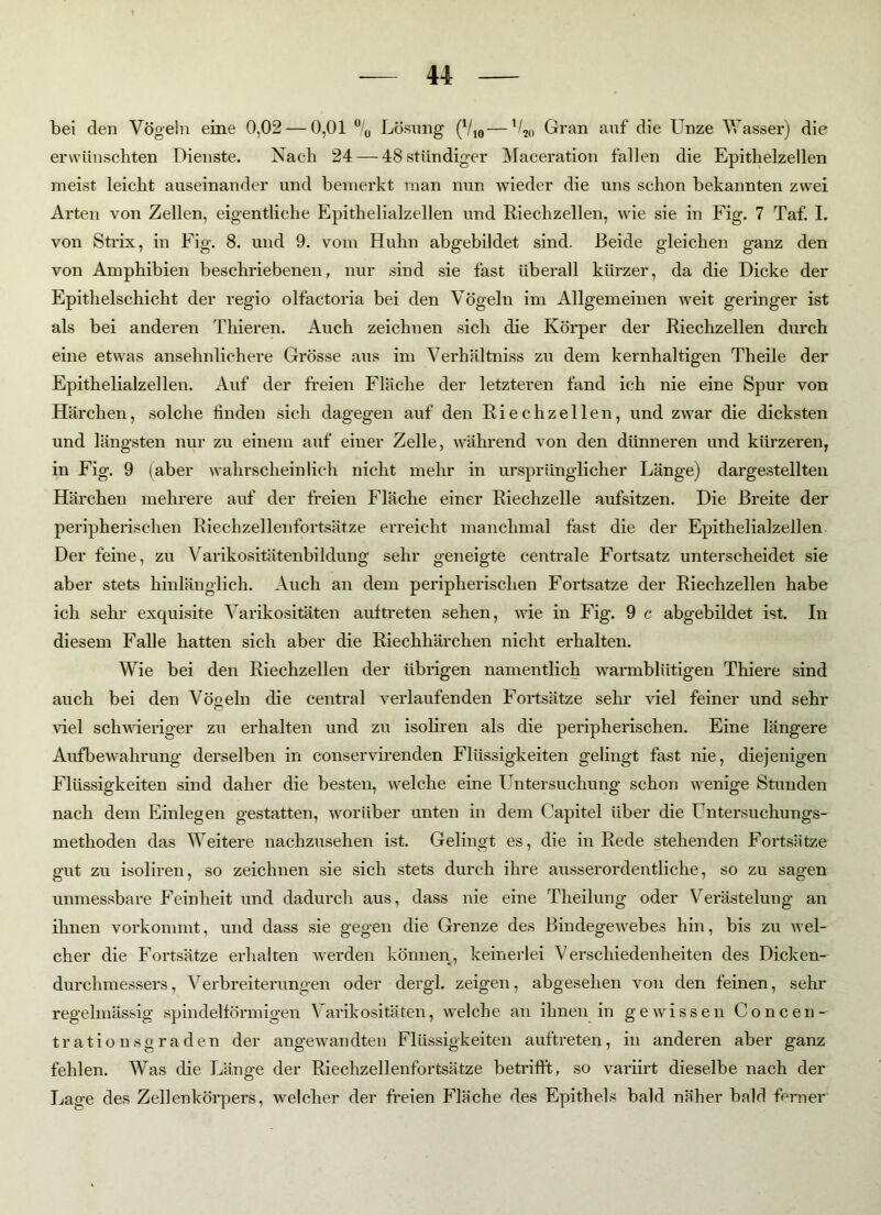 u bei den Vögeln eine 0,02 — 0,01 °/„ Lösung (V10—Gran atif die Unze Wasser) die erwünschten Dienste. Nach 24 — 48stündiger Maceration fallen die Epithelzellen meist leicht auseinander und bemerkt man nun wieder die uns schon bekannten zwei Arten von Zellen, eigentliche Epithelialzellen und Riechzellen, wie sie in Fig. 7 Taf. I. von Strix, in Fig. 8. und 9. vom Huhn abgebildet sind. Beide gleichen ganz den von Amphibien beschriebenen, nur sind sie fast überall kürzer, da die Dicke der Epithelschicht der regio olfactoria bei den Vögeln im Allgemeinen weit geringer ist als bei anderen Thieren. Auch zeichnen sich die Körper der Riechzellen durch eine etwas ansehnlichere Grösse aus im Verhältniss zu dem kernhaltigen Theile der Epithelialzellen. Auf der freien Fläche der letzteren fand ich nie eine Spur von Härchen, solche finden sich dagegen auf den Riechzellen, und zwar die dicksten und längsten nur zu einem auf einer Zelle, während von den dünneren und kürzeren, in Fig. 9 (aber wahrscheinlich nicht mehr in ursprünglicher Länge) dargestellten Härchen mehrere auf der freien Fläche einer Riechzelle aufsitzen. Die Breite der peripherischen Riechzellenfortsätze erreicht manchmal fast die der Epithelialzellen Der feine, zu Varikositätenbildung sehr geneigte centrale Fortsatz unterscheidet sie aber stets hinlänglich. Auch an dem peripherischen Fortsatze der Riechzellen habe ich sehr exquisite Varikositäten auftreten sehen, wie in Fig. 9 c abgebildet ist. In diesem Falle hatten sich aber die Riechhärchen nicht erhalten. Wie bei den Riechzellen der übrigen namentlich warmblütigen Thiere sind auch bei den Vöceln die central verlaufenden Fortsätze sehr Hel feiner und sehr <D viel schwieriger zu erhalten und zu isoliren als die peripherischen. Eine längere Aufbewahrung derselben in conservirenden Flüssigkeiten gelingt fast nie, diejenigen Flüssigkeiten sind daher die besten, welche eine Untersuchung schon wenige Stunden nach dem Einlegen gestatten, worüber unten in dem Capitel über die Untersuchungs- methoden das Weitere nachzusehen ist. Gelingt es, die in Rede stehenden Fortsätze gut zu isoliren, so zeichnen sie sich stets durch ihre ausserordentliche, so zu sagen unmessbare Feinheit und dadurch aus, dass nie eine Theilung oder Verästelung an ihnen vorkommt, und dass sie gegen die Grenze des Bindegewebes hin, bis zu wel- cher die Fortsätze erhalten werden können, keinerlei Verschiedenheiten des Dicken- durchmessers, Verbreiterungen oder dergl. zeigen, abgesehen von den feinen, sehr regelmässig spindelförmigen Varikositäten, welche an ihnen in gewissen Concen- trationsgraden der angewandten Flüssigkeiten auftreten, in anderen aber ganz fehlen. Was die Länge der Riechzellenfortsätze betrifft, so variirt dieselbe nach der Lage des Zellenkörpers, welcher der freien Fläche des Epithels bald näher bald ferner