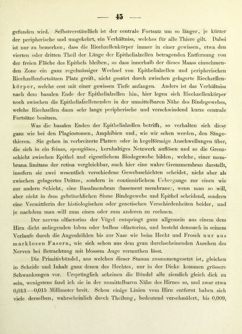 gefunden wird. Selbstverständlich ist der centrale Fortsatz um so länger, je kürzer der peripherische und umgekehrt, ein Verhältniss, welches für alle Thiere gilt. Dabei ist nur zu bemerken, dass die Riechzellenkörper immer in einer gewissen, etwa den vierten oder dritten Theil der Länge der Epithelialzellen betragenden Entfernung von der freien Fläche des Epithels bleiben, so dass innerhalb der dieses Maass einnehmen- den Zone ein ganz regelmässiger Wechsel von Epithelialzellen und peripherischen Riechzellenfortsätzen Platz greift, nicht gestört durch zwischen gelagerte Riechzellen- körper, welche erst mit einer gewissen Tiefe anfangen. Anders ist das Verhältniss nach dem basalen Ende der Epithelialzellen hin, hier legen sich Riechzellenkörper noch zwischen die Epithelialzellenenden in der unmittelbaren Nähe des Bindegewebes, welche Riechzellen dann sehr lange peripherische und verschwindend kurze centrale Fortsätze besitzen. Was die basalen Enden der Epithelialzellen betrifft, so verhalten sich diese ganz wie bei den Plagiostomen, Amphibien und, wie wir sehen werden, den Säuge- thieren. Sie gehen in verbreiterte Platten oder in kegelförmige Anschwellungen über, die sich in ein feines, spongiöses, kernhaltiges Netzwerk auflösen und so die Grenz- schicht zwischen Epithel und eigentlichem Bindegewebe bilden, welche, einer mem- brana limitans der retina vergleichbar, auch hier eine wahre Grenzmembran darstellt, insofern sie zwei wesentlich verschiedene Gewebsschichten scheidet, nicht aber als zwischen gelagertes Drittes, sondern in continuirlichem Uebergange zur einen wie zur andern Schicht, eine Basalmembran (basement membranei, wenn man so will, aber nicht in dem gebräuchlichen Sinne Bindegewebe und Epithel scheidend, sondern eine Vermittlerin der liistiologischen oder genetischen Verschiedenheiten beider, und je nachdem man will zum einen oder zum anderen zu rechnen. Der nervus olfactorius der Vögel entspringt ganz allgemein aus einem dem Hirn dicht anliegenden lobus oder bulbus olfactorius, und besteht demnach in seinem Verlaufe durch die Augenhöhlen bis zur Nase wie beim Hecht und Frosch nur aus marklosen Fasern, wie sich schon aus dem grau durchscheinenden Ansehen des Nerven bei Betrachtung mit blossem Auge vermuthen lässt. Die Primitivbündel, aus welchen dieser Stamm zusammengesetzt ist, gleichen in Scheide und Inhalt ganz denen des Hechtes, nur in der Dicke kommen grössere Schwankungen vor. Ursprünglich scheinen die Bündel alle ziemlich gleich dick zu sein, wenigstens fand ich sie in der unmittelbaren Nähe des Hirnes so, und zwar etwa 0,013 — 0,015 Millimeter breit. Schon einige Linien vom Hirn entfernt haben sich viele derselben, wahrscheinlich durch Theilung, bedeutend verschmälert, bis 0,009,